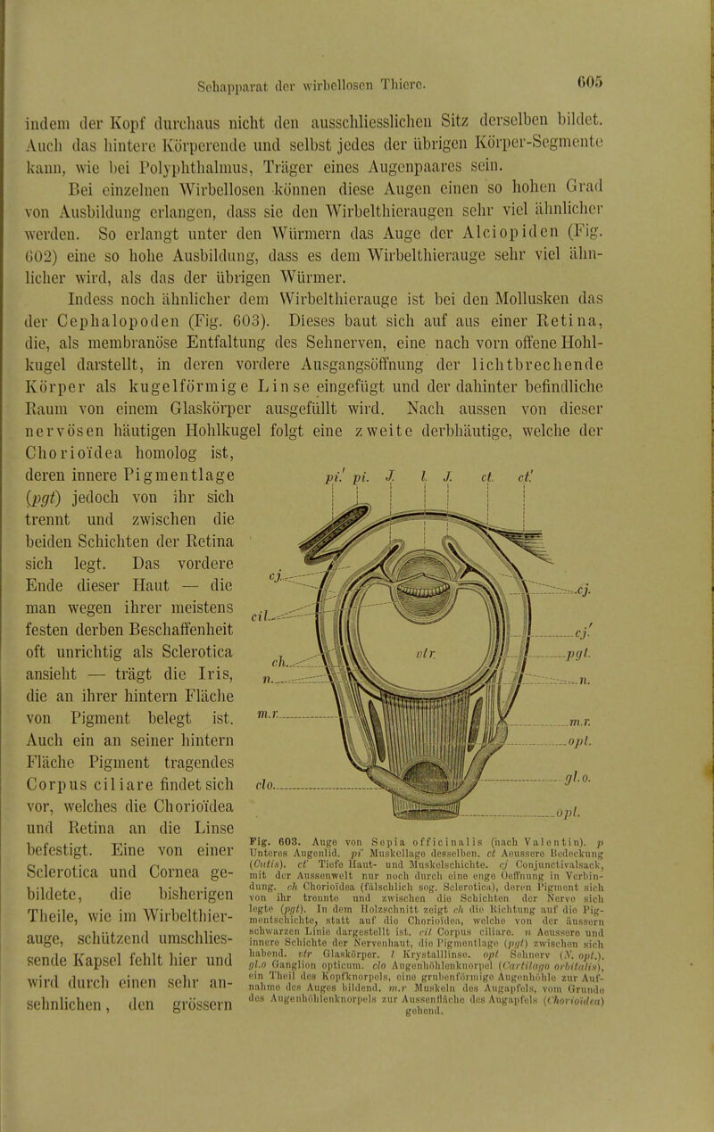 indem der Kopf durcliaus nicht den ausschliesslichen Sitz derselben bildet. Auch das hintere Körperende und selbst jedes der übrigen Körper-Segmente kann, wie bei Polyphtlialmus, Träger eines Augenpaares sein. Bei einzelnen Wirbellosen können diese Augen einen so hohen Grad von Ausbildung erlangen, dass sie den Wirbelthieraugen sehr viel ähnlicher ^Yerden. So erlangt unter den Würmern das Auge der Alciopiden (Fig. G02) eine so hohe Ausbildung, dass es dem Wirbelthierauge sehr viel ähn- licher wird, als das der übrigen Würmer. Indess noch ähnlicher dem Wirbelthierauge ist bei den Mollusken das der Cephalopoden (Fig. 603). Dieses baut sich auf aus einer Retina, die, als membranöse Entfaltung des Sehnerven, eine nach vorn offene Hohl- kugel darstellt, in deren vordere Ausgangsöffnung der lichtbrechende Körper als kugelförmige Linse eingefügt und der dahinter befindliche Raum von einem Glaskörper ausgefüllt wird. Nach aussen von dieser nervösen häutigen Hohlkugel folgt eine zweite derbhäutige, welche der Chorio'idea homolog ist, deren innere Pigmentlage [pgt) jedoch von ihr sich trennt und zwischen die beiden Schichten der Retina sich legt. Das vordere Ende dieser Haut — die man wegen ihrer meistens festen derben Beschaffenheit oft unrichtig als Sclerotica ansieht — trägt die Iris, die an ihrer hintern Fläche von Pigment belegt ist. Auch ein an seiner hintern Fläche Pigment tragendes Corpus ciliare findet sich vor, welches die Chorioidea und Retina an die Linse befestigt. Eine von einer Sclerotica und Cornea ge- bildete, die bisherigen Theile, wie im Wirbelthier- auge, schützend umschlies- sende Kapsel fehlt hier und wird durch einen sehr an- sehnlichen , den grössern Fig. 603. Auge von Sopia officinalis (nach Valentin). Unteres Augenlid, pi' Mnslicllago tlesselbon. et Aeiisseru Hodocicnng (Cutis), et' Tiefe llant- und Muskclschiclite. ej Conjunctivalsack, mit der Aussenwelt nur noch durch eine enge Öeft'nung in Verbin- dung, eil Chorioidea (fälschlich sog. Sclerotica), deren Pigment sieh von ihr trennte und zwischen die Schichten der Nervo sich legte (pcjt). In dem Holzschnitt zeigt ctt die Richtung auf die Pig- mentschichte, statt auf die Chorioidea, welche von der ilussern schwarzen Linie dargestellt ist. eil Corpus ciliare, n Aoiissero und innere Schichte der Norvenhaut, die Pigmontlage (put) zwischen sich habend, vir Glaskörper. / Krystalllinse. opt Sehnerv (K. opt.). (/l.n Ganglion opticuni. clo Augonhöhlenknorpel {CartHtu/o orhitniis), ein Theil des Kopfknorpels, eine grubenl'örmigo AugiMihöhlo zur Auf- nahme des Auges bildend, w.r Muskeln des Angapfels, vom Grnndo des Angenhnhlonknorpels zur Aussenfläche des Augapfels (Chorioidea) gehend.