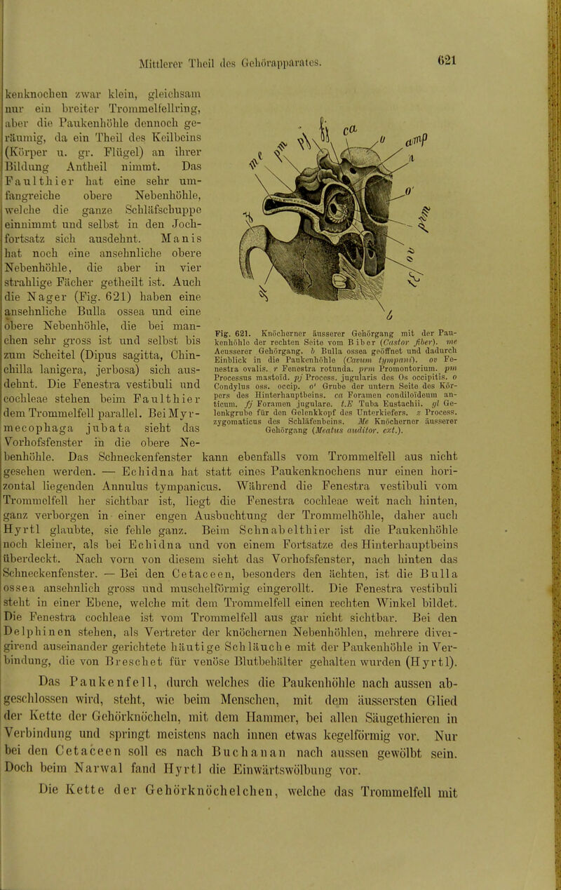 kenknoclien zwar klein, gleichsam nur ein breiter Trommelfellring, aber die Paukenhöhle dennoch ge- räumig, da ein Theil des Kcilbcins (Körper u. gr. Flügel) an ihrer Bildung Antheil nimmt. Das Faulthier hat eine sehr um- fangreiche obere Nebenhöhle, welche die ganze Schläfschuppe einnimmt und selbst in den Joeh- fortsatz sich ausdehnt. Manis hat noch eine ansehnliche obere Nebenhöhle, die aber in vier strahlige Fächer getheilt ist. Auch die Nager (Fig. 621) haben eine ansehnliche Bulla ossea und eine obere Nebenhöhle, die bei man- 621. Knöcherner äusserer Gehörgang mit der Pau- kenhöhle der rechten Seite vom Biher (Castnr fiher). ine Aeusserer Gehörgang. 6 Bulla ossea geöffnet und dadurch Einhlick in die Paukenhöhle {Cavum tyinpani). ov Fe- nestra ovalis. r Fenestra rotunda. prin Promontorium, pin Processus mastoid. jij Process. jugularis dos Os occipitis. o Condylus oss. occip. o' Grnbe der untern Seite des Kör- pers dos Hinterhauptbeins, ca Foramen condiloideum an- ticum. fj Foramen jugulare. t.E Tnba Eustachi!, (/l Ge- lenkgrube für den Gelenkkoxif des Unterkiefers, s Process. zj'gomaticns des Schläfenbeins. Me Knöcherner äusserer Gehörgang {Meatus auditor. ext.). gesehen werden, zontal liegenden Trommelfell her ganz verborgen Hyrtl glaubte, chen sehr gross ist und selbst bis zum Scheitel (Dipus sagitta, Chin- chilla lanigera, jerbosa) sich aus- dehnt. Die Fenestra vestibuli und Cochleae stehen beim Faulthier dem Trommelfell parallel. BeiMyr- mecophaga jubata sieht das Vorhofsfenster in die obere Ne- benhöhle. Das Schneckenfenster kann ebenfalls vom Trommelfell aus nicht — Echidna hat statt eines Paukenknochens nur einen hori- Annulus tympanicus. Während die Fenestra vestibuli vom sichtbar ist, liegt die Fenestra Cochleae weit nach hinten, in- einer engen Ausbuchtung der Trommelhöhle, daher auch sie fehle ganz. Beim Schnabelthier ist die Paukenhöhle noch kleiner, als bei Echidna und von einem Fortsatze des Hinterhauptbeins überdeckt. Nach vorn von diesem sieht das Vorhofsfenster, nach hinten das Schneckenfenster. — Bei den Cetaceen, besonders den ächten, ist die Bulla ossea ansehnlich gross und muschelförmig eingerollt. Die Fenestx-a vestibuli steht in einer Ebene, welche mit dem Trommelfell einen rechten Winkel bildet. Die Fenestra Cochleae ist vom Trommelfell aus gar nicht sichtbar. Bei den Delphinen stehen, als Vertreter der knöchernen Nebenhöhlen, mehrere divei- girend auseinander gerichtete häutige Schläuche mit der Paukenhöhle in Ver- bindung, die von Breschet für venöse Blutbehälter gehalten wurden (Hyrtl). Das Paukenfell, durch welches die Paukenhöhle nach aussen ab- geschlossen wird, steht, wie beim Menschen, mit dem äussersten Glied der Kette der Gehörknöcheln, mit dem Hammer, bei allen Säugethieren in Verbindung und springt meistens nach innen etwas kegelförmig vor. Nur bei den Cetaceen soll es nach Buchanan nach aussen gewölbt sein. ,Doch beim Narwal fand Hyrtl die Einwärtswölbung vor. Die Kette der Gehörknöchelchen, welche das Trommelfell mit