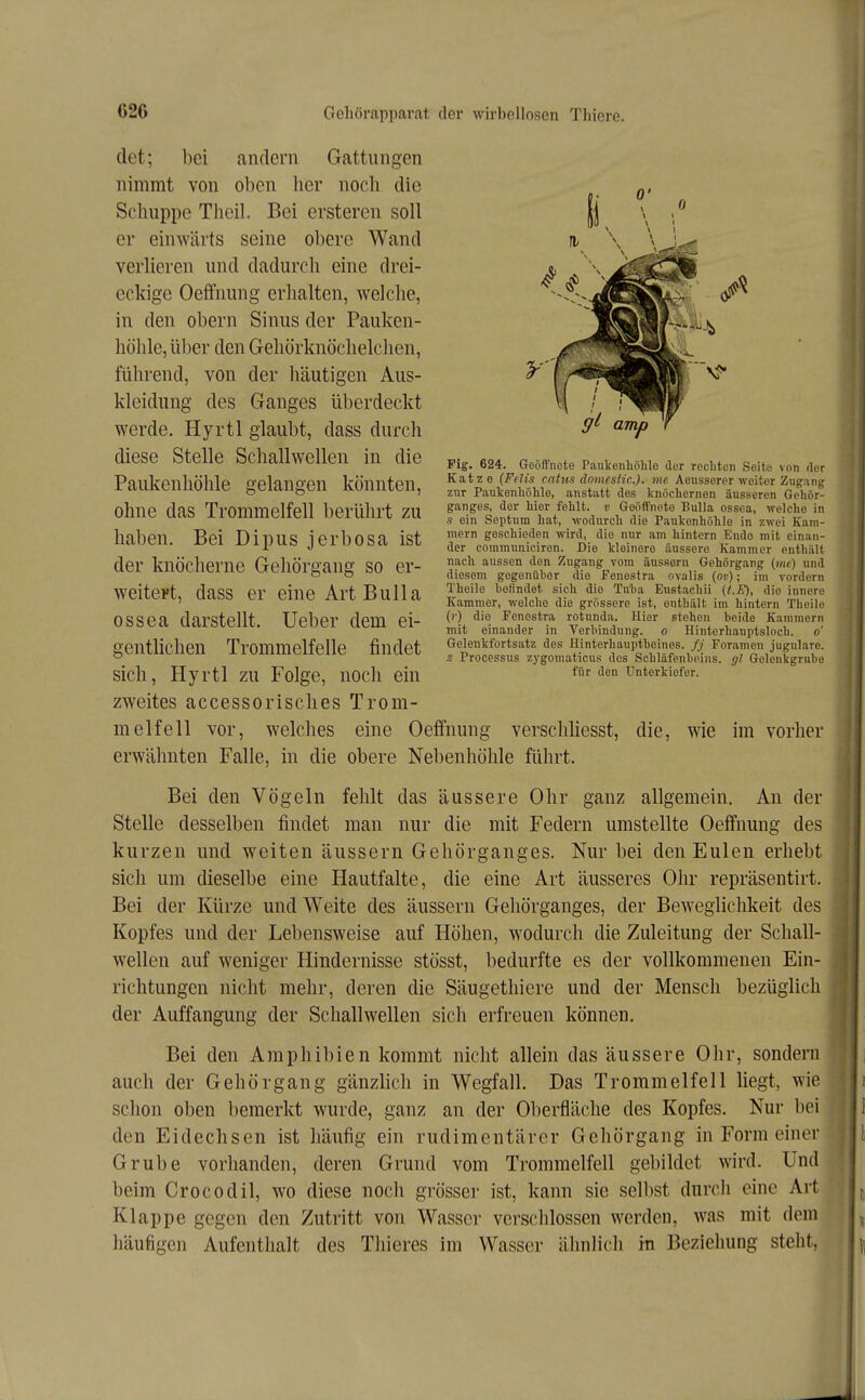 Fig. 624. Gcöftnote Paulcenhöhlo der rcclitcn Seit« von rlor Katze (Felis cntus domestic). me Aoussorer weiter Zugang zur Paukenliöhle, anstatt des knöchernen äusseren Gehör- ganges, der hier fehlt, v Geöffnete Bulla ossea, welche in s ein Septnm hat, wodurch die Paukenhöhle in zwei Kam- mern geschieden wird, die nur am hintern Endo mit einan- der coramuniciren. Die kleinere äussere Kammer enthält nach aussen den Zugang vom äussern Gehörgang (me) und diesem gegenüber die Fenestra ovalis (oe); im vordem Theile befindet sich die Tuba Eustachii (t.E), die innere Kammer, welche die grössere ist, enthält im hintern Theile ()•) die Fenestra rotunda. Hier stehen beide Kammern mit einander in Verbindung, o Hinterhauptsloch, o Gelenkfortsatz des Hinterhauptbeines. // Foranien jugulare. s Processus zygomaticus des Schläfenbeins, gl Golenkgrube für den Unterkiefer. clet; bei andern Gattungen nimmt von oben her noch die Schuppe Thcil. Bei ersteren soll er einwärts seine obere Wand verlieren und dadurch eine drei- eckige Oeffnung erhalten, welche, in den obern Sinus der Pauken- höhle, über den Gehörknöchelchen, führend, von der häutigen Aus- kleidung des Ganges überdeckt werde. Hyrtl glaubt, dass durch diese Stelle Schallwellen in die Paukenhöhle gelangen könnten, ohne das Trommelfell berührt zu haben. Bei Dipus jerbosa ist der knöcherne Gehörgang so er- weitert, dass er eine Art Bulla ossea darstellt. Ueber dem ei- gentlichen Trommelfelle findet sich, Hyrtl zu Folge, noch ein zweites accessorisches Trom- melfell vor, welches eine Oeffnung verschliesst, die, wie im vorher erwähnten Falle, in die obere Nebenhöhle führt. Bei den Vögeln fehlt das äussere Ohr ganz allgemein. An der Stelle desselben findet man nur die mit Federn umstellte Oeffnung des kurzen und weiten äussern Gehörganges. Nur bei den Eulen erhebt sich um dieselbe eine Hautfalte, die eine Art äusseres Ohr repräsentirt. Bei der Kürze und Weite des äussern Gehörganges, der Beweglichkeit des Kopfes und der Lebensweise auf Höhen, wodurch die Zuleitung der Schall- wellen auf weniger Hindernisse stösst, bedurfte es der vollkommenen Ein- richtungen nicht mehr, deren die Säugethiere und der Mensch bezüglich der Auffangung der Schallwellen sich erfreuen können. Bei den Amphibien kommt nicht allein das äussere Ohr, sondern auch der Gehörgang gänzlich in Wegfall. Das Trommelfell liegt, wie schon oben bemerkt wurde, ganz an der Oberfläche des Kopfes. Nur bei den Eidechsen ist häufig ein rudimentärer Gehörgang in Form einer Grube vorhanden, deren Grund vom Trommelfell gebildet wird. Und beim Crocodil, wo diese noch grösser ist, kann sie selbst durcli eine Art Klappe gegen den Zutritt von Wasser verschlossen werden, was mit dem häufigen Aufenthalt des Tliieres im Wasser ähnlich in Beziehung steht,