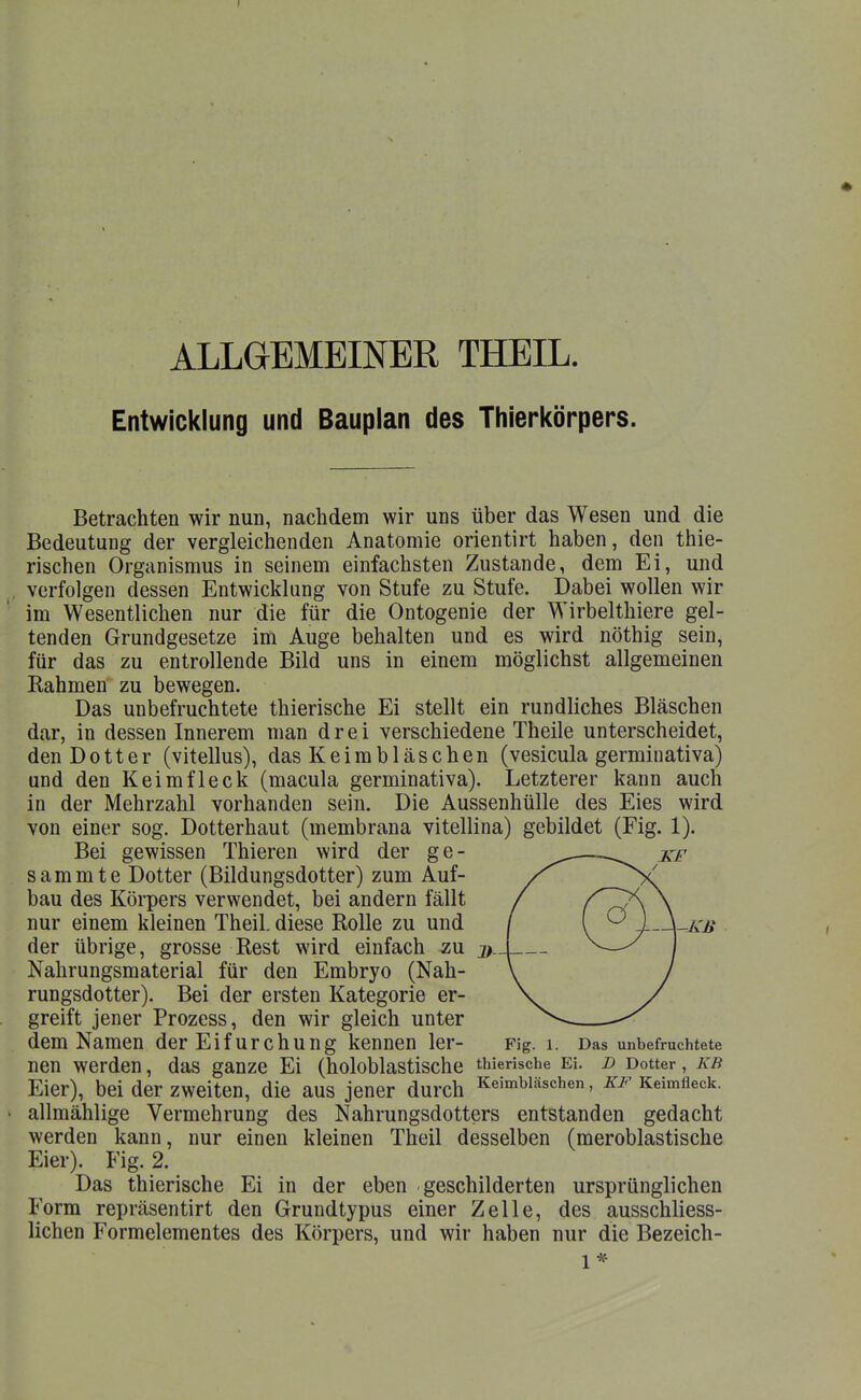 ALLGEMEINER THEIL. Entwicklung und Bauplan des Thierkörpers. Betrachten wir nun, nachdem wir uns über das Wesen und die Bedeutung der vergleichenden Anatomie orientirt haben, den thie- rischen Organismus in seinem einfachsten Zustande, dem Ei, und verfolgen dessen Entwicklung von Stufe zu Stufe. Dabei wollen wir im Wesentlichen nur die für die Ontogenie der Wirbelthiere gel- tenden Grundgesetze im Auge behalten und es wird nöthig sein, für das zu entrollende Bild uns in einem möglichst allgemeinen Kähmen zu bewegen. Das unbefruchtete thierische Ei stellt ein rundliches Bläschen dar, in dessen Innerem man drei verschiedene Theile unterscheidet, den Dotter (vitellus), das Keimbläschen (vesicula germinativa) und den Keimfleck (macula germinativa). Letzterer kann auch in der Mehrzahl vorhanden sein. Die Aussenhülle des Eies wird von einer sog. Dotterhaut (membrana vitellina) gebildet (Fig. 1). Bei gewissen Thieren wird der ge- ^—xf sammte Dotter (Bildungsdotter) zum Auf- bau des Körpers verwendet, bei andern fällt nur einem kleinen Theil. diese Rolle zu und / \ ^ X-\-kb der übrige, grosse Rest wird einfach zu Nahrungsmaterial für den Embryo (Nah- rungsdotter). Bei der ersten Kategorie er- greift jener Prozess, den wir gleich unter dem Namen der Eifurchung kennen 1er- Fig. i. Das unbefruchtete nen werden, das ganze Ei (holoblastische thierische Ei. z> Dotter, kb Eier), bei der zweiten, die aus jener durch Keimbläschen, Keimfleck, allmählige Vermehrung des Nahrungsdotters entstanden gedacht werden kann, nur einen kleinen Theil desselben (meroblastische Eier). Fig. 2. Das thierische Ei in der eben geschilderten ursprünglichen Form repräsentirt den Grundtypus einer Zelle, des ausschliess- lichen Formelementes des Körpers, und wir haben nur die Bezeich- 1*