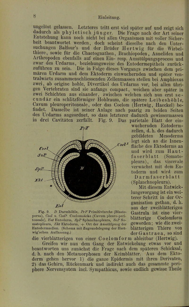 .VoeT- UDgelöst gelassen. Letzteres tritt erst viel später auf und zeigt sich dadurch als p h y 1 e t i s c h j ü n g e r. Die Frage nach der Art seiner Entstehung kann noch nicht bei allen Organismen mit voller Sicher- heit beantwortet werden, doch scheint dieselbe nach den Unter- suchungen Balfour's und der Brüder Hertwig für die Wirbel- thiere, sowie für die Chaetognathen, Brachiopoden, Anneliden und Arthropoden ebenfalls auf einen Ein- resp. Ausstülpungsprocess und zwar des Urdarms, beziehungsweise des Entodermepithels zurück- zuführen zu sein. Die in Folge dieses Vorgangs zwischen dem pri- mären Urdarm und dem Ektoderm einwuchernden und später ven- tralwärts zusammenschliessenden Zellenmassen stellen bei Amphioxus zwei, ab origine hohle, Divertikel des Urdarms vor, bei allen übri- gen Vertebraten sind sie anfangs compact, weichen aber später in zwei Schichten aus einander, zwischen welchen sich nun erst se- cundär ein schlitzförmiger Hohlraum, die spätere Leibeshöhle, Cavum pleuroperitoneale, oder das Coelom (Hertwig, Haeckel) be- findet. Dasselbe ist seiner Anlage nach paarig zu beiden Seiten des Urdarms angeordnet, so dass letzterer dadurch gewissermassen in drei Cavitäten zerfällt. Fig. 9. Das parietale Blatt der ein- wuchernden Entoderm- zellen, d. h. des dadurch gebildeten Mesoderms legt sich an die Innen- fläche des Ektoderms an und wird zum Haut- faserblatt (Somato* pleura), das viscerale verwächst mit dem En- toderm und wird zum Darmfaserblatt (Splanchnopleura). Mit diesem Entwick- lungsvorgang ist ein wei- terer Schritt in der Or- ganisation gethan, d. h. aus der zweiblätterigeu Gastrula ist eine vier- blätterige Coelomform geworden; wie die zwei- blätterigen Thiere von derGastraea, so sind die vierblätterigen von einer Coelomform ableitbar (Hertwig). Greifen wir nun dem Gang der Entwickelung etwas vor und beantworten uns zunächst die Frage nach dem späteren Schicksal, d. h. nach den Metamorphosen der Keimblätter. Aus dem Ekto- derm gehen hervor 1) die ganze Epidermis mit ihren Derivaten, 2) das Gehirn, Rückenmark und indirekt auch das gesammte peri- phere Nervensystem incl. Sympathicus, sowie endlich gewisse Theile ■j>:Jä, Mit Fig. 9. D Darmhöhle, ZVi^ Priraitivfurche (Blasto- porus), Ooel u. Coel^ Coelomsäcke (Cavum ijleuro-peri- toneale), Ent Entoderm, SpP Splanchnopleura, SoP So- matopleura, Eht Ektoderm, + Ort der Ausstülpung der Entodermzelleri. (Schema mit Zugrundelegung der Hert- wig'schen Auffassung.)