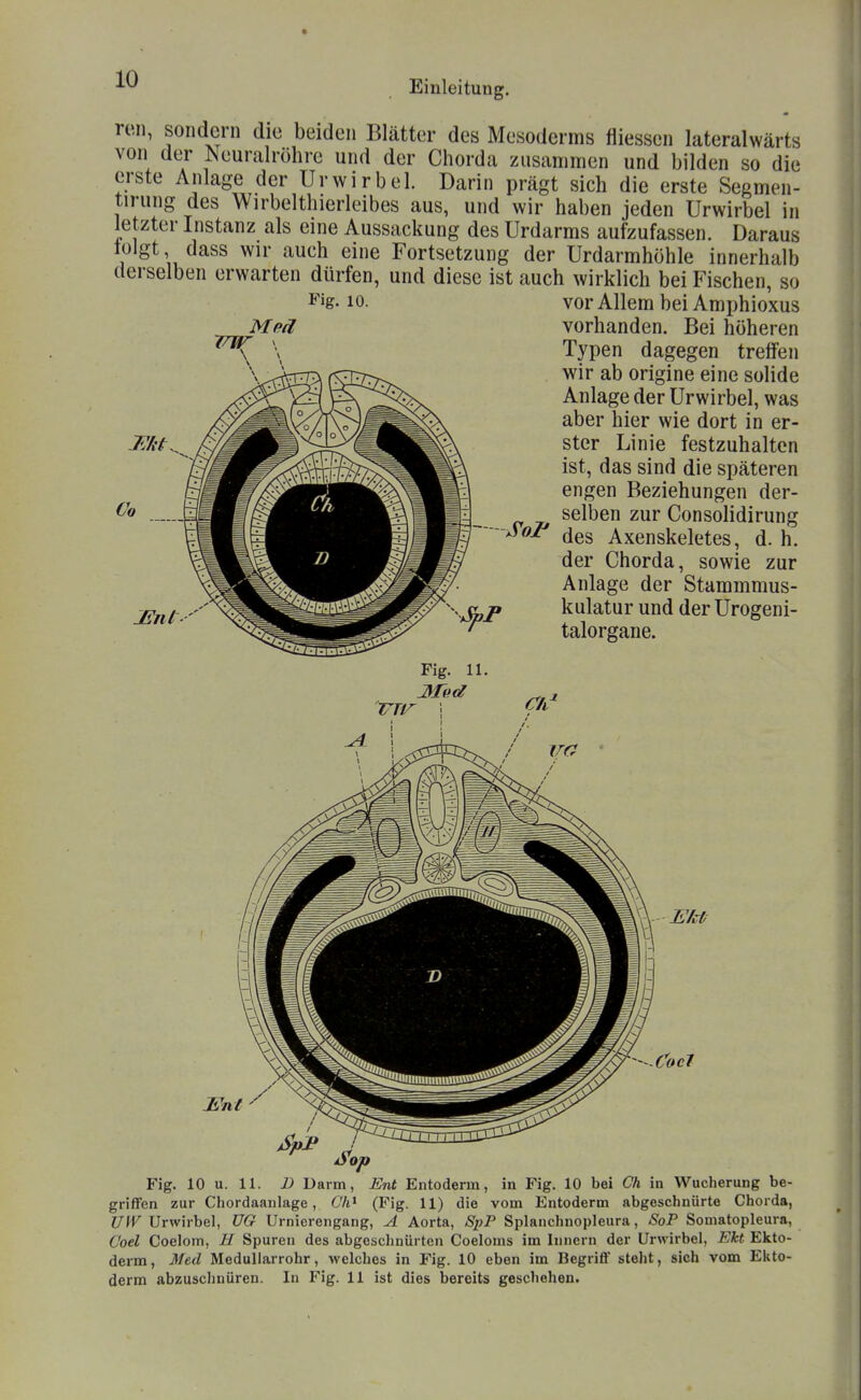 ren, sondern die beiden Blätter des Mesoderms fliesscn lateralwärts von der Neuralröhre und der Chorda zusammen und bilden so die erste Anlage der Ur wir bei Darin prägt sich die erste Segmen- tirung des Wirbelthierleibes aus, und wir haben jeden Urwirbel in letzter Instanz als eine Aussackung des Urdarms aufzufassen. Daraus tolgt dass wir auch eine Fortsetzung der Urdarmhöhle innerhalb derselben erwarten dürfen, und diese ist auch wirklich bei Fischen so Fig. 10. Co vor Allem bei Amphioxus vorhanden. Bei höheren Typen dagegen treffen wir ab origine eine solide Anlage der Urwirbel, was aber hier wie dort in er- ster Linie festzuhalten ist, das sind die späteren engen Beziehungen der- selben zur Consolidirung des Axenskeletes, d. h. der Chorda, sowie zur Anlage der Stammmus- kulatur und der Urogeni- talorgane. Fig. 11. 3Ted JS'n l' EM Fig. 10 u. 11. ß Darm, Ent Entoderm, in Fig. 10 bei Ch in Wucherung be- griffen zur Chordaanlage, (7A> (Fig. 11) die vom Entoderm abgeschnürte Chorda, UfV Urwirbel, ÜG Urnierengang, A Aorta, S2}P Splanchnopleura, SoP Somatopleura, Coel Coelom, H Spuren des abgeschnürten Coeloms im Innern der Urwirbel, EU Ekto- derm, Med Meduliarrohr, welches in Fig. 10 eben im Begriff steht, sich vom Ekto- derm abzuschnüren. In Fig. 11 ist dies bereits geschehen.