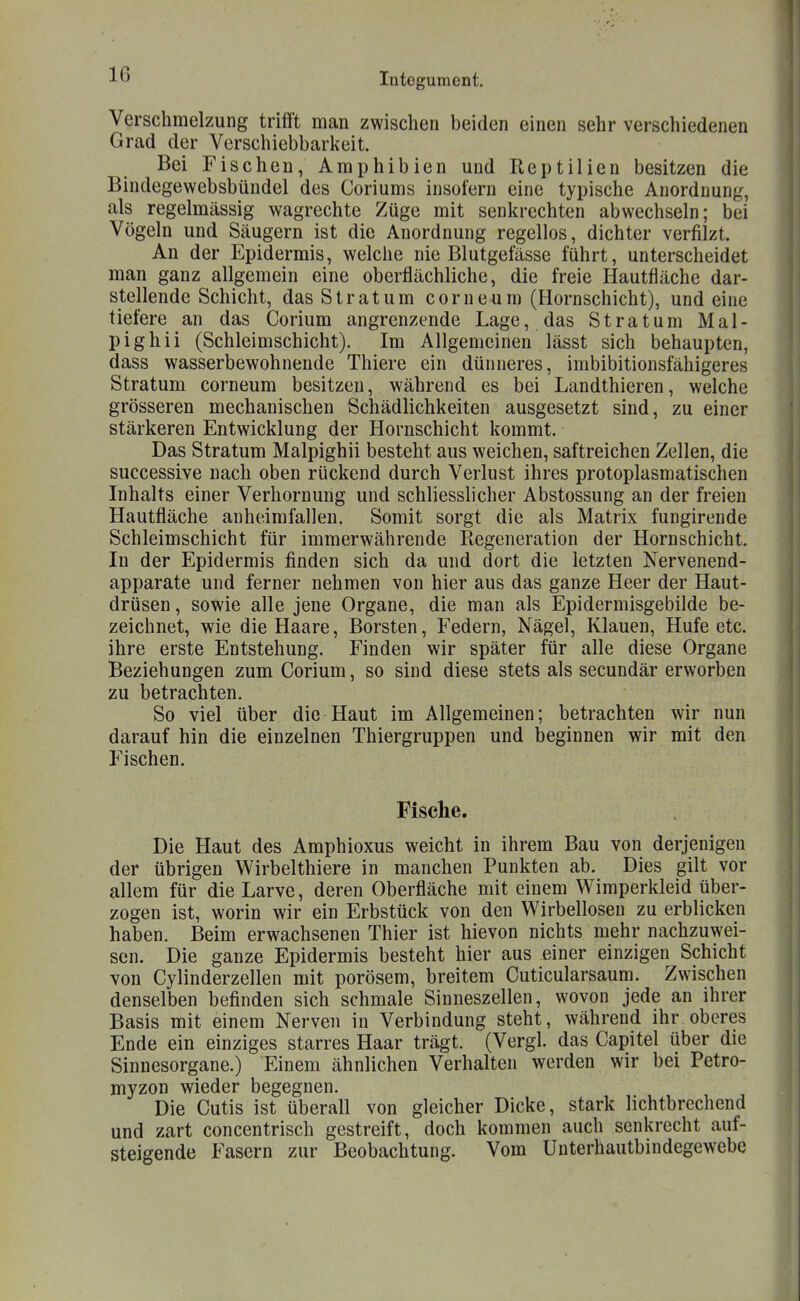 Verschmelzung trifft man zwischen beiden einen sehr verschiedenen Grad der Verschiebbarkeit. Bei Fischen, Amphibien und Reptilien besitzen die Bindegewebsbündel des Coriums insofern eine typische Anordnung, als regelmässig wagrechte Züge mit senkrechten abwechseln; bei Vögeln und Säugern ist die Anordnung regellos, dichter verfilzt. An der Epidermis, welche nie Blutgefässe führt, unterscheidet man ganz allgemein eine oberflächliche, die freie Hautfläche dar- stellende Schicht, das Stratum corneura (Hornschicht), und eine tiefere an das Corium angrenzende Lage, das Stratum Mal- pighii (Schleimschicht). Im Allgemeinen lässt sich behaupten, dass wasserbewohnende Thiere ein dünneres, imbibitionsfähigeres Stratum corneum besitzen, während es bei Landthieren, welche grösseren mechanischen Schädlichkeiten ausgesetzt sind, zu einer stärkeren Entwicklung der Hornschicht kommt. Das Stratum Malpighii besteht aus weichen, saftreichen Zellen, die successive nach oben rückend durch Verlust ihres protoplasmatischen Inhalts einer Verhornung und schliesslicher Abstossung an der freien Hautfläche anheimfallen. Somit sorgt die als Matrix fungirende Schleimschicht für immerwährende Regeneration der Hornschicht. In der Epidermis finden sich da und dort die letzten Nervenend- apparate und ferner nehmen von hier aus das ganze Heer der Haut- drüsen , sowie alle jene Organe, die man als Epidermisgebilde be- zeichnet, wie die Haare, Borsten, Federn, Nägel, Klauen, Hufe etc. ihre erste Entstehung. Finden wir später für alle diese Organe Beziehungen zum Corium, so sind diese stets als secundär erworben zu betrachten. So viel über die Haut im Allgemeinen; betrachten wir nun darauf hin die einzelnen Thiergruppen und beginnen wir mit den Fischen. Fische. Die Haut des Amphioxus weicht in ihrem Bau von derjenigen der übrigen Wirbelthiere in manchen Punkten ab. Dies gilt vor allem für die Larve, deren Oberfläche mit einem Wimperkleid über- zogen ist, worin wir ein Erbstück von den Wirbellosen zu erblicken haben. Beim erwachsenen Thier ist hievon nichts mehr nachzuwei- sen. Die ganze Epidermis besteht hier aus einer einzigen Schicht von Cylinderzellen mit porösem, breitem Cuticularsaum. Zwischen denselben befinden sich schmale Sinneszellen, wovon jede an ihrer Basis mit einem Nerven in Verbindung steht, während ihr oberes Ende ein einziges starres Haar trägt. (Vergl. das Capitel über die Sinnesorgane.) Einem ähnlichen Verhalten werden wir bei Petro- myzon wieder begegnen. Die Cutis ist überall von gleicher Dicke, stark lichtbrechend und zart concentrisch gestreift, doch kommen auch senkrecht auf- steigende Fasern zur Beobachtung. Vom Unterhautbindegewebe