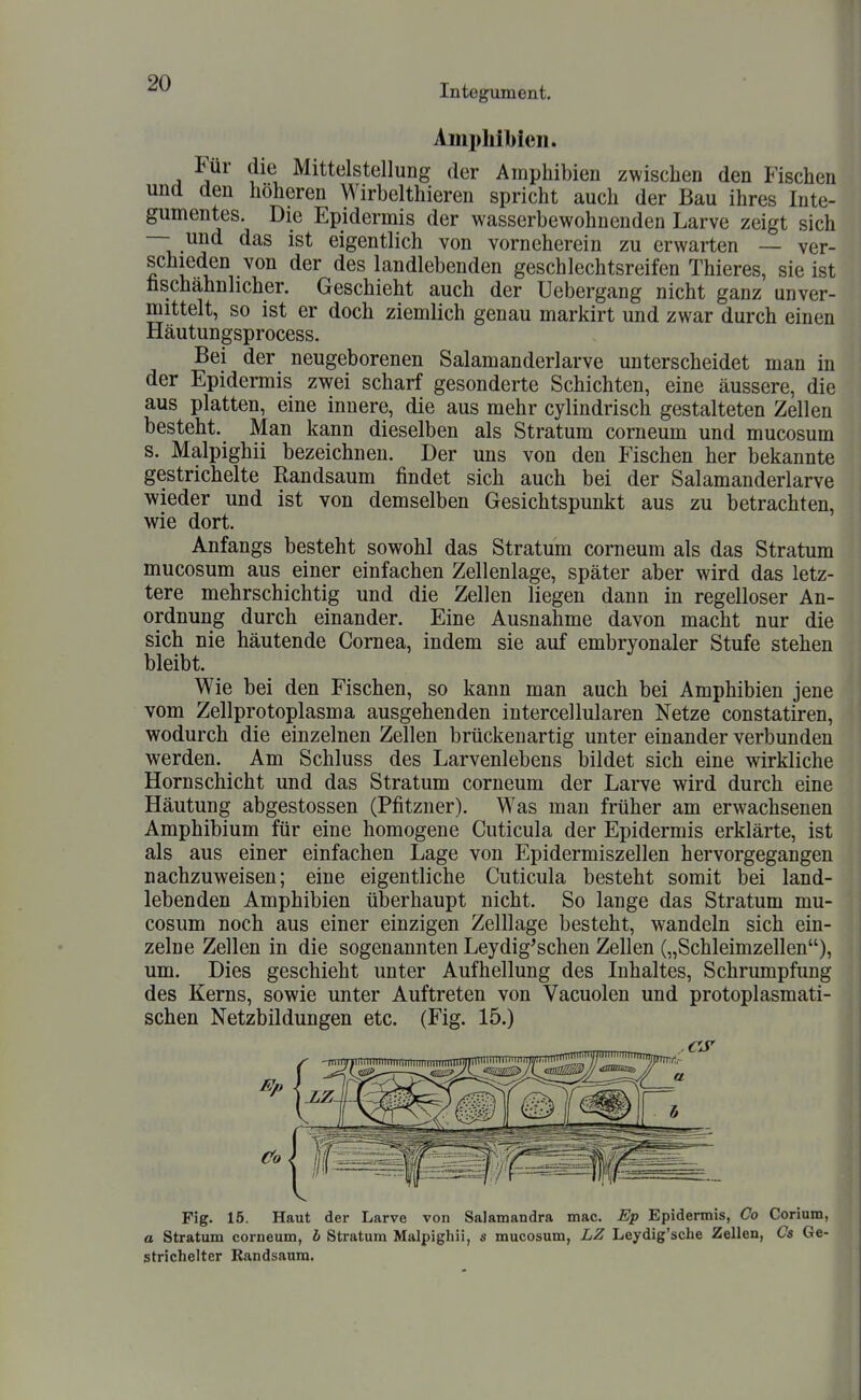 Ami)liibien. A Mittelstellung der Amphibien zwischen den Fischen und den höheren Wirbelthieren spricht auch der Bau ihres Inte- gumentes. Die Epidermis der wasserbewohnenden Larve zeigt sich — und das ist eigentlich von vorneherein zu erwarten — ver- schieden von der des landlebenden geschlechtsreifen Thieres, sie ist tischahnlicher. Geschieht auch der Uebergang nicht ganz unver- mittelt, so ist er doch ziemlich genau markirt und zwar durch einen Häutungsprocess. Bei der neugeborenen Salamanderlarve unterscheidet man in der Epidermis zwei scharf gesonderte Schichten, eine äussere, die aus platten, eine innere, die aus mehr cylindrisch gestalteten Zellen besteht. Man kann dieselben als Stratum corneum und mucosum s. Malpighii bezeichnen. Der uns von den Fischen her bekannte gestrichelte Randsaum findet sich auch bei der Salamanderlarve wieder und ist von demselben Gesichtspunkt aus zu betrachten, wie dort. Anfangs besteht sowohl das Stratum corneum als das Stratum mucosum aus einer einfachen Zellenlage, später aber wird das letz- tere mehrschichtig und die Zellen liegen dann in regelloser An- ordnung durch einander. Eine Ausnahme davon macht nur die sich nie häutende Cornea, indem sie auf embryonaler Stufe stehen bleibt. Wie bei den Fischen, so kann man auch bei Amphibien jene vom Zellprotoplasma ausgehenden intercellularen Netze constatiren, wodurch die einzelnen Zellen brückenartig unter einander verbunden werden. Am Schluss des Larvenlebens bildet sich eine wirkliche Hornschicht und das Stratum corneum der Larve wird durch eine Häutung abgestossen (Pfitzner). Was man früher am erwachsenen Amphibium für eine homogene Cuticula der Epidermis erklärte, ist als aus einer einfachen Lage von Epidermiszellen hervorgegangen nachzuweisen; eine eigentliche Cuticula besteht somit bei land- lebenden Amphibien überhaupt nicht. So lange das Stratum mu- cosum noch aus einer einzigen Zelllage besteht, wandeln sich ein- zelne Zellen in die sogenannten Leydig^schen Zellen („Schleimzellen), um. Dies geschieht unter Aufhellung des Inhaltes, Schrumpfung des Kerns, sowie unter Auftreten von Vacuolen und protoplasmati- schen Netzbildungen etc. (Fig. 15.) Fig. 15. Haut der Larve von Salamandra mac. Ep Epidermis, Co Corium, a Stratum corneum, b Stratum Malpighii, s mucosum, LZ Leydig'sche Zellen, Cs Ge- strichelter Randsaum,