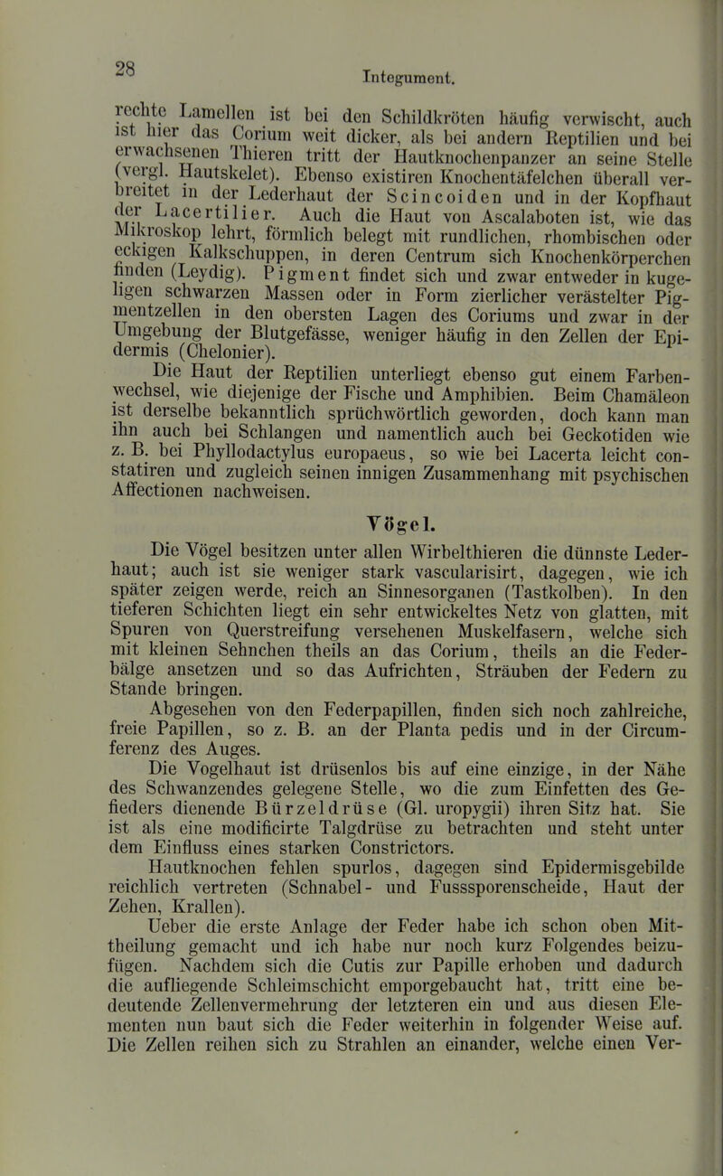 Integument. rechte Lamellen ist bei den Schildkröten häufig verwischt, auch ist üier das Corium weit dicker, als bei andern Reptilien und bei erwachsenen Thieren tritt der Hautknochenpanzer an seine Stelle Cvergl. Hautskelet). Ebenso existiren Knochentäfelchen überall ver- breitet m der Lederhaut der Scincoiden und in der Kopfhaut der Lacertilier. Auch die Haut von Ascalaboten ist, wie das Mikroskop lehrt, förmlich belegt mit rundlichen, rhombischen oder eckigen Kalkschuppen, in deren Centrum sich Knochenkörperchen fanden (Leydig). Pigment findet sich und zwar entweder in kuge- ligen schwarzen Massen oder in Form zierlicher verästelter Pig- mentzellen in den obersten Lagen des Coriums und zwar in der Umgebung der Blutgefässe, weniger häufig in den Zellen der Epi- dermis (Chelonier). Die Haut der Reptilien unterliegt ebenso gut einem Farben- wechsel, wie diejenige der Fische und Amphibien. Beim Chamäleon ist derselbe bekanntlich sprüchwörtlich geworden, doch kann man ihn auch bei Schlangen und namentlich auch bei Geckotiden wie z. B. bei Phyllodactylus europaeus, so wie bei Lacerta leicht con- statiren und zugleich seinen innigen Zusammenhang mit psychischen Affectionen nachweisen. YögeL Die Vögel besitzen unter allen Wirbelthieren die dünnste Leder- haut; auch ist sie weniger stark vascularisirt, dagegen, wie ich später zeigen werde, reich an Sinnesorganen (Tastkolben). In den tieferen Schichten liegt ein sehr entwickeltes Netz von glatten, mit Spuren von Querstreifung versehenen Muskelfasern, welche sich mit kleinen Sehnchen theils an das Corium, theils an die Feder- bälge ansetzen und so das Aufrichten, Sträuben der Federn zu Stande bringen. Abgesehen von den Federpapillen, finden sich noch zahlreiche, freie Papillen, so z. B. an der Planta pedis und in der Circum- ferenz des Auges. Die Vogelhaut ist drüsenlos bis auf eine einzige, in der Nähe des Schwanzendes gelegene Stelle, wo die zum Einfetten des Ge- fieders dienende Bürzeldrüse (Gl. uropygii) ihren Sitz hat. Sie ist als eine modificirte Talgdrüse zu betrachten und steht unter dem Einfluss eines starken Constrictors. Hautknochen fehlen spurlos, dagegen sind Epidermisgebilde reichlich vertreten (Schnabel- und Fusssporenscheide, Haut der Zehen, Krallen). lieber die erste Anlage der Feder habe ich schon oben Mit- theilung gemacht und ich habe nur noch kurz Folgendes beizu- fügen. Nachdem sich die Cutis zur Papille erhoben und dadurch die aufliegende Schleimschicht emporgebaucht hat, tritt eine be- deutende Zellenvermehrung der letzteren ein und aus diesen Ele- menten nun baut sich die Feder weiterhin in folgender Weise auf. Die Zellen reihen sich zu Strahlen an einander, welche einen Ver-