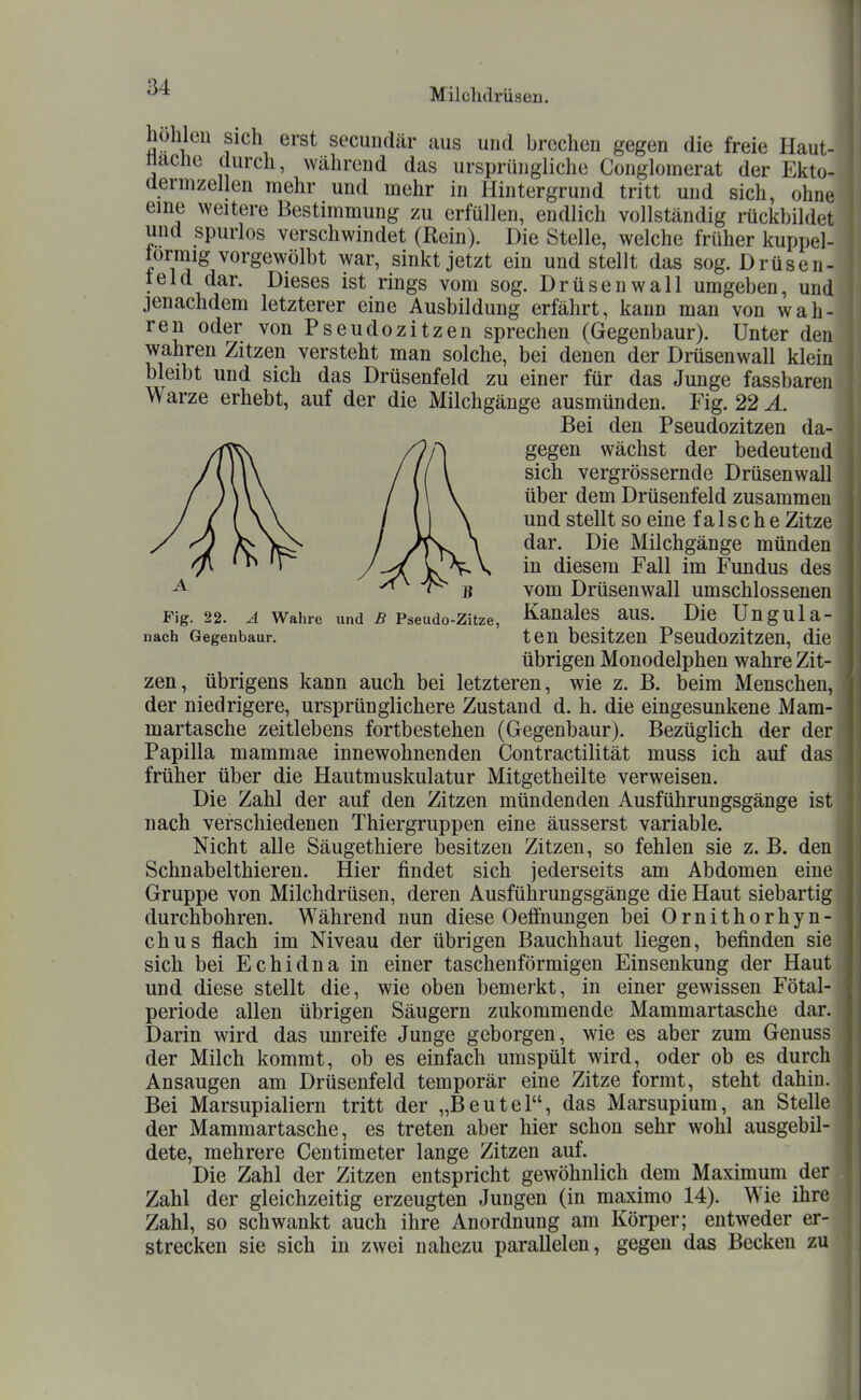 hohlen sich erst secuudär aus und brechen gegen die freie Haut- ttache durch, während das ursprüngliche Conglomerat der Ekto- dermzellen mehr und mehr in Hintergrund tritt und sich, ohne eine weitere Bestimmung zu erfüllen, endlich vollständig rückbildet und spurlos verschwindet (Rein). Die Stelle, welche früher kuppel- tormig vorgewölbt war, sinkt jetzt ein und stellt das sog. Drüsen- leld dar. Dieses ist rings vom sog. Drüsenwall umgeben, und jenachdem letzterer eine Ausbildung erfährt, kann man von wah- ren oder von Pseudozitzen sprechen (Gegenbaur). Unter den wahren Zitzen versteht man solche, bei denen der Drüsenwall klein bleibt und sich das Drüsenfeld zu einer für das Junge fassbaren Warze erhebt, auf der die Milchgänge ausmünden. Fig. 22 Ä. Bei den Pseudozitzen da- gegen wächst der bedeutend sich vergrössernde Drüsenwall über dem Drüsenfeld zusammen und stellt so eine falsche Zitze dar. Die Milchgänge münden in diesem Fall im Fundus des vom Drüsenwall umschlossenen Fig. 22. ^ Wahre und Ä Pseudo-Zitze, Kaualcs aus. Die Ungula- nach Gegenbaur. teu bcsitzCU PsCUdozitzeU, die übrigen Monodelphen wahre Zit- zen, übrigens kann auch bei letzteren, wie z. B. beim Menschen, der niedrigere, ursprünglichere Zustand d. h. die eingesunkene Mam- martasche zeitlebens fortbestehen (Gegenbaur). Bezüglich der der Papilla mammae innewohnenden Contractilität muss ich auf das früher über die Hautmuskulatur Mitgetheilte verweisen. Die Zahl der auf den Zitzen mündenden Ausführungsgänge ist nach verschiedenen Thiergruppen eine äusserst variable. Nicht alle Säugethiere besitzen Zitzen, so fehlen sie z. B. den Schnabelthieren. Hier findet sich jederseits am Abdomen eine Gruppe von Milchdrüsen, deren Ausführungsgänge die Haut siebartig durchbohren. Während nun diese Oeffnungen bei Ornithorhyn- chus flach im Niveau der übrigen Bauchhaut liegen, befinden sie sich bei Echidna in einer taschenförmigen Einsenkung der Haut und diese stellt die, wie oben bemerkt, in einer gewissen Fötal- periode allen übrigen Säugern zukommende Mammartasche dar. Darin wird das unreife Junge geborgen, wie es aber zum Genuss der Milch kommt, ob es einfach umspült wird, oder ob es durch Ansaugen am Drüsenfeld temporär eine Zitze formt, steht dahin. Bei Marsupialiern tritt der „Beutel, das Marsupium, an Stelle der Mammartasche, es treten aber hier schon sehr wohl ausgebil- dete, mehrere Centimeter lange Zitzen auf. Die Zahl der Zitzen entspricht gewöhnlich dem Maximum der Zahl der gleichzeitig erzeugten Jungen (in maximo 14). Wie ihre Zahl, so schwankt auch ihre Anordnung am Körper; entweder er- strecken sie sich in zwei nahezu parallelen, gegen das Becken zu