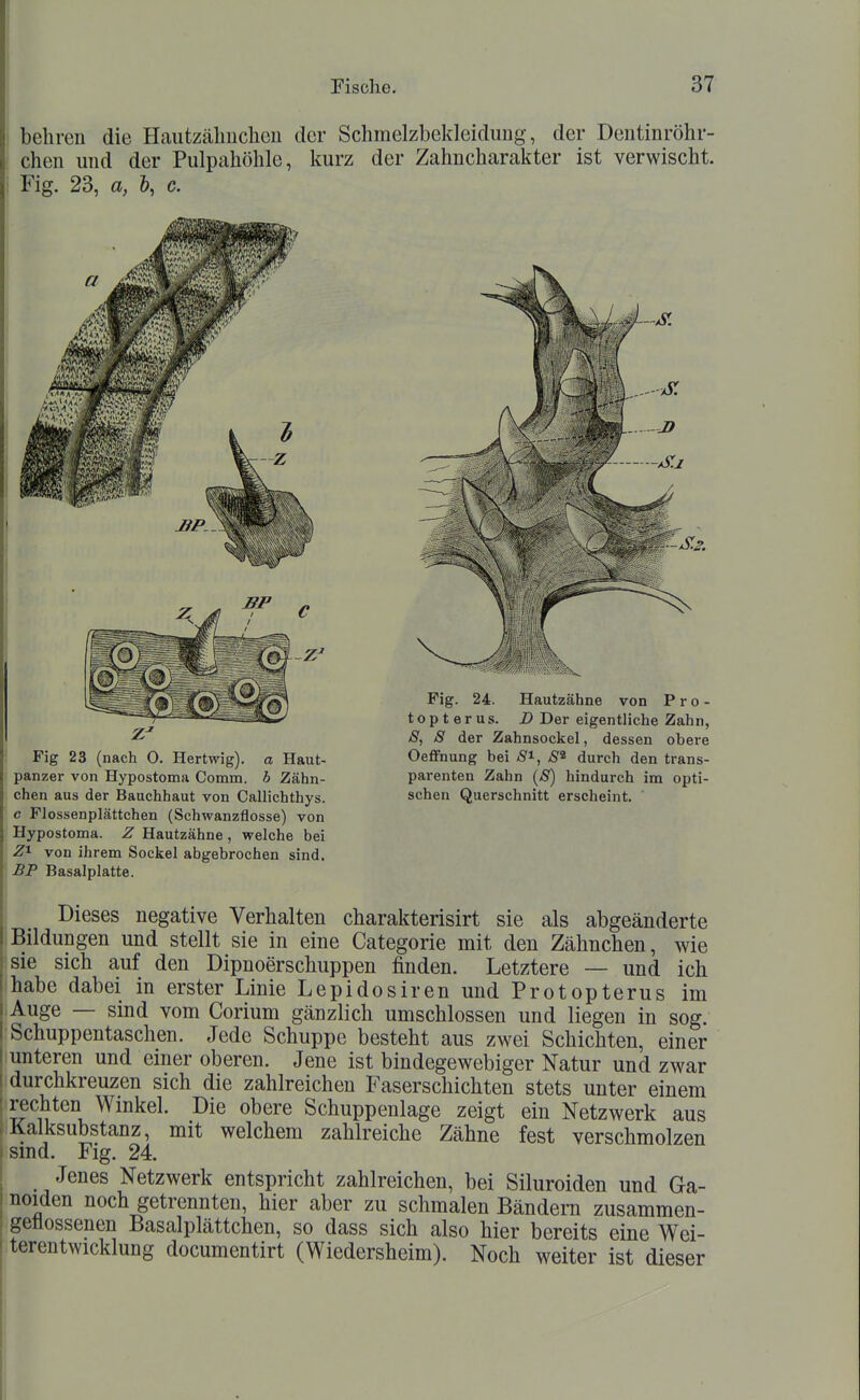 1 belireu die Hautzähuclien der Schmelzbekleidung, der Deutinröhr- chen und der Pulpahöhle, kurz der Zahn Charakter ist verwischt, i Fig. 23, a, &, c. I Fig 23 (nach O. Hertwig). a Haut- panzer von Hypostoma Comm. h Zähn- chen aus der Bauchhaut von Callichthys. c Flossenplättchen (Schwanzflosse) von Hypostoma. Z Hautzähne , welche bei von ihrem Sockel abgebrochen sind. BP Basalplatte. Fig. 24. Hautzähne von P r o - topterus. D Der eigentliche Zahn, 8, 8 der Zahnsockel, dessen obere Oeffnung bei 8'^, 8^ durch den trans- parenten Zahn (8) hindurch im opti- schen Querschnitt erscheint. Dieses negative Verhalten charakterisirt sie als abgeänderte Bildungen und stellt sie in eine Categorie mit den Zähnchen, wie sie sich auf den Dipnoerschuppen finden. Letztere — und ich [habe dabei in erster Linie Lepidosiren und Protopterus im ! Auge — sind vom Corium gänzlich umschlossen und liegen in sog. I Schuppentaschen. Jede Schuppe besteht aus zwei Schichten, einer I unteren und einer oberen. Jene ist bindegewebiger Natur und zwar i durchkreuzen sich die zahlreichen Faserschichten stets unter einem I rechten Winkel. Die obere Schuppenlage zeigt ein Netzwerk aus .Kalksubstanz, mit welchem zahlreiche Zähne fest verschmolzen ; smd. Fig. 24. Jenes Netzwerk entspricht zahlreichen, bei Siluroiden und Ga- noiden noch getrennten, hier aber zu schmalen Bändern zusammen- geflossenen Basalplättchen, so dass sich also hier bereits eine Wei- I terentwicklung documentirt (Wiedersheim). Noch weiter ist dieser