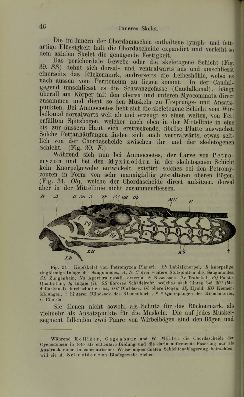 Die im Innern der Chordamaschen enthaltene lymph- und fett-« artige Flüssigkeit hält die Chordascheide expaudirt und verleiht so dem axialen Skelet die genügende Festigkeit. Das perichordale Gewebe oder die skeletogene Schicht (Fig. 39, SS) dehnt sich dorsal- und ventralwärts aus und umschliesst einerseits das Rückenmark, andrerseits die Leibeshöhle, wobei es nach aussen vom Peritoneum zu liegen kommt. In der Caudal- gegend umschliesst es die Schwanzgefässe (Caudalkanal), hängt überall am Körper mit den oberen und unteren Myocommata direct zusammen und dient so den Muskeln zu Ursprungs- und Ansatz- punkten. Bei Ammocoetes hebt sich die skeletogene Schicht vom Wir- belkanal dorsalwärts weit ab und erzeugt so einen weiten, von Fett erfüllten Spitzbogen, welcher nach oben in der Mittellinie in eine bis zur äussern Haut sich erstreckende, fibröse Platte auswächst. Solche Fettanhäufungen finden sich auch ventralwärts, etwas seit- lich von der Chordascheide zwischen ihr und der skeletogeneu Schicht. (Fig. 30, F.) Während sich nun bei Ammocoetes, der Larve von Petro- myzon und bei den Myxinoiden in der skeletogeneu Schicht kein Knorpelgewebe entwickelt, existirt solches bei den Petromy- zonten in Form von sehr mannigfaltig gestalteten oberen Bögen. (Fig. 31, 06), welche der Chordascheide direct aufsitzen, dorsal aber in der Mittellinie nicht zusammenfliessen. B Ml JV Tr Xy OB Ol MC Fig. 31. Kopfskelet von Petromyzon Pianeri. Lh Labialknorpel, II knorpeligre. ringförmige Inlage des Saugmundes, By O drei weitere Stützplatten des Saugmundes, ZB Zungenbein, Na Apertura nasalis externa, N Nasensack, Tr Trabekel, PQ Palato- Quadratum, Ig lugale (?), SS fibröses Schädelrohr, welches nach hinten bei MC (Me- dullarkanal) durchschnitten ist, OB Ohrblase. Ob obere Bogen, Hy Hyoid, KO Kiemen- öfFnungen, f hinterer Blindsack des Kiemenkorbs, * * Querspangen des Kiemenkorbs, C Chorda. Sie dienen nicht sowohl als Schutz für das Rückenmark, als vielmehr als Ansatzpunkte für die Muskeln. Die auf jedes Muskel- segment fallenden zwei Paare von Wirbelbögen sind den Bögen und Während Kölliker, Gegenbaur und W. Müller die Chordascheide der Cyclostomen in toto als cuticulare Bildung und die darin auftretende Paserung nur als Ausdruck einer in concentrischer VV^eise angeordneten Schichtenablagerung betrachten, will sie A. Schneider zum Bindegewebe ziehen.