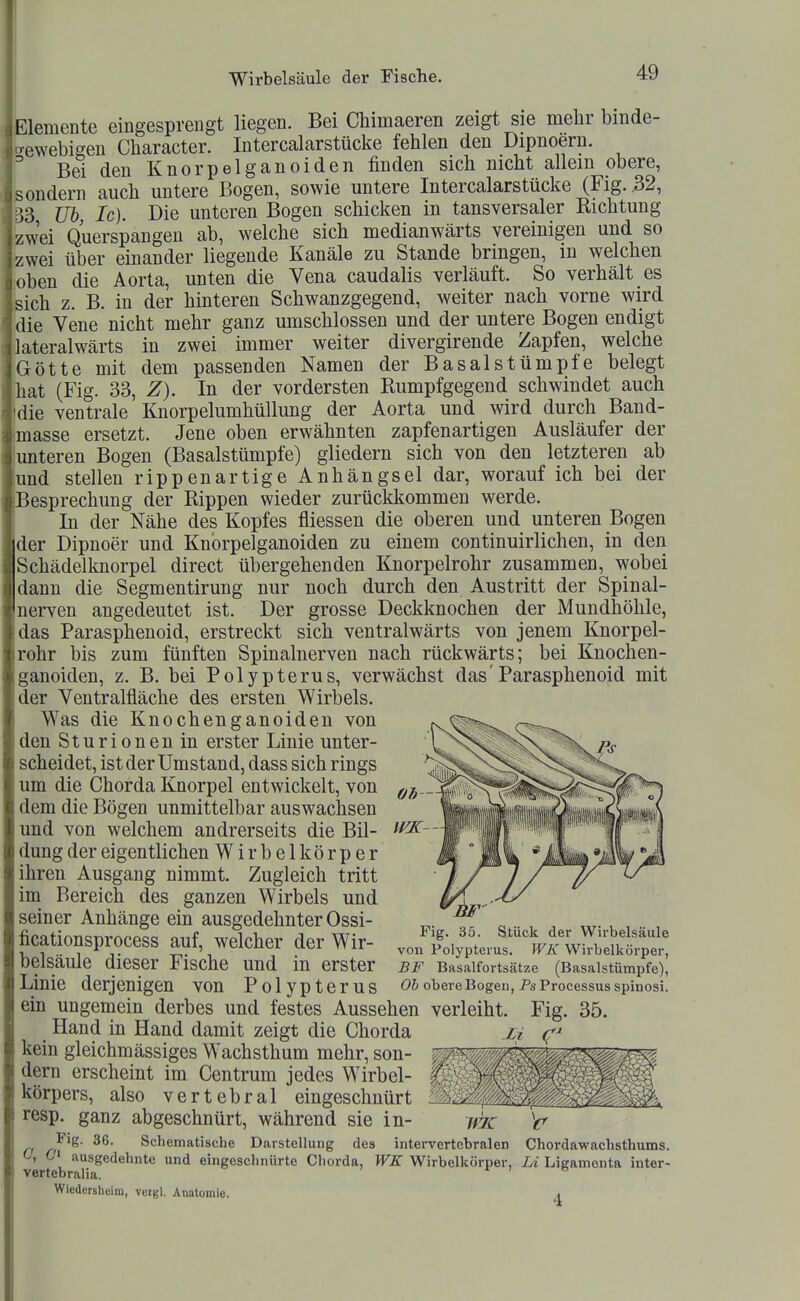 Elemente eingesprengt liegen. Bei Chimaeren zeigt sie mehr bmde- ewebigen Character. Intercalarstücke fehlen den Dipnoern. Bei den Knorpelganoiden finden sich nicht allein obere, ondern auch untere Bogen, sowie untere Intercalarstücke (Fig. 32, 3 üh Ic). Die unteren Bogen schicken in tansversaler Richtung wei Querspangen ab, welche sich medianwärts vereinigen und so wei über einander liegende Kanäle zu Stande bringen, in welchen oben die Aorta, unten die Vena caudalis verläuft. So verhält es sich z. B. in der hinteren Schwanzgegend, weiter nach vorne wird die Vene nicht mehr ganz umschlossen und der untere Bogen endigt ateralwärts in zwei immer weiter divergirende Zapfen, welche Götte mit dem passenden Namen der Basalstümpfe belegt hat (Fig. 33, Z). In der vordersten Rumpfgegend schwindet auch die ventrale Knorpelumhüllung der Aorta und wird durch Band- masse ersetzt. Jene oben erwähnten zapfenartigen Ausläufer der unteren Bogen (Basalstümpfe) gliedern sich von den letzteren ab und stellen rippenartige Anhängsel dar, worauf ich bei der Besprechung der Rippen wieder zurückkommen werde. In der Nähe des Kopfes fliessen die oberen und unteren Bogen der Dipnoer und Knorpelganoiden zu einem continuirlichen, in den Schädelknorpel direct übergehenden Knorpelrohr zusammen, wobei dann die Segmentirung nur noch durch den Austritt der Spinal- nerven angedeutet ist. Der grosse Deckknochen der Mundhöhle, das Parasphenoid, erstreckt sich ventralwärts von jenem Knorpel- rohr bis zum fünften Spinalnerven nach rückwärts; bei Knochen- ganoiden, z. B. bei Polypterus, verwächst das' Parasphenoid mit der Ventralüäche des ersten Wirbels. Was die Knochenganoiden von den Sturionen in erster Linie unter- scheidet, ist der Umstand, dass sich rings um die Chorda Knorpel entwickelt, von dem die Bögen unmittelbar auswachsen und von welchem andrerseits die Bil- dung der eigentlichen Wirbelkörper ihren Ausgang nimmt. Zugleich tritt im Bereich des ganzen Wirbels und seiner Anhänge ein ausgedehnter Ossi- ficationsprocess auf, welcher der Wir- belsäule dieser Fische und in erster Linie derjenigen von Polypterus ein ungemein derbes und festes Aussehen verleiht. Fig. 35. Hand in Hand damit zeigt die Chorda j;i kein gleichmässiges Wachsthum mehr, son- mm^0'^i4^A dem erscheint im Centrum jedes Wirbel- M V ' körpers, also vertebral eingeschnürt M'^ resp. ganz abgeschnürt, während sie in- 'c 36. Schematische Darstellung des intervertebralen Chordawachsthums. O, C» ausgedehnte und eingeschnürte Cliorda, WK Wirbelkörper, Li Ligamenta inter- vertebralia. r > & Wiedcrsheim, vetgl. Analomie. a Fig. 35. Stück der Wirbelsäule von Polypterus. WK Wirbelkörper, BF Basalfortsätze (Basalstümpfe), Oh obere Bogen, Ps Processus spinosi.