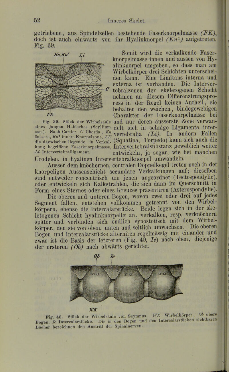 getriebene, aus Spindelzellen bestehende Faserknorpelmasse (FK)^ doch ist auch einwärts von ihr Hyalinkuorpel (Kn^) aufgetreten. Fig. 39. Somit wird die verkalkende Faser- knorpelmasse innen und aussen von Hy- alinkuorpel umgeben, so dass man am Wirbelkörper drei Schichten unterschei- den kann. Eine Limitans interna und externa ist vorhanden. Die Interver- tebralzonen der skeletogenen Schicht nehmen an diesem Differenzirungspro- rfSlä cess in der Regel keinen Antheil, sie behalten den weichen, bindegewebigen ^ Charakter der Faserknorpelmasse bei Fig. 39. Stück der Wirbelsäule uud nur deren äusscrste Zone verwan- eines jungen Haifisches (ScyHium ^elt sich in schnigc Ligamenta intcr- canO. Nach Cartier^ (7 Chorda, ^. ^^^^^j^^ andern Fällen äussere, innere Knorpelzone, i'Ä ,^ ,. m i x i • i i. j- die dazwischen liegende, in Verkai- (Squatina, Torpedo) kann Sich auch die kung begriffene Faserknorpelmasse, IntervertebralsubstaUZ gewcblich Weiter i^ intervertebraiiigament. entwickeln, ja sogar, wie bei manchen Urodelen, in hyalinen Intervertebralknorpel umwandeln. Ausser dem knöchernen, centralen Doppelkegel treten noch in der knorpeligen Aussenschicht secundäre Verkalkungen auf; dieselben sind entweder concentrisch um jenen angeordnet (Tectospondylie), oder entwickeln sich Kalkstrahlen, die sich dann im Querschnitt in Form eines Sternes oder eines Kreuzes präsentiren (Asterospondylie). Die oberen und unteren Bogen, wovon zwei oder drei auf jedes Segment fallen, entstehen vollkommen getrennt von den Wirbel- körpern, ebenso die Intercalarstücke. Beide legen sich in der ske- letogenen Schicht hyalinknorpelig an, verkalken, resp. verknöchern später und verbinden sich endlich synostotisch mit dem Wirbel- körper, den sie von oben, unten und seitlich umwachsen. Die oberen Bogen und Intercalarstücke alterniren regelmässig mit einander und zwar ist die Basis der letzteren (Fig. 40, Ic) nach oben, diejenige der ersteren (Oh) nach abwärts gerichtet. WK Fig. 40. Stück der Wirbelsäule von Scymnus. WK Wirbelkörper, Oh obere Bogen, Ic Intercalarstücke. Die in den Bogen und den Intercalarstücken sichtbaren Löcher bezeichnen den Austritt der Spinalnerven.