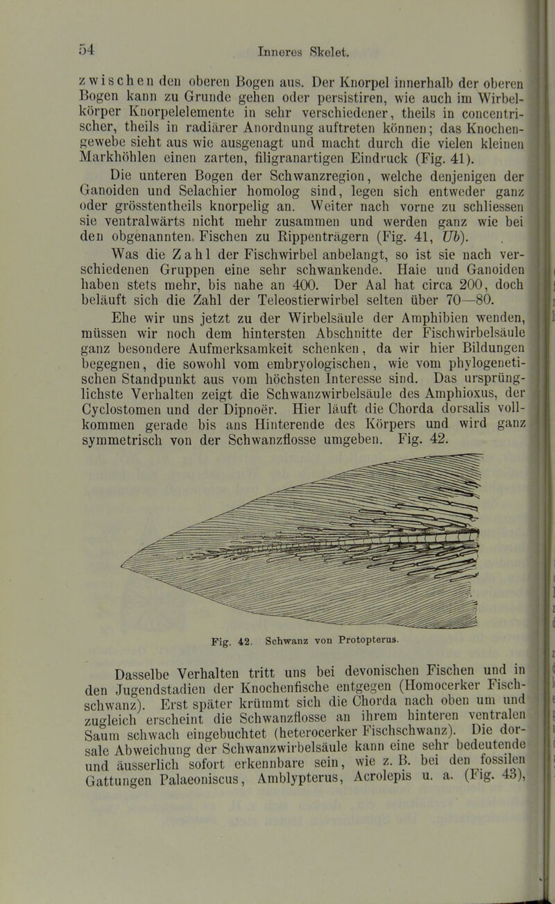 zwischen den oberen Bogen aus. Der Knorpel innerhalb der oberen Bogen kann zu Grunde gehen oder persistiren, wie auch im Wirbel- körper Knorpelelemente in sehr verschiedener, theils in concentri- scher, theils in radiärer Anordnung auftreten können; das Knochen- gewebe sieht aus wie ausgenagt und macht durch die vielen kleinen Markhöhlen einen zarten, filigranartigen Eindruck (Fig. 41). Die unteren Bogen der Schwanzregion, welche denjenigen der Ganoiden und Selachier homolog sind, legen sich entweder ganz oder grösstentheils knorpelig an. Weiter nach vorne zu schliessen sie ventralwärts nicht mehr zusammen und werden ganz wie bei den obgenannten, Fischen zu Rippenträgern (Fig. 41, Üh). Was die Zahl der Fischwirbel anbelangt, so ist sie nach ver- schiedenen Gruppen eine sehr schwankende. Haie und Ganoiden haben stets mehr, bis nahe an 400. Der Aal hat circa 200, doch beläuft sich die Zahl der Teleostierwirbel selten über 70—80. Ehe wir uns jetzt zu der Wirbelsäule der Amphibien wenden, müssen wir noch dem hintersten Abschnitte der Fischwirbelsäule ganz besondere Aufmerksamkeit schenken, da wir hier Bildungen begegnen, die sowohl vom embryologischen, wie vom phylogeneti- schen Standpunkt aus vom höchsten Interesse sind. Das ursprüng- lichste Verhalten zeigt die Schwanzwirbelsäule des Amphioxus, der Cyclostomen und der Dipnoer. Hier läuft die Chorda dorsalis voll- kommen gerade bis ans Hinterende des Körpers und wird ganz symmetrisch von der Schwanzflosse umgeben. Fig. 42. Fig. 42. Schwanz von Protopterus. Dasselbe Verhalten tritt uns bei devonischen Fischen und in den Jugendstadien der Knochenfische entgegen (Homocerker Fisch- schwanz). Erst später krümmt sich die Chorda nach oben um und zugleich erscheint die Schwanzflosse an ihrem hinteren ventralen Saum schwach eingebuchtet (heterocerker Fischschwanz). Die dor- sale Abweichung der Schwanzwirbelsäule kann eine sehr bedeutende und äusserlich sofort erkennbare sein, wie z.B. bei den fossilen Gattungen Palaeoniscus, Amblypterus, Acrolepis u. a. (Iig. 4ö),