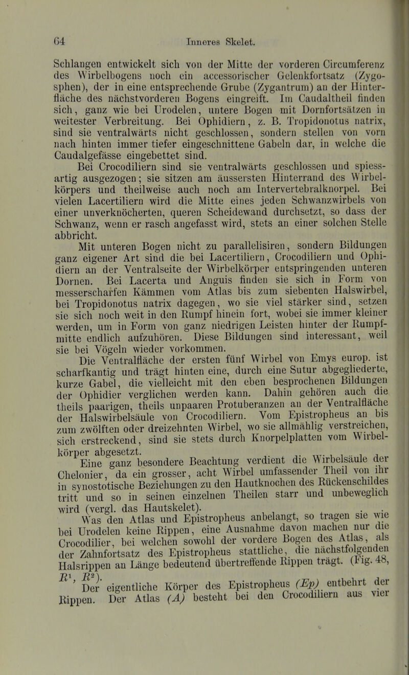 Schlangen entwickelt sich von der Mitte der vorderen Circumferenz des Wirbelbogens noch ein accessorischer Gelenkfortsatz (Zygo- sphen), der in eine entsprechende Grube (Zygantrum) an der Ilinter- fläche des nächstvorderen Bogens eingreift. Im Caudaltheil finden sich, ganz wie bei Urodelen, untere Bogen mit Dornfortsätzen in weitester Verbreitung. Bei Ophidiern, z. B. Tropidonotus natrix, sind sie veutralwärts nicht geschlossen, sondern stellen von vorn nach hinten immer tiefer eingeschnittene Gabeln dar, in welche die Caudalgefässe eingebettet sind. Bei Crocodiliern sind sie ventralwärts geschlossen und spiess- artig ausgezogen; sie sitzen am äussersten Hinterrand des Wirbel- körpers und theilweise auch noch am Intervertebralknorpel. Bei vielen Lacertiliern wird die Mitte eines jeden Schwanzwirbels von einer unverknöcherten, queren Scheidewand durchsetzt, so dass der Schwanz, wenn er rasch angefasst wird, stets an einer solchen Stelle abbricht. Mit unteren Bogen nicht zu parallelisiren, sondern Bildungen ganz eigener Art sind die bei Lacertiliern, Crocodiliern und Ophi- diern an der Veutralseite der Wirbelkörper entspringenden unteren Dornen. Bei Lacerta und Anguis finden sie sich in Form von messerscharfen Kämmen vom Atlas bis zum siebenten Halswirbel, bei Tropidonotus natrix dagegen, wo sie viel stärker sind, setzen sie sich noch weit in den Rumpf hinein fort, wobei sie immer kleiner werden, um in Form von ganz niedrigen Leisten hinter der Rumpf- mitte endlich aufzuhören. Diese Bildungen sind interessant, weil sie bei Vögeln wieder vorkommen. Die Ventralfläche der ersten fünf Wirbel von Emys europ. ist scharfkantig und trägt hinten eine, durch eine Sutur abgegliederte, kurze Gabel, die vielleicht mit den eben besprochenen Bildungen der üphidier verglichen werden kann. Dahin gehören auch die theils paarigen, theils unpaaren Protuberanzen an der Ventralfläche der Halswirbelsäule von Crocodiliern. Vom Epistropheus an bis zum zwölften oder dreizehnten Wirbel, wo sie allraählig verstreichen, sich erstreckend, sind sie stets durch Knorpelplatten vom Wirbel- körper abgesetzt. . i •• i ^ , Eine ganz besondere Beachtung verdient die Wirbelsaule dei Chelonier, da ein grosser, acht Wirbel umfassender Theil von ihr in svnostotische Beziehungen zu den Hautknochen des Rückenschildes tritt und so in seinen einzelnen Theilen starr und unbeweglich wird (vergl. das Hautskelet). , , . . • • Was den Atlas und Epistropheus anbelangt, so tragen sie wie bei Urodelen keine Rippen, eine Ausnahme davon machen nur die Crocodilier, bei welchen sowohl der vordere Bogen des Atlas, als der Zahnfortsatz des Epistropheus stattliche die nächstfolgenden Halsrippen an Länge bedeutend übertreft'ende Rippen tragt, (big. 4», Der' eigentliche Körper des Epistropheus (Up) entbehrt der Rippen. Der Atlas (Ä) besteht bei den Crocodiliern aus vier