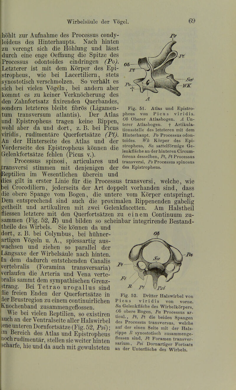 Fig. 51. Atlas und Epistro- höhlt zur Aufnahme des Processus condy- loideus des Hinterliaupts. Nach hinten zu verengt sich die Höhlung und lässt durch eine enge Oeflftiung die Spitze des Processus odontoides eindringen (To). Letzterer ist mit dem Körper des Epi- stropheus, wie bei Lacertiliern, stets synostotisch verschmolzen. So verhält es sich bei vielen Vögeln, bei andern aber kommt es zu keiner Verknöcherung des den Zahnfortsatz fixirenden Querbandes, sondern letzteres bleibt fibrös (Ligamen- tum transversum atlantis). Der Atlas P^eus von Picus viridis, und Epistropheus tragen keine Rippen, ö5 Oberer Atlasbogen. ^ Un- , , r 11, 1 • T-»- terer Atlasbogen. f Artikula- ,WOhl aber da und dort, Z. B. bei PlCUS tionsstelle des letzteren mit dem viridis, rudimentäre Querfortsätze (Ft). Hinterhaupt. Po Processus odon- An der Hinterseite des Atlas und der ^ides. Wh Körper des Epi- Vorderseite des Epistropheus können die f^'^P'^.^f' '^^ satteiförmige Ge- n 1 ^ a 1. -j. c -i -i /V>' \ lenkilache an der hinteren Uircum- üelenkfortsatze fehlen (PlCUS V.). ferenz desselben, i^, Processus Processus spinosi, articulares und transversi, Ps Processus spinosus transversi stimmen mit denjenigen der des Epistropheus. Reptilien im Wesentlichen überein und lies gilt in erster Linie für die Processus transversi, welche, wie 3ei Crocodiliern, jederseits der Art doppelt vorhanden sind, dass die obere Spange vom Bogen, die untere vom Körper entspringt. Dem entsprechend sind auch die proximalen Rippenenden gabelig getheilt und artikuliren mit zwei Gelenkfacetten. Am Halstheil fliessen letztere mit den Querfortsätzen zu einem Continuum zu- sammen (Fig. 52, R) und bilden so scheinbar integrirende Bestand- theile des Wirbels. Sie können da und dort, z.B. bei Colymbus, bei hühner- artigen Vögeln u. A., spiessartig aus- wachsen und ziehen so parallel der Längsaxe der Wirbelsäule nach hinten. j[n dem dadurch entstehenden Canalis Ivertebralis (Foramina transversaria) verlaufen die Arteria und Vena verte- bralis sammt dem sympathischen Grenz- iStrang. Bei Tetrao urogallus sind iie freien Enden der Querfortsätze in der Brustregion zu einem continuirlichen Knochenband zusammengeflossen. I Wie bei vielen Reptilien, so existiren .5,^1 p, a-^ u ^ Wh an der Ventralseite aller Halswirbel def Protsfs ZXlZ lene unteren Dornfortsätze (Fig. 52, Psi); »«f der einen Seite mit der Hals- im Bereich des Atlas und Epistropheus ''pp® ^ synostotisch zusammenge- iioch rudimentär, stellen sie weiter hinten 'i'- transver- charfe, hie und da auch mit gewulsteten ITZ u^a^ZtSr Fig. 52. Dritter Halswirbel von Picus viridis von vorne. Sa Gelenkfläche des Wirbelkörpers, Ob obere Bogen, Pa Processus ar-