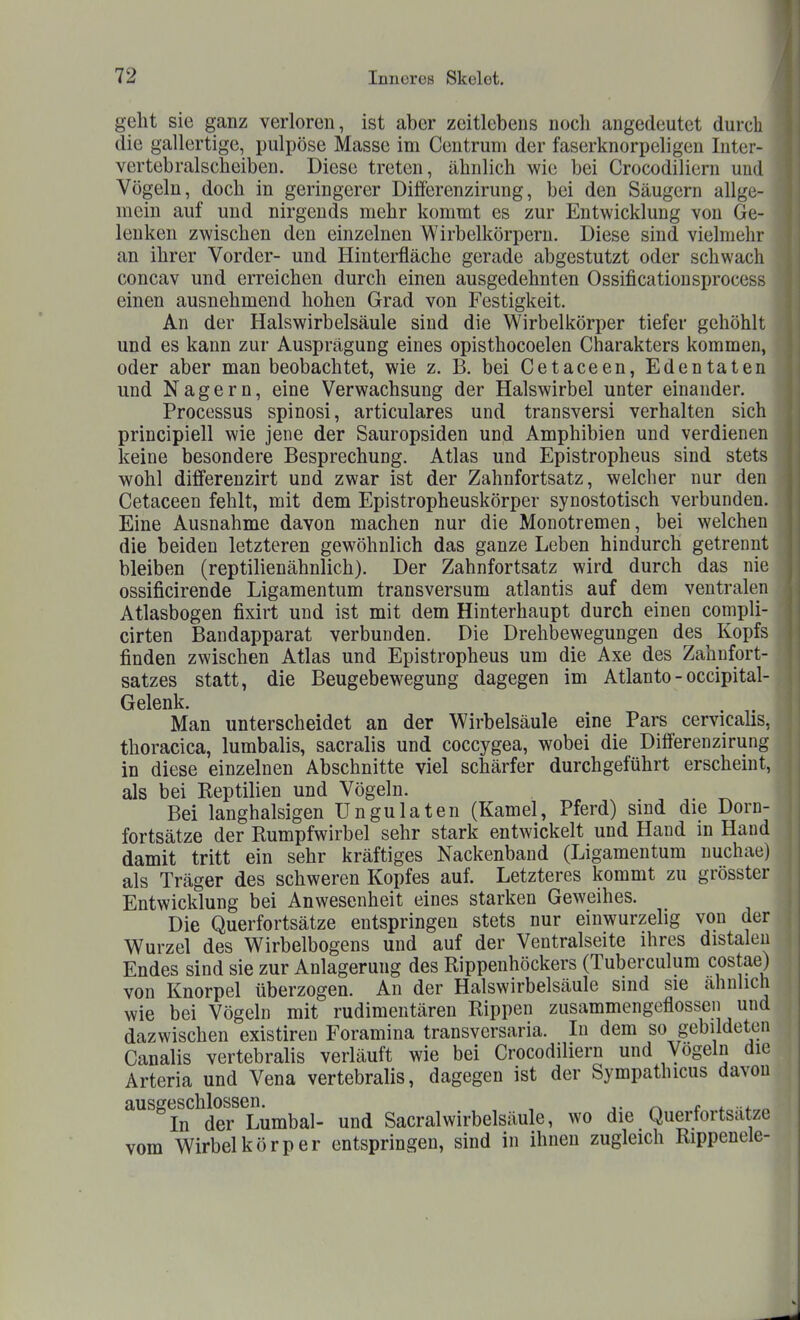 gellt sie ganz verloren, ist aber zeitlebens noch angedeutet durch die gallertige, puljjöse Masse im Centrum der faserknorpeligen Inter- vertebralscheiben. Diese treten, ähnlich wie bei Crocodiliern und Vögeln, doch in geringerer Dilferenzirung, bei den Säugern allge- mein auf und nirgends mehr kommt es zur Entwicklung von Ge- lenken zwischen den einzelnen Wirbelkörpern. Diese sind vielmelir an ihrer Vorder- und Hinterfläche gerade abgestutzt oder schwach concav und erreichen durch einen ausgedehnten Ossificatiousprocess einen ausnehmend hohen Grad von Festigkeit. An der Hals Wirbelsäule sind die Wirbelkörper tiefer gehöhlt und es kann zur Ausprägung eines opisthocoelen Charakters kommen, oder aber man beobachtet, wie z. B. bei Cetaceen, Edentaten und Nagern, eine Verwachsung der Halswirbel unter einander. Processus spinosi, articulares und transversi verhalten sich principiell wie jene der Sauropsiden und Amphibien und verdienen keine besondere Besprechung. Atlas und Epistropheus sind stets wohl dififerenzirt und zwar ist der Zahnfortsatz, welcher nur den Cetaceen fehlt, mit dem Epistropheuskörper synostotisch verbunden. Eine Ausnahme davon machen nur die Monotremen, bei welchen die beiden letzteren gewöhnlich das ganze Leben hindurch getrennt bleiben (reptilienähnlich). Der Zahnfortsatz wird durch das nie ossificirende Ligamentum transversum atlantis auf dem ventralen Atlasbogen fixirt und ist mit dem Hinterhaupt durch einen compli- cirten Bandapparat verbunden. Die Drehbewegungen des Kopfs finden zwischen Atlas und Epistropheus um die Axe des Zahufort- satzes statt, die Beugebewegung dagegen im Atlanto-occipital- Gelenk. . Man unterscheidet an der Wirbelsäule eine Pars cervicahs, thoracica, lumbalis, sacralis und coccygea, wobei die Differenzirung in diese einzelnen Abschnitte viel schärfer durchgeführt erscheint, als bei Reptilien und Vögeln. Bei langhalsigen üngulaten (Kamel, Pferd) sind die Dorn- fortsätze der Rumpfwirbel sehr stark entwickelt und Hand in Hand damit tritt ein sehr kräftiges Nackenband (Ligamentum nuchae) als Träger des schweren Kopfes auf. Letzteres kommt zu grösster Entwicklung bei Anwesenheit eines starken Geweihes. Die Querfortsätze entspringen stets nur einwurzelig von der Wurzel des Wirbelbogens und auf der Ventralseite ihres distalen Endes sind sie zur Anlagerung des Rippenhöckers (Tuberculum costae) von Knorpel überzogen. An der Halswirbelsäule sind sie ähnlich wie bei Vögeln mit rudimentären Rippen zusammengeflossen und dazwischen existiren Foramina transversaria. In dem so gebildeten Canalis vertebralis verläuft wie bei Crocodiliern und Vögeln die Arteria und Vena vertebralis, dagegen ist der Sympathicus davon ausgeschlossen^^^^^^ und Sacralwirbelsäule, wo die Querfortsätze vom Wirbelkörper entspringen, sind in ihnen zugleich Rippenele-