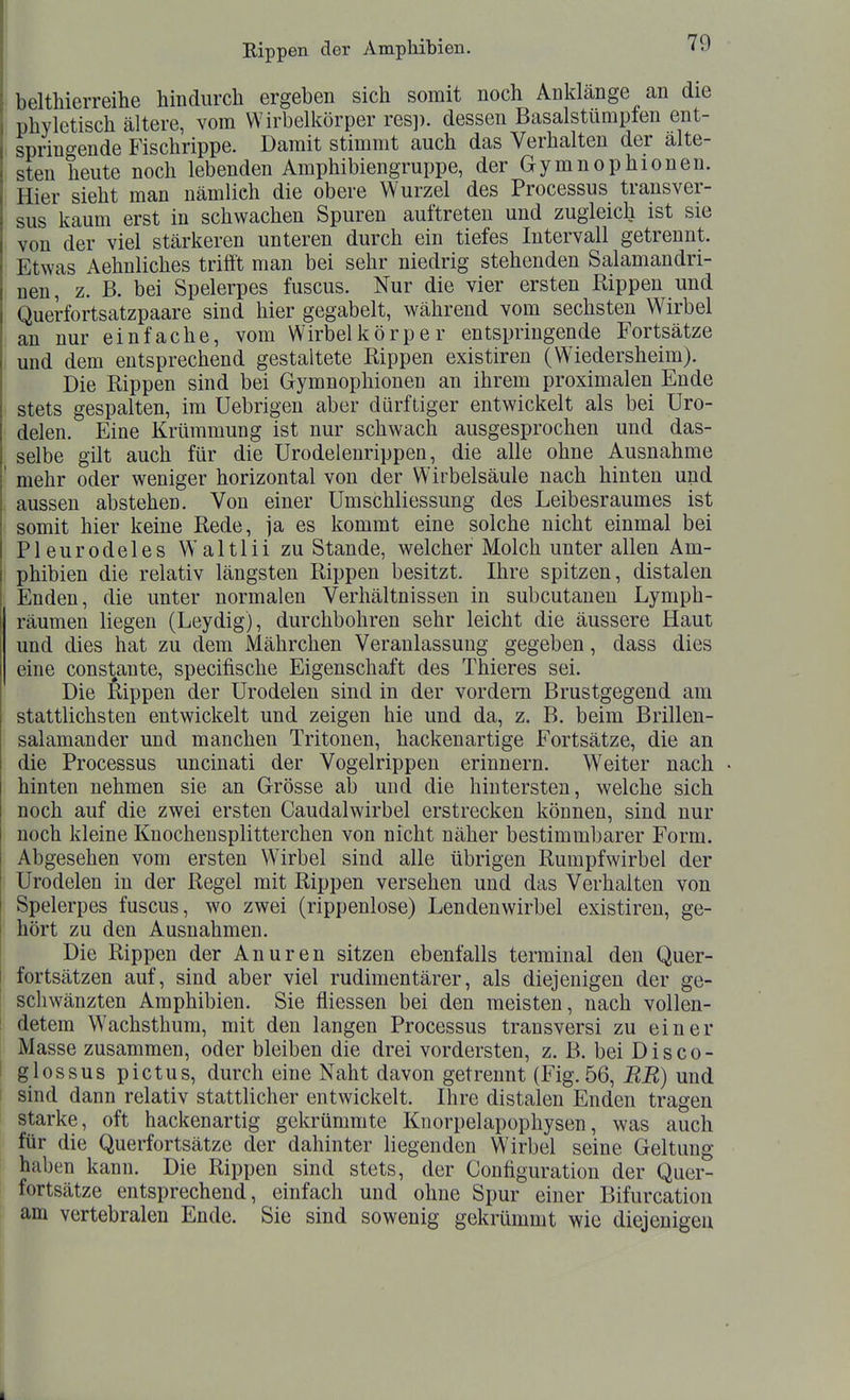 Kippen der Amphibieu. belthierreihe hindurch ergeben sich somit noch Anldange an die phyletisch ältere, vom VVirbelkörper res]), dessen Basalstumpten ent- springende Fischrippe. Damit stimmt auch das Verhalten der älte- sten heute noch lebenden Amphibiengruppe, der Gymnophionen. Hier sieht man nämlich die obere Wurzel des Processus transver- sus kaum erst in schwachen Spuren auftreten und zugleich ist sie von der viel stärkeren unteren durch ein tiefes Intervall getrennt. Etwas Aehnliches trifit man bei sehr niedrig stehenden Salamandri- nen, z. B. bei Spelerpes fuscus. Nur die vier ersten Rippen und Querfortsatzpaare sind hier gegabelt, während vom sechsten Wirbel an nur einfache, vom Wirbelkörper entspringende Fortsätze und dem entsprechend gestaltete Rippen existiren (Wiedersheim). Die Rippen sind bei Gymnophionen an ihrem proximalen Ende stets gespalten, im Uebrigen aber dürftiger entwickelt als bei Uro- delen. Eine Krümmung ist nur schwach ausgesprochen und das- selbe gilt auch für die Urodelenrippen, die alle ohne Ausnahme mehr oder weniger horizontal von der Wirbelsäule nach hinten und aussen abstehen. Von einer Umschliessung des Leibesraumes ist somit hier keine Rede, ja es kommt eine solche nicht einmal bei Pleurodeles Waltlii zu Stande, welcher Molch unter allen Am- phibien die relativ längsten Rippen besitzt. Ihre spitzen, distalen Enden, die unter normalen Verhältnissen in subcutanen Lymph- räumen liegen (Leydig), durchbohren sehr leicht die äussere Haut und dies hat zu dem Mährchen Veranlassung gegeben, dass dies eine constante, specifische Eigenschaft des Thieres sei. Die kippen der Urodelen sind in der vordem Brustgegend am stattlichsten entwickelt und zeigen hie und da, z. B. beim Brillen- salamander und manchen Tritonen, hackenartige Fortsätze, die an die Processus uncinati der Vogelrippen erinnern. Weiter nach hinten nehmen sie an Grösse ab und die hintersten, welche sich noch auf die zwei ersten Caudalwirbel erstrecken können, sind nur noch kleine Knochensplitterchen von nicht näher bestimmbarer Form. Abgesehen vom ersten Wirbel sind alle übrigen Rumpfwirbel der Urodelen in der Regel mit Rippen versehen und das Verhalten von Spelerpes fuscus, wo zwei (rippenlose) Lendenwirbel existiren, ge- hört zu den Ausnahmen. Die Rippen der Anuren sitzen ebenfalls terminal den Quer- fortsätzen auf, sind aber viel rudimentärer, als diejenigen der ge- schwänzten Amphibien. Sie fliessen bei den meisten, nach vollen- detem Wachsthum, mit den langen Processus transversi zu einer Masse zusammen, oder bleiben die drei vordersten, z. B. bei Disco- glossus pictus, durch eine Naht davon getrennt (Fig. 56, RR) und sind dann relativ stattlicher entwickelt. Ihre distalen Enden tragen starke, oft hackenartig gekrümmte Knorpelapophysen, was auch für die Querfortsätze der dahinter liegenden Wirbel seine Geltung haben kann. Die Rippen sind stets, der Configuration der Quer- fortsätze entsprechend, einfach und ohne Spur einer Bifurcation am vertebralen Ende. Sie sind sowenig gekmmmt wie diejenigen