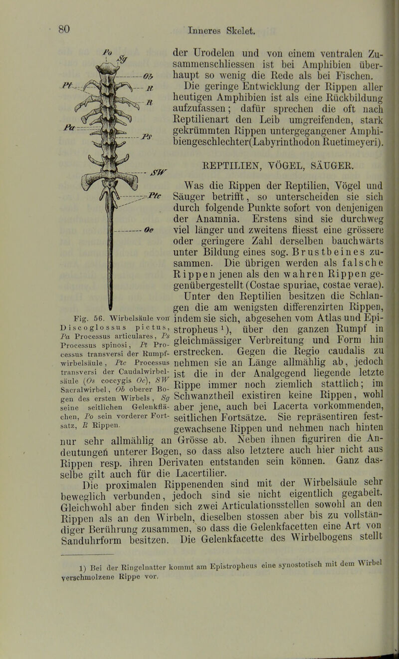der Urodelen und von einem ventralen Zu- saramenschliessen ist bei Amphibien über- haupt so wenig die Rede als bei Fischen. Die geringe Entwicklung der Rippen aller heutigen Amphibien ist als eine Rückbildung aufzufassen; dafür sprechen die oft nach Reptilienart den Leib umgreifenden, stark gekrümmten Rippen untergegangener Aniphi- biengeschlechter(Labyrinthodon Ruetimeyeri), REPTILIEN, YÖGEL, SÄUGER. Oe Was die Rippen der Reptilien, Vögel und -Pic Säuger betrifft, so unterscheiden sie sich durch folgende Punkte sofort von denjenigen der Anamnia. Erstens sind sie durchweg viel länger und zweitens fliesst eine grössere oder geringere Zahl derselben bauchwärts unter Bildung eines sog. Brustbeines zu- sammen. Die übrigen werden als falsche Rippen jenen als den wahren Rippen ge- genübergestellt (Costae spuriae, costae verae). Unter den Reptilien besitzen die Schlan- gen die am wenigsten differenzirten Rippen, Fig. 56. v^irbeisäuie von indem sie sich, abgesehen vom Atlas und Epi- Discogiossus pictus, g|.j.Qp|jeyg i\ ^j^gj. (jgjj ganzen Rumpf in p« Processus articuiares P. gi^ichmässiger Verbreitung und Form hin Processus spinosi, Ft Pro- & o t -rP • j i- cessus transversi der Kumpf- erstrecken. Gegen die Regio caudalis zu Wirbelsäule, Ptc Processus nehmen sic an Länge allmähüg ab, jedoch transversi der Caudalwirbel- jg^ (Jjg j,;, (Jgj. AnalgCgCnd liegende Ictzte Säule (O. coccygis Oc) ■ ziemlich Stattlich; im Sacralwirbel, Ob oberer Bo- t, f^^ • ^- i • -n- . „,«v,l gen des ersten Wirbels, Schwauzthcil existireu keine Rippen, wohl seine seitlichen Geienkflä- aber jonc, auch bei Laccrta vorkommenden, chen, Po sein vorderer Fort- seitlichen Fortsätzc. Sie repräsentircu fest- satz, n Rippen. gewachscne Rippen und nehmen nach hinten nur sehr allmählig an Grösse ab. Neben ihnen figuriren die An- deutungeö unterer Bogen, so dass also letztere auch hier nicht aus Rippen resp. ihren Derivaten entstanden sein können. Ganz das- selbe gilt auch für die Lacertilier. Die proximalen Rippenenden sind mit der Wirbelsäule sehr beweglich verbunden, jedoch sind sie nicht eigentlich gegabelt. Gleichwohl aber finden sich zwei Articulationsstellen sowohl an den Rippen als an den Wirbeln, dieselben stossen aber bis zu vollstän- diger Berührung zusammen, so dass die Gelenkfacetten eine Art von Sanduhrform besitzen. Die Gelenkfacette des Wirbelbogens stellt 1) Bei der Ringelnatter kommt am Epistropheus eine synostotisch mit dem Wirbel verschmolzene Rippe vor.