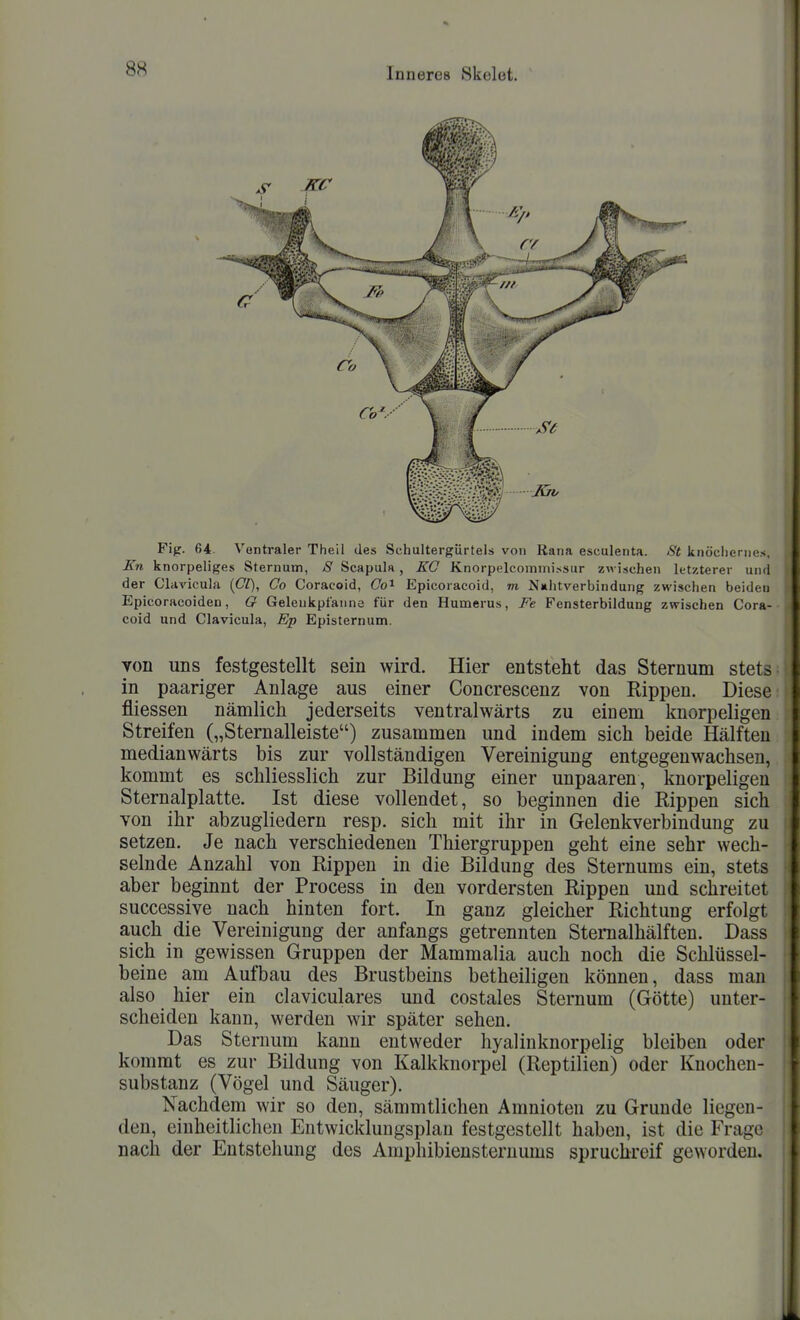 Fip. 64. Ventraler Theil des Schultergürtel s von Rana esculenta. St knöchernes, H Kn knorpeliges Sternum, S Scapula, EO Knorpelcomrni.ssur zwischen letzterer und der Cliivicula (Cl), Co Coracoid, Obi Epicoracoid, m Ntihtverbindung zwischen beiden Epicoracoiden, G Gelenkpfanne für den Humerus, Fe Fensterbildung zwischen Cora- coid und Clavicula, Ep Episternum. | von uns festgestellt sein wird. Hier entsteht das Sternum stets i in paariger Anlage aus einer Concrescenz von Rippen. Diese fliessen nämlich jederseits ventralwärts zu einem knorpeligen , Streifen („Sternalleiste) zusammen und indem sich beide Hälften i medianwärts bis zur vollständigen Vereinigung entgegenwachsen, ü kommt es schliesslich zur Bildung einer unpaaren, knorpeligen Sternalplatte. Ist diese vollendet, so beginnen die Rippen sich von ihr abzugliedern resp. sich mit ihr in Gelenkverbindung zu setzen. Je nach verschiedenen Thiergruppen geht eine sehr wech- i selnde Anzahl von Rippen in die Bildung des Sternums ein, stets ( aber beginnt der Process in den vordersten Rippen und schreitet i successive nach hinten fort. In ganz gleicher Richtung erfolgt | auch die Vereinigung der anfangs getrennten Stemalhälften. Dass sich in gewissen Gruppen der Mammalia auch noch die Schlüssel- beine am Aufbau des Brustbeins betheiligen können, dass man also hier ein claviculares und costales Sternum (Götte) unter- scheiden kann, werden wir später sehen. ! Das Sternum kann entweder hyalinknorpelig bleiben oder | kommt es zur Bildung von Kalkknorpel (Reptilien) oder Knochen- i Substanz (Vögel und Säuger). ; Nachdem wir so den, sämmtlichen Amnioten zu Grunde liegen- ' den, einheitlichen Entwicklungsplan festgestellt haben, ist die Frage ^ nach der Entstehung des Amphibiensteruums spruchreif geworden.