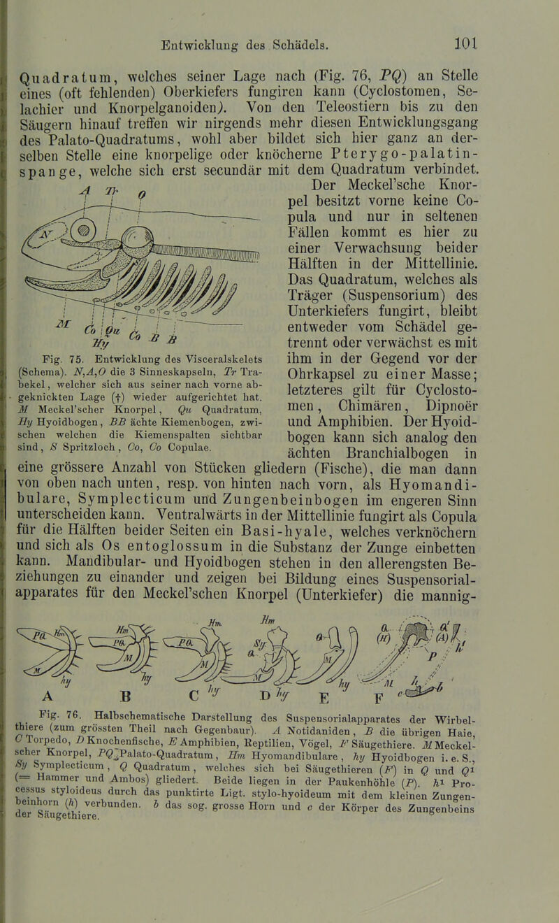 Quadratura, welches seiner Lage nach (Fig. 76, PQ) an Stelle eines (oft fehlenden) Oberkiefers fungiren kann (Cyclostonien, Sc- lachier und Knorpelganoiden^. Von den Teleostiern bis zu den Säugern hinauf treffen wir nirgends mehr diesen Entwicklungsgang des Palato-Quadraturns, wohl aber bildet sich hier ganz an der- selben Stelle eine knorpehge oder knöcherne Pterygo-palatin- spange, welche sich erst secundär mit dem Quadratum verbindet. Der Meckel'sche Knor- pel besitzt vorne keine Co- pula und nur in seltenen Fällen kommt es hier zu einer Verwachsung beider Hälften in der Mittellinie. Das Quadratum, welches als Träger (Suspensorium) des Unterkiefers fungirt, bleibt entweder vom Schädel ge- trennt oder verwächst es mit ihm in der Gegend vor der Ohrkapsel zu einer Masse; letzteres gilt für Cyclosto- men, Chimären, Dipnoer und Amphibien. Der Hyoid- bogen kann sich analog den ächten Branchialbogen in Co ip« Tfy Co JB ^ Fig. 75. Entwicklung des Visceralskelets (Schema). N,A,0 die 3 Sinneskapseln, Tr Tra- bekel , welcher sich aus seiner nach vorne ab- geknickten Lage (t) wieder aufgerichtet hat. M Meckel'scher Knorpel, Qu Quadratum, Hy Hyoidbogen, BB ächte Kiemenbogen, zwi- schen welchen die Kiemenspalten sichtbar sind, S Spritzloch, Co, Co Copulae. eine grössere Anzahl von Stücken gliedern (Fische), die man dann von oben nach unten, resp. von hinten nach vorn, als Hyomandi- bulare, Symplecticum und Zungenbeinbogen im engeren Sinn unterscheiden kann. Ventralwärts in der Mittellinie fungirt als Copula für die Hälften beider Seiten ein Basi-hyale, welches verknöchern und sich als Os entoglossum in die Substanz der Zunge einbetten kann. Mandibular- und Hyoidbogen stehen in den allerengsten Be- ziehungen zu einander und zeigen bei Bildung eines Suspeusorial- apparates für den Meckel'schen Knorpel (Unterkiefer) die mannig- Fig. 76. Halbschematische Darstellung des Suspensorialapparates der Wirbel- thiere (zum grössten Theil nach Gegenbaur). A Notidaniden, B die übrigen Haie C Torpedo, D Knochenfische, Amphibien, Eeptilien, Vögel, i*'Säugethiere. J/Meckel- scher Knorpel, Pg.Palato-Quadratum, Hm Plyomandibulare , hy Hyoidbogen i. e S By Symplecticum, Q Quadratum, welches sich bei Säugethieren (F) in Q und gi (= Hammer und Ambos) gliedert. Beide liegen in der Paukenhöhle (P) Pro- cessus styloideus durch das punktirte Ligt. stylo-hyoideum mit dem kleinen Zungen- bemhorn (Ä) verbunden, b das sog. grosse Horn und c der Körper des Zungenbeins