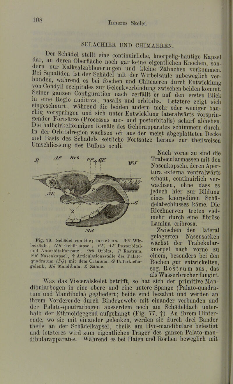 Inneres Skelet. OrTi SELACHIEE UND CHIMAEEEN. Der Schädel stellt eine continuirliche, knorpelig-häutige Kapsel aai-, an deren Oberfläche noch gar keine eigentlichen Knochen, son- aei n nur Kalksalzablagerungen und kleine Zähnchen vorkommen, lioi bquahden ist der Schädel mit der Wirbelsäule unbeweglich ver- bunden, während es bei Rochen und Chimaeren durch Entwicklung von tondyli occipitales zur Gelenkverbindung zwischen beiden kommt feeiner ganzen Configuration nach zerfällt er auf den ersten Blick in eine Regio auditiva, nasalis und orbitalis. Letztere zeigt sich eingeschnürt, während die beiden andern mehr oder weniger bau- chig vorspringen und sich unter Entwicklung lateralwärts vorsprin- gender Fortsätze (Processus ant- und postorbitalis) scharf abheben Die halbcirkelförmigen Kanäle des Gehörapparates schimmern durch. In der Orbitalregion wachsen oft aus der meist abgeplatteten Decke und Basis des Schädels seitliche Fortsätze heraus zur theilweisen Ümschliessung des Bulbus oculi. Nach vorne zu sind die Trabecularmassen mit den Nasenkapseln, deren Aper- tura externa ventralwärts schaut, continuirlich ver- wachsen, ohne dass es jedoch hier zur Bildung eines knorpeligen Schä- delabschlusses käme. Die Riechnerven treten viel- mehr durch eine fibröse Lamina cribrosa. Zwischen den lateral gelagerten Nasensäcken wächst der Trabekular- knorpel nach vorne zu einem, besonders bei den Rochen gut entwickelten, sog. Rostrum aus, das als Wasserbrecher fungirt. Was das Visceralskelet betrifft, so hat sich der primitive Man- dibularbogen in eine obere und eine untere Spange (Palato-quadra- tum und Mandibula) gegliedert; beide sind bezahnt und werden an ihrem Vorderende durch Bindegewebe mit einander verbunden und der Palato-quadratbogen ausserdem noch am Schädeldach unter- halb der Ethmoidgegend aufgehängt (Fig. 77, f). An ihrem Hinter- ende, wo sie mit einander gelenken, werden sie durch drei Bänder theils an der Schädelkapsel, theils am Hyo-mandibulare befestigt und letzteres wird zum eigentlichen Träger des ganzen Palato-mau- dibularapparates. Während es bei Haien und Rochen beweglich mit Fig. 78. Schädel von Heptanchus, WS Wir- belsäule , GK Gehörkapsel, PF, AF Postorbital- imd Antorbitalfortsatz, Orb Orbita, R Rostrum, NK Nasenkapsel, f Articulationsstelle des Palato- quadratum [FQ) mit dem Cranium, O ünterkiefer- gelenk, Md Mandibula, Z Zähne.