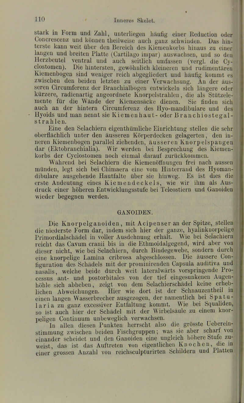 Stark in Form und Zahl, unterliegen häufig einer Reduction oder Concrescenz und können theilweise auch ganz schwinden. Das hin- terste kann weit über den Bereich des Kiemenkorbs hinaus zu einer langen und breiten Platte (Cartilago inipar) auswachsen, und so den Herzbeutel ventral und auch seitlich umfassen (vergl. die Cy- clostomen). Die hintersten, gewöhnlich kleineren und rudimentären Kiemenbogen sind weniger reich abgegliedert und häufig kommt es zwischen den beiden letzten zu einer Verwachsung. An der äus- seren Circumferenz der Branchialbogen entwickeln sich längere oder kürzere, radienartig angeordnete Knorpelstrahlen, die als Stützele- mente für die Wände der Kiemensäcke dienen. Sie finden sich auch an der hintern Circumferenz des Hyo-mandibulare und des Hyoids und man nennt sie Kiemenhaut- oder Branchiostegal- strahlen. Eine den Selachiern eigenthümliche Einrichtung stellen die sehr oberflächlich unter den äusseren Körperdecken gelagerten, den in- neren Kiemenbogen parallel ziehenden, äusseren Knorpelspangen dar (Ektobrauchialia). Wir werden bei Besprechung des Kiemen- korbs der Cyclostonien noch einmal darauf zurückkommen. Während bei Selachiern die Kiemenötfnuugen frei nach aussen münden, legt sich bei Chimaera eine vom Hinterrand des Hyoman- dibulare ausgehende Hautfalte über sie hinweg. Es ist dies die erste Andeutung eines Kiemendeckels, wie wir ihm als Aus- druck einer höheren Entwicklungsstufe bei Teleostiern und Ganoiden wieder begegnen werden. GANOIDEN. Die Knorpelganoiden, mit Acipenser an der Spitze, stellen die niederste Form dar, indem sich hier der ganze, hyalinknorpelige Primordialschädel in voller Ausdehnung erhält. Wie bei Selachiern reicht das Cavum cranii bis in die Ethmoidalgegend, wird aber von dieser nicht, wie bei Selachiern, durch Bindegewebe, sondern durch eine knorpelige Lamina cribrosa abgeschlossen. Die äussere Con- liguration des Schädels mit der prominirenden Capsula auditiva und nasalis, welche beide durch weit lateralwärts vorspringende Pro- cessus ant- und postorbitales von der tief eingesunkenen Augen- höhle sich abheben, zeigt von dem Selachierschädel keine erheb- lichen Abweichungen. Hier wie dort ist der Schnauzentheil in einen langen Wasserbrecher ausgezogen, der namentlich bei Spatu- laria zu ganz excessiver Entfaltung kommt. Wie bei Squalideu, so ist auch hier der Schädel mit der Wirbelsäule zu einem knor- peligen Contiuuum unbeweglich verwachsen. In allen diesen Punkten herrscht also die grösste Ueberein- stimmung zwischen beiden Fischgruppen; was sie aber scharf von einander scheidet und den Ganoiden eine ungleich höhere Stufe zu- weist, das ist das Auftreten von eigentlichen Knochen, die in einer grossen Anzahl von reichsculpturirten Schildern und Platten