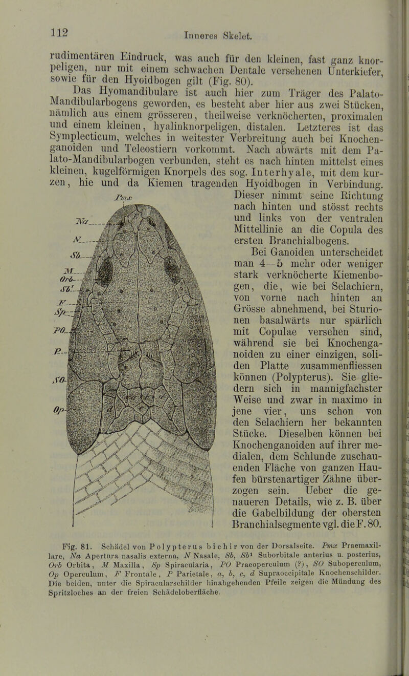 rudimentären Eindruck, was auch für den kleinen, fast ganz knor- peligen nur mit einem schwachen Dentale versehenen Unterkiefer sowie für den Hyoidbogen gilt (Fig. 80). Das Hyomandibulare ist auch hier zum Träger des Palato- Mandibiilarbogens geworden, es besteht aber hier aus zwei Stücken, nämlich aus einem grösseren, theilweise verknöcherten, proximalen und einem kleinen, hyaliuknorpeligen, distalen. Letzteres ist das Symplecticum, welches in weitester Verbreitung auch bei Knochen- ganoiden und Teleostiern vorkommt. Nach abwärts mit dem Pa- lato-Mandibularbogen verbunden, steht es nach hinten mittelst eines kleinen, kugelförmigen Knorpels des sog. Interhyale, mit dem kur- zen, hie und da Kiemen tragenden Hyoidbogen in Verbindung. Dieser nimmt seine Richtung nach hinten und stösst rechts und links von der ventralen Mittellinie an die Copula des ersten Branchialbogens. Bei Ganoiden unterscheidet man 4—5 mehr oder weniger stark verknöcherte Kiemenbo- gen, die, wie bei Selachiern, von vorne nach hinten an Grösse abnehmend, bei Sturio- nen basalwärts nur spärlich mit Copulae versehen sind, während sie bei Knochenga- noiden zu einer einzigen, soli- den Platte zusammenfliessen können (Polypterus). Sie glie- dern sich in mannigfachster Weise und zwar in maximo in jene vier, uns schon von den Selachiern her bekannten Stücke. Dieselben können bei Knochenganoiden auf ihrer me- dialen, dem Schlünde zuschau- enden Fläche von ganzen Hau- fen bürstenartiger Zähne über- zogen sein, lieber die ge- naueren Details, wie z. B. über die Gabelbildung der obersten Branchialsegmente vgl. die F. 80. Flg. 81. Schädel von Polypterus bichir von der Dorsalseite. Pmx Praemaxil- liire, Na Apertiira nasalis externa, N Nasale, -S*, Sh'^ Suborbitale anterius u. posterius, Orb Orbita, 3/ MaxiHa, 8p Spiracularia, PO Praeoperculum (?j, 80 Suboperculum, Oj) Operculum, Frontale , P Parietale, a, 5, c, d Supraoccipitale Knochenscliilder. Die beiden, unter die Spiracularsehildcr liinabgehenden Pfeile zeigen die Mündung des Spritzloches an der freien Schädeloberfläche.