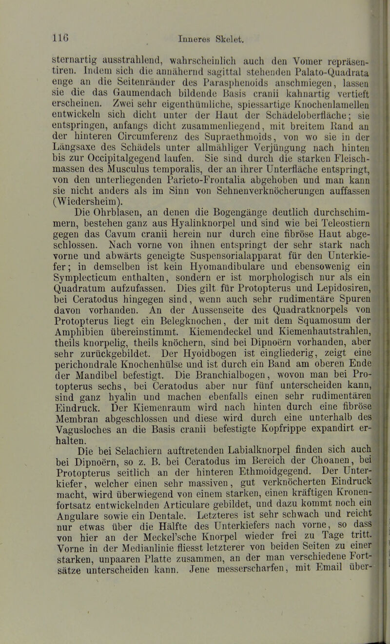 Sternartig ausstrahlend, wahrscheinlich auch den Vomer repräsen- tiren. Indem sich die annähernd sagittal stehenden Palato-Quadrata enge an die Seitenränder des Parasphenoids anschmiegen, lassen sie die das Gaumendach bildende Basis cranii kahnartig vertieft erscheinen. Zwei sehr eigenthümliche, spiessartige Knochenlamellen entwickeln sich dicht unter der Haut der Schädeloberääche; sie entspringen, anfangs dicht zusammenliegend, mit breitem Rand an der hinteren Circumferenz des Supraethmoids, von wo sie in der Längsaxe des Schädels unter allmähliger Verjüngung nach hinten bis zur Occipitalgegend laufen. Sie sind durch die starken Fleisch- massen des Musculus temporalis, der an ihrer Unterfläche entspringt, von den unterliegenden Parieto-Frontalia abgehoben und man kann sie nicht anders als im Sinn von Sehnen verknöcherungen auffassen (Wiedersheim). Die Ohrblasen, an denen die Bogengänge deutlich durchschim- mern, bestehen ganz aus Hyalinknorpel und sind wie bei Teleostiern gegen das Cavum cranii herein nur durch eine fibröse Haut abge- schlossen. Nach vorne von ihnen entspringt der sehr stark nach vorne und abwärts geneigte Suspensorialapparat für den Unterkie- fer; in demselben ist kein Hyomandibulare und ebensowenig ein Symplecticum enthalten, sondern er ist morphologisch nur als ein' Quadratum aufzufassen. Dies gilt für Protopterus und Lepidosiren, bei Ceratodus hingegen sind, wenn auch sehr rudimentäre Spuren davon vorhanden. An der Aussenseite des Quadratknorpels von Protopterus liegt ein Belegknochen, der mit dem Squamosum der Amphibien übereinstimmt. Kiemendeckel und Kiemenhautstrahlen, theils knorpelig, theils knöchern, sind bei Dipnoern vorhanden, aber sehr zurückgebildet. Der Hyoidbogen ist eingliederig, zeigt eine perichoudrale Knochenhülse und ist durch ein Band am oberen Ende der Mandibel befestigt. Die Branchialbogen, wovon man bei Pro- topterus sechs, bei Ceratodus aber nur fünf unterscheiden kann, sind ganz hyalin und machen ebenfalls einen sehr rudimentären Eindruck. Der Kiemenraum wird nach hinten durch eine fibröse Membran abgeschlossen und diese wird durch eine unterhalb des Vagusloches an die Basis cranii befestigte Kopfrippe expandirt er- halten. Die bei Selachiern auftretenden Labialknorpel finden sich auch bei Dipnoern, so z. B. bei Ceratodus im Bereich der Choanen, bei Protopterus seitlich an der hinteren Ethmoidgegend. Der_ Unter- kiefer, welcher einen sehr massiven, gut verknöcherten Eindruck macht, wird überwiegend von einem starken, einen kräftigen Kronen- fortsatz entwickelnden Articulare gebildet, und dazu kommt noch em Angulare sowie ein Dentale. Letzteres ist sehr schwach und reicht nur etwas über die Hälfte des Unterkiefers nach vorne, so dass von hier an der Meckel'sche Knorpel wieder frei zu Tage tritt. Vorne in der Medianlinie fliesst letzterer von beiden Seiten zu einer starken, unpaaren Platte zusammen, an der man verschiedene Fort- sätze unterscheiden kann. Jene messerscharfen, mit Email über-