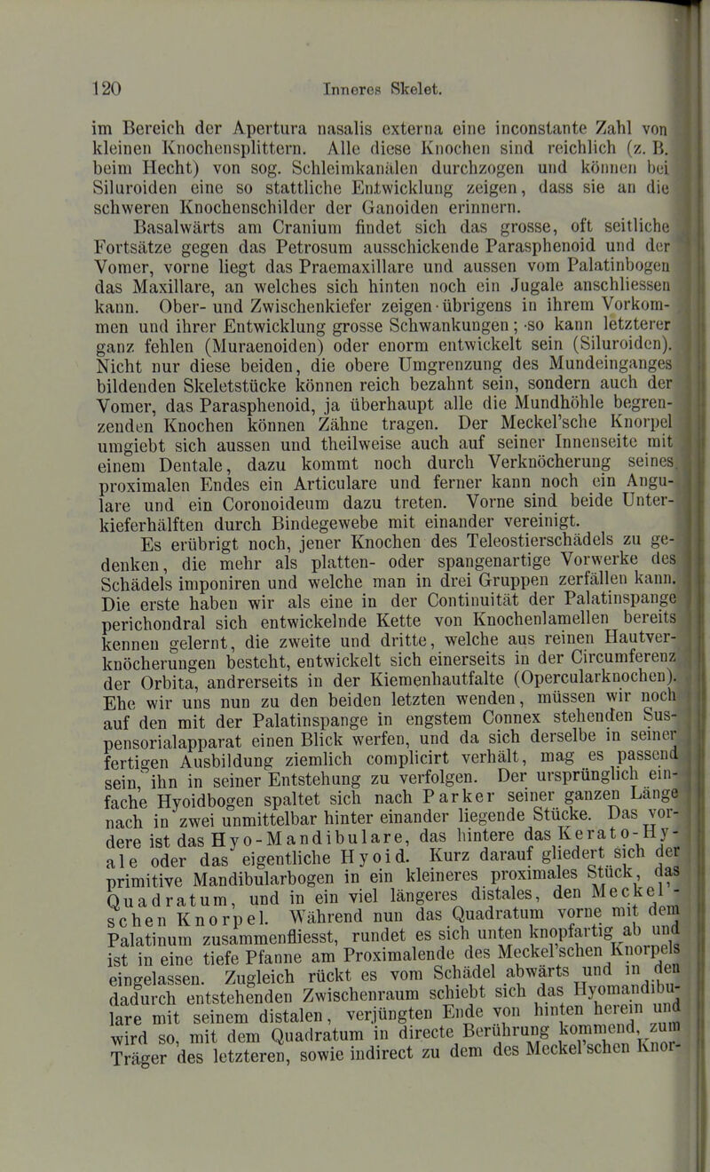 im Bereich der Apertura nasalis externa eine inconstante Zahl von kleinen Knochensplittern. Alle diese Knochen sind reichlich (z. B. beim Hecht) von sog. Schleimkanälen durchzogen und können \m Siluroiden eine so stattliche Entwicklung zeigen, dass sie an die schweren Knochenschildcr der Ganoiden erinnern. Basalwärts am Cranium findet sich das grosse, oft seitliche Fortsätze gegen das Petrosum ausschickende Parasphenoid und der Vomer, vorne liegt das Praemaxillare und aussen vom Palatinbogen das Maxillare, an welches sich hinten noch ein Jugale anschliessen kann. Ober- und Zwischenkiefer zeigen • übrigens in ihrem Vorkom- men und ihrer Entwicklung grosse Schwankungen ; -so kann letzterer ganz fehlen (Muraenoiden) oder enorm entwickelt sein (Siluroiden). Nicht nur diese beiden, die obere Umgrenzung des Mundeinganges bildenden Skeletstücke können reich bezahnt sein, sondern auch der Vomer, das Parasphenoid, ja überhaupt alle die Mundhöhle begren- zenden Knochen können Zähne tragen. Der Meckel'sche Knorpel umgiebt sich aussen und theilweise auch auf seiner Innenseite mit einem Dentale, dazu kommt noch durch Verknöcherung seines, proximalen Endes ein Articulare und ferner kann noch ein Angu- lare und ein Corouoideum dazu treten. Vorne sind beide Unter- kieferhälften durch Bindegewebe mit einander vereinigt. Es erübrigt noch, jener Knochen des Teleostierschädels zu ge- denken, die mehr als platten- oder spangenartige Vorwerke des Schädels imponiren und welche man in drei Gruppen Zerfällen kann. Die erste haben wir als eine in der Continuität der Palatinspange perichondral sich entwickelnde Kette von Knochenlamellen bereits kenneu gelernt, die zweite und dritte, welche aus reinen Hautver- knöcherungen besteht, entwickelt sich einerseits in der Circumferenz ^ der Orbita, andrerseits in der Kiemenhautfalte (Opercularknocheo). o Ehe wir uns nun zu den beiden letzten wenden, müssen wir noch auf den mit der Palatinspange in engstem Connex stehenden Sus- pensorialapparat einen Blick werfen, und da sich derselbe in semer j fertigen Ausbildung ziemlich complicirt verhält, mag es passend ^ sein ihn in seiner Entstehung zu verfolgen. Der ursprünghch ein- fache Hyoidbogen spaltet sich nach Parker seiner ganzen Lange nach in zwei unmittelbar hinter einander liegende Stücke. Das vor- dere istdasHyo-Mandibulare, das hintere das Kerato-Hy-l ale oder das eigentliche Hyoid. Kurz darauf gliedert sich der primitive Mandibularbogen in ein kleineres proximales Stuck das Quadratum, und in ein viel längeres distales, den Meckel - sehen Knorpel. Während nun das Quadratum vorne mit dem Palatinum zusammenfliesst, rundet es sich unten knopfartig ab u^^^^ ist in eine tiefe Pfanne am Proximalende des Meckel sehen Knorpels eingelassen. Zugleich rückt es vom Schädel abwärts und in den dadurch entstehenden Zwischenraum schiebt sich das Hyomand bu- lare mit seinem distalen, verjüngten Ende von hinten herein und wird so, mit dem Quadratum in directe Beriihrung kommend zum Träger des letzteren, sowie indirect zu dem des Meckel'schen Knor-