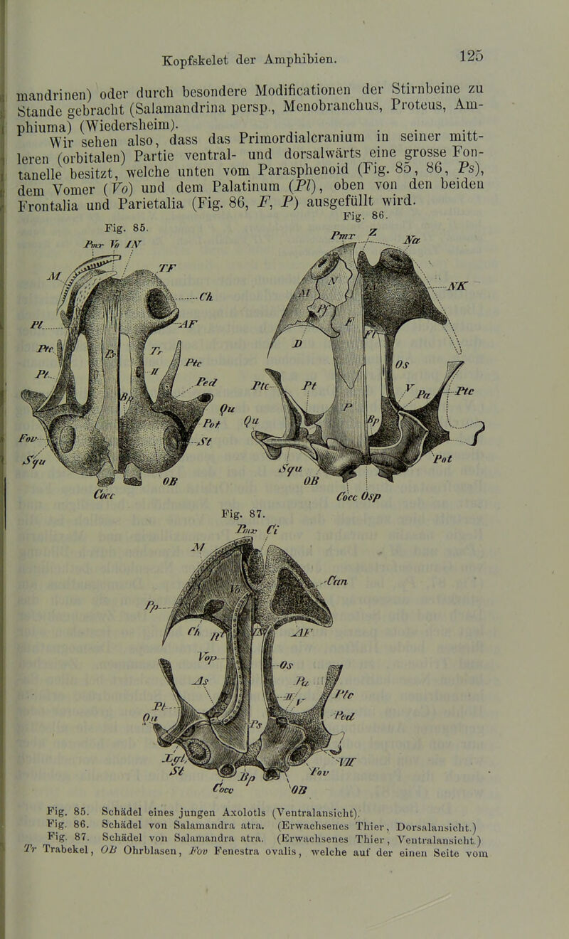 Kopfskelet der Amphibien. 1^«^ mandrinen) oder durch besondere Modificationen der Stirnbeine zu Stande gebracht (Salamandrina persp., Menobrauchus, Proteus, Am- phiuma) (Wiedersheim). ^ • Wir sehen also, dass das Primordialcranium in seiner mitt- leren (orbitalen) Partie ventral- und dorsalwärts eine grosse Fon- tanelle besitzt, welche unten voni Parasphenoid (l<ig. 80, öb, Fs), dem Vomer (Vo) und dem Palatinura (PI), oben von den beiden Frontalia und Parietalia (Fig. 86, F, P) ausgefüllt wird. Fig. 86. Fig. 85. Schädel eines jungen Axolotls (Ventralansicht). Fig. 86. Schädel von Salamandra atra. (Erwachsenes Thier, Dorsalansicht.) Fig. 87. Schädel von Salamandra atra. (Erwachsenes Thier, Ventralansicht.) Tr Trabekel, OB Ohrblasen, Fov Fencstra ovalis, welche auf der einen Seite vom