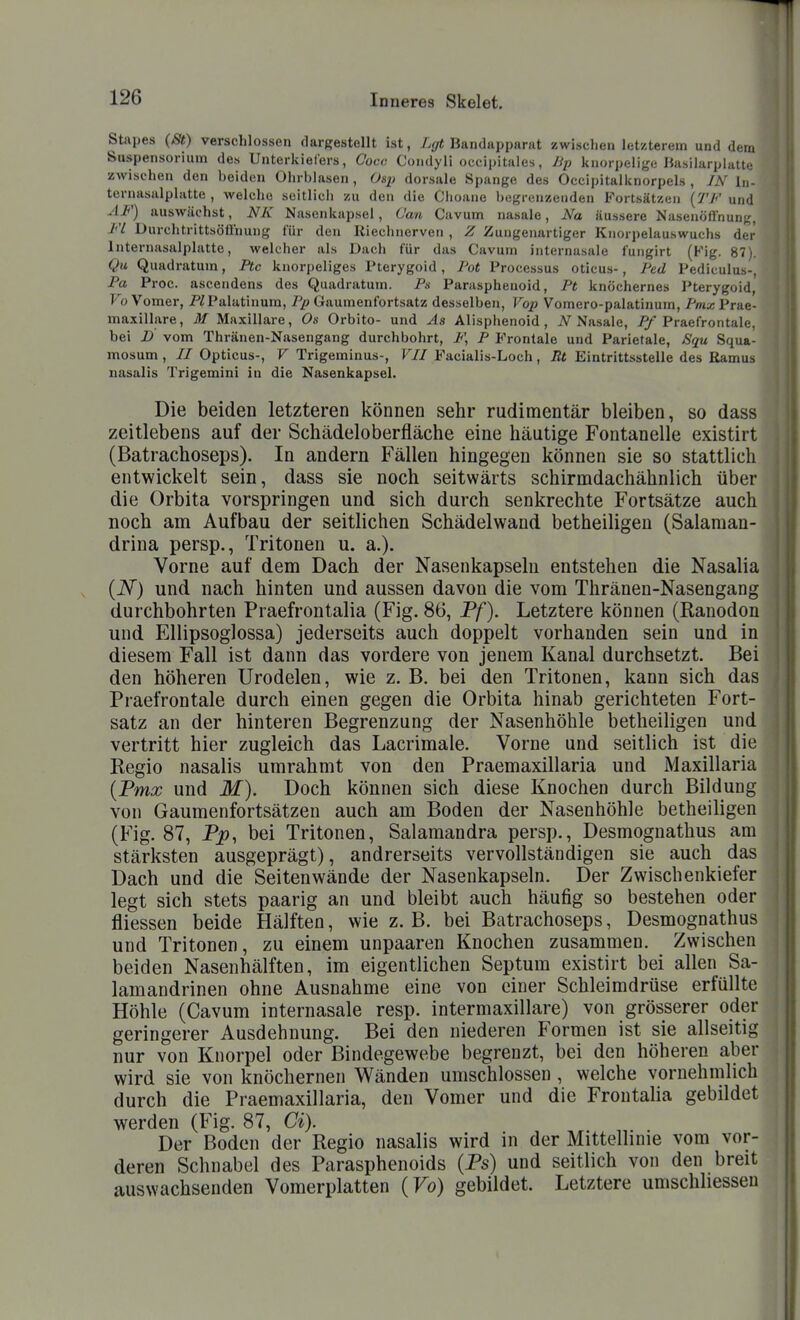 Stapes (St) verschlossen dargestellt ist, Lfft Bandapparat zwischen letzterem und dem Suspensorium des Unterkiefers, Coc<; Condyli occipitales, JJp knorpelige Hasilarplatte zwischen den beiden Ohrblasen, Osp dorsale Spange des Occipitalknorpels , JN In- ternasalplatte , welche seitlich zu den die Choane begrenzenden Fortsätzen (77'' und AF) auswüchst, NK Nasenkupsel, (Jan Cavum nasale, Na äussere Nasenöllnung, M Durchtrittsöiinung für den Riechnerven , Z Zuugenartiger Knorpelauswuchs der Internasalplatte, welcher als Dach für das Cavum internasale fungirt (Kig. 87). Qu Quadratum, Ptc knorpeliges Pterygoid, Pot Processus oticus-, Fed Pediculus-, Pa Proc. ascendens des Quadratum. Ps Paraspheuoid, Pt knöchernes Pterygoid, Fo Vomer, PZPalatinum, Pp Gaumenfortsatz desselben, Vop Vomero-palatinum, Pmx Prae- maxillare, M Maxillare, Os Orbito- und Äs Alisphenoid, iV Nasale, Praefrontale, bei D vom Thränen-Nasengang durchbohrt, P', P P'rontale und Parietale, Squ Squa- mosum , // Opticus-, V Trigeminus-, VII Facialis-Loch, lit Eintrittsstelle des Ramus nasalis Trigemini in die Nasenkapsel. Die beiden letzteren können sehr rudimentär bleiben, so dass zeitlebens auf der Schädeloberfläche eine häutige Fontanelle existirt (Batrachoseps). In andern Fällen hingegen können sie so stattlich entwickelt sein, dass sie noch seitwärts schirmdachähnlich über die Orbita vorspringen und sich durch senkrechte Fortsätze auch noch am Aufbau der seitlichen Schädelwand betheiligen (Salaman- drina persp., Tritonen u. a.). Vorne auf dem Dach der Nasenkapseln entstehen die Nasalia (N) und nach hinten und aussen davon die vom Thränen-Nasengang durchbohrten Praefrontalia (Fig. 86, Pf). Letztere können (Ranodon und Ellipsoglossa) jederseits auch doppelt vorhanden sein und in diesem Fall ist dann das vordere von jenem Kanal durchsetzt. Bei den höheren Urodelen, wie z. B. bei den Tritonen, kann sich das Praefrontale durch einen gegen die Orbita hinab gerichteten Fort- satz an der hinteren Begrenzung der Nasenhöhle betheiligen und vertritt hier zugleich das Lacrimale. Vorne und seitlich ist die Regio nasalis umrahmt von den Praemaxillaria und Maxiilaria {Pmx und M). Doch können sich diese Knochen durch Bildung von Gaumenfortsätzen auch am Boden der Nasenhöhle betheiligen (Fig. 87, Pp, bei Tritonen, Salamandra persp., Desmognathus am stärksten ausgeprägt), andrerseits vervollständigen sie auch das Dach und die Seitenwände der Nasenkapseln. Der Zwischenkiefer legt sich stets paarig an und bleibt auch häufig so bestehen oder fliessen beide Hälften, wie z. B. bei Batrachoseps, Desmognathus und Tritonen, zu einem unpaaren Knochen zusammen. Zwischen beiden Nasenhälften, im eigentlichen Septum existirt bei allen Sa- lamandrinen ohne Ausnahme eine von einer Schleimdrüse erfüllte Höhle (Cavum internasale resp. intermaxillare) von grösserer oder geringerer Ausdehnung. Bei den niederen Formen ist sie allseitig nur von Knorpel oder Bindegewebe begrenzt, bei den höheren aber wird sie von knöchernen Wänden umschlossen, welche vornehmlich durch die Praemaxillaria, den Vomer und die Frontalia gebildet werden (Fig. 87, Ci). Der Boden der Regio nasalis wird in der Mittellinie vom vor- deren Schnabel des Parasphenoids (Ps) und seitlich von den breit auswachsenden Vomerplatten (Fo) gebildet. Letztere umschliesseu