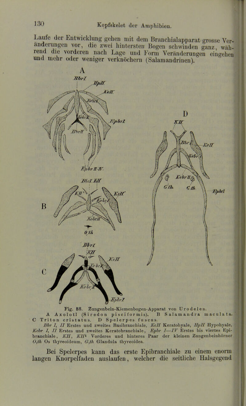 Laufe der Entwicklung gehen mit dem Branchialapparat grosse Ver- änderungen vor, die zwei hintersten Bogen schwinden ganz, wäh- rend die vorderen nach Lage und Form Veränderungen eingehen und mehr oder weniger verknöchern (Salamandrinen). A Fig. 88. Zungenbein-Kiemenbogen-Apparat von Urodeleu. A Axolotl (Siredon pisciformis). B Salamandra maculata. ' C Triton cristatus. D Spelerpes fuscus. Bbr /, // Erstes und zweites Basibranchiale, KeH Keratohyale, HpH Hypoliyale, Kebr /, //Erstes und zweites Keratobranchiale, Epbr I—IV Erstes bis viertes Epi- brancbiale, KH, KH^ Vorderes und hinteres Paar der kleinen Zungenbeinhörner 0,th Os thyreoideum, G,th Glandula thyreoidea. Bei Spelerpes kann das erste Epibranchiale zu einem enorm langen Knorpelfaden auslaufen, welcher die seitliche Halsgegend
