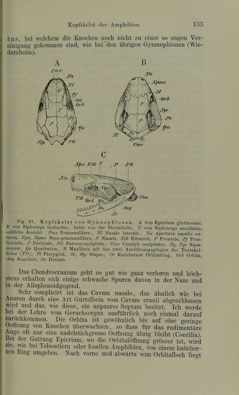 tiis, bei welchem die Knochen noch nicht zu einer so engen Ver- einigung gekommen sind, wie bei *den übrigen Gyranophionen (Wie- dersheim). A B Fig. 91, Kopfskelet von Gymnophionen. A von Epicrium gliitinosum. B von Siphonops instinctus, beide von der Dorsalseite, C von Siphonops annulatus, seitliche Ansicht. Pmx Praemaxillare , Nl Nasale laterale , Na Apertura nasalis ex- terna, Npx, Npmx Naso-praemaxillare, N Nasale, Eth Ethmoid, F Frontale, Pf Prae- frontale, P Parietale, PO Petroso-occipitale, Oocc Condyli occipitales, Sq, Sqr Squa- mosum, Qu Quadratum, 31 Maxillare mit den zwei Ausführungsgängen der Tentakel- drüse (TD), Pt Pterygoid, St, Stp Stapes, Or Knöcherner Orbitalring, Orb Orbita, Äng Angulare, De Dentale. Das Chondrocranium geht so gut wie ganz verloren und höch- stens erhalten sich einige schwache Spuren davon in der Fase und in der Alisphenoidgegend. Sehr complicirt ist das Cavum nasale, das ähnlich wie bei Anuren durch eine Art Gürtelbein vom Cavum cranii abgeschlossen wird und das, wie diese, ein unpaares Septum besitzt. Ich werde bei der Lehre vom Geruchsorgan ausführlich noch einmal darauf zurückkommen. Die Orbita ist gewöhnlich bis auf eine geringe Oeffhung von Knochen überwachsen, so dass für das rudimentäre Auge oft nur eine nadelstichgrosse Oeffnung übrig bleibt (Coecilia). ±5ei der Gattung Epicrium, wo die Orbitalöffnung grösser ist, wird sie, wie bei Teleostiem oder fossilen Amphibien, von einem knöcher- nen Ring umgeben. Nach vorne und abwärts vom Orbitalloch liegt