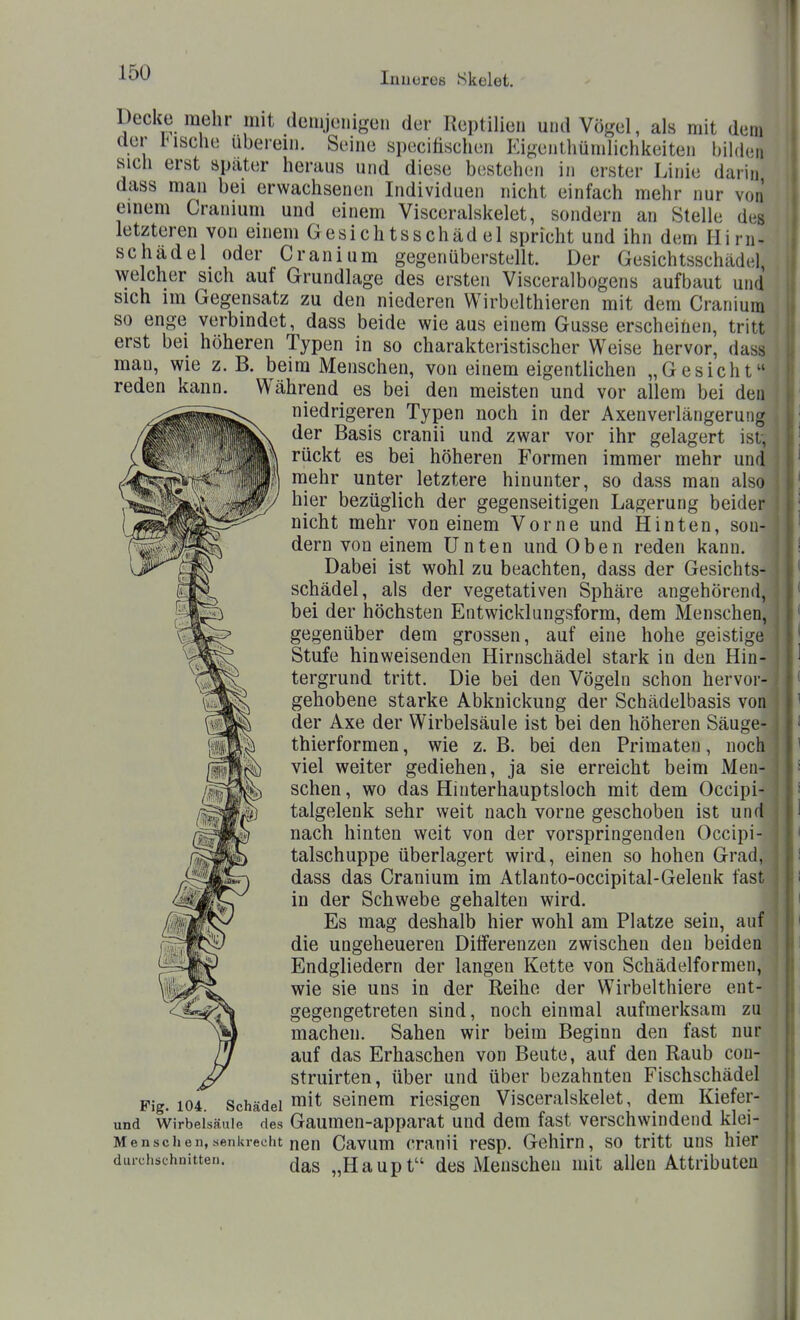 Decke mehr mit demjenigen der Reptilien und Vögel, als mit dem der lösche uberem. Seine specifischen Eigentliümlichkeiten hiUhn sich erst spater heraus und diese bestehen in erster Linie darin dass man bei erwachsenen Individuen nicht einfach mehr nur von einem Cranium und einem Visceralskelet, sondern an Stelle des letzteren von einem Gesichtsschädel spricht und ihn dem liirn- schädel oder Cranium gegenüberstellt. Der Gesichtsschädel welcher sich auf Grundlage des ersten Visceralbogens aufbaut und sich im Gegensatz zu den niederen Wirbelthieren mit dem Cranium so enge verbindet, dass beide wie aus einem Gusse erscheihen, tritt erst bei höheren Typen in so charakteristischer Weise hervor, dass mau, wie z.B. beim Menschen, von einem eigentlichen „Gesicht reden kann. Während es bei den meisten und vor allem bei den niedrigeren Typen noch in der AxenVerlängerung der Basis cranii und zwar vor ihr gelagert ist, ^„ rückt es bei höheren Formen immer mehr und V^1i^f^mlf\ ^.^^^^ ^^^^^ letztere hinunter, so dass man also hier bezüglich der gegenseitigen Lagerung beider nicht mehr von einem Vorne und Hinten, son- dern von einem Unten und Oben reden kann. Dabei ist wohl zu beachten, dass der Gesichts- schädel, als der vegetativen Sphäre angehörend, bei der höchsten Entwicklungsform, dem Menschen, gegenüber dem grossen, auf eine hohe geistige Stufe hinweisenden Hirnschädel stark in den Hin- tergrund tritt. Die bei den Vögeln schon hervor-, gehobene starke Abknickung der Schädelbasis von der Axe der Wirbelsäule ist bei den höheren Säuge- thierformen, wie z. B. bei den Primaten, noch viel weiter gediehen, ja sie erreicht beim Men- schen , wo das Hinterhauptsloch mit dem Occipi- talgelenk sehr weit nach vorne geschoben ist und nach hinten weit von der vorspringenden Occipi- talschuppe überlagert wird, einen so hohen Grad, dass das Cranium im Atlanto-occipital-Gelenk fas^ in der Schwebe gehalten wird. Es mag deshalb hier wohl am Platze sein, auf^ die ungeheueren Differenzen zwischen den beiden Endgliedern der langen Kette von Schädelformen, wie sie uns in der Reihe der Wirbelthiere ent- gegengetreten sind, noch einmal aufmerksam zu machen. Sahen wir beim Beginn den fast nur auf das Erhaschen von Beute, auf den Raub cou- ^ struirten, über und über bezahnten Fischschädel Fig. 104^ Schädel Seinem riesigen Visceralskelet, dem Kiefer- und Wirbelsäule des Gaumen-apparat und dem fast verschwindend klei- Menschen,senkrecht nen Cavum cranü resp. Gehirn, so tritt uns hier duichschnitten. ^^^^ „Haupt dcs Meuscheu mit allen Attributen