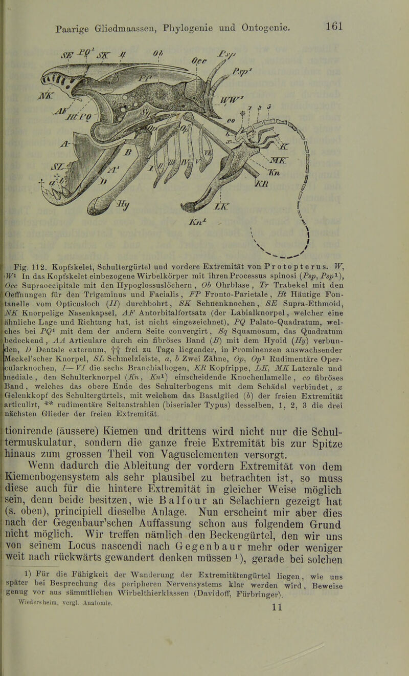 Fig. 112. Kopfskelet, Schultergürtel und vordere Extremität von P r 0 to p t e r US. W, >W^ In das Kopfskelet einbezogene Wirbelkörper mit ihren Processus spinosi {Pap, Psp''-), Occ Supraoccipitale mit den Hypoglossuslöchern , Ob Ohrblase , Tr Trabekel mit den •Oeffniingen für den Trigeminus und Facialis, FP Fronto-Parietale , Ht Häutige Fon- tanelle vom Opticusloch (//) durchbohrt, SK Sehnenknochen, SE Supra-Ethmoid, NK Knorpelige Nasenkapsel, ÄF Antorbitalfortsatz (der Labialknorpel, welcher eine lähnliche Lage und Richtung hat, ist nicht eingezeichnet), PQ Palato-Quadratum, wel- ches bei PQ^ xnit dem der andern Seite convergirt, Sq Squamosum, das Quadratum bedeckend, AÄ Articulare durch ein fibröses Band {£) mit dem Hyoid (Sy) verbun- den, D Dentale externum, -j-j- frei zu Tage liegender, in Prominenzen auswachsender Meckel'scher Knorpel, 8L Schmelzleiste, a, b Zwei Zähne, Op, Op^ Rudimentäre Oper- cularknochen, /—F/die sechs Branchialbogen, Ä'i? Kopfrippe, LE, ilf^ Laterale und mediale, den Schulterknorpel [Kn, Kn'^) einscheidende Knochenlamelle , co fibröses liand, welches das obere Ende des Schulterbogens mit dem Schädel verbindet, x (ieleukkopf des Schultergürtels, mit welchem das Basalglied {b) der freien Extremität ai ticulirt, ** rudimentäre Seitenstrahlen (biserialer Typus) desselben, 1, 2, 3 die drei nächsten Glieder der freien Extremität. tionirende (äussere) Kiemen und drittens wird nicht nur die Schul- termuskulatur, sondern die ganze freie Extremität bis zur Spitze hinaus zum grossen Theil von Vaguselementen versorgt. Wenn dadurch die Ableitung der vordem Extremität von dem Kiemenbogensystem als sehr plausibel zu betrachten ist, so muss diese auch für die hintere Extremität in gleicher Weise möglich sein, denn beide besitzen, wie Balfour an Selachiern gezeigt hat (s. oben), principiell dieselbe Anlage. Nun erscheint mir aber dies nach der Gegenbaur'schen Auffassung schon aus folgendem Grund nicht möglich. Wir treffen nämlich den Beckengürtel, den wir uns von seinem Locus nascendi nach Gegenbaur mehr oder weniger weit nach rückwärts gewandert denken müssen i), gerade bei solchen 1) Für die Fähigkeit der Wanderung der Extremitätengürtel liegen, wie uns später bei Besprechung des peripheren Nervensystems klar werden wird, Beweise genug vor aus sämmtlichen Wirbclthierklassen (Davidoff, Fürbringer). Wiedersheim, veigl. Anatomie. i ,