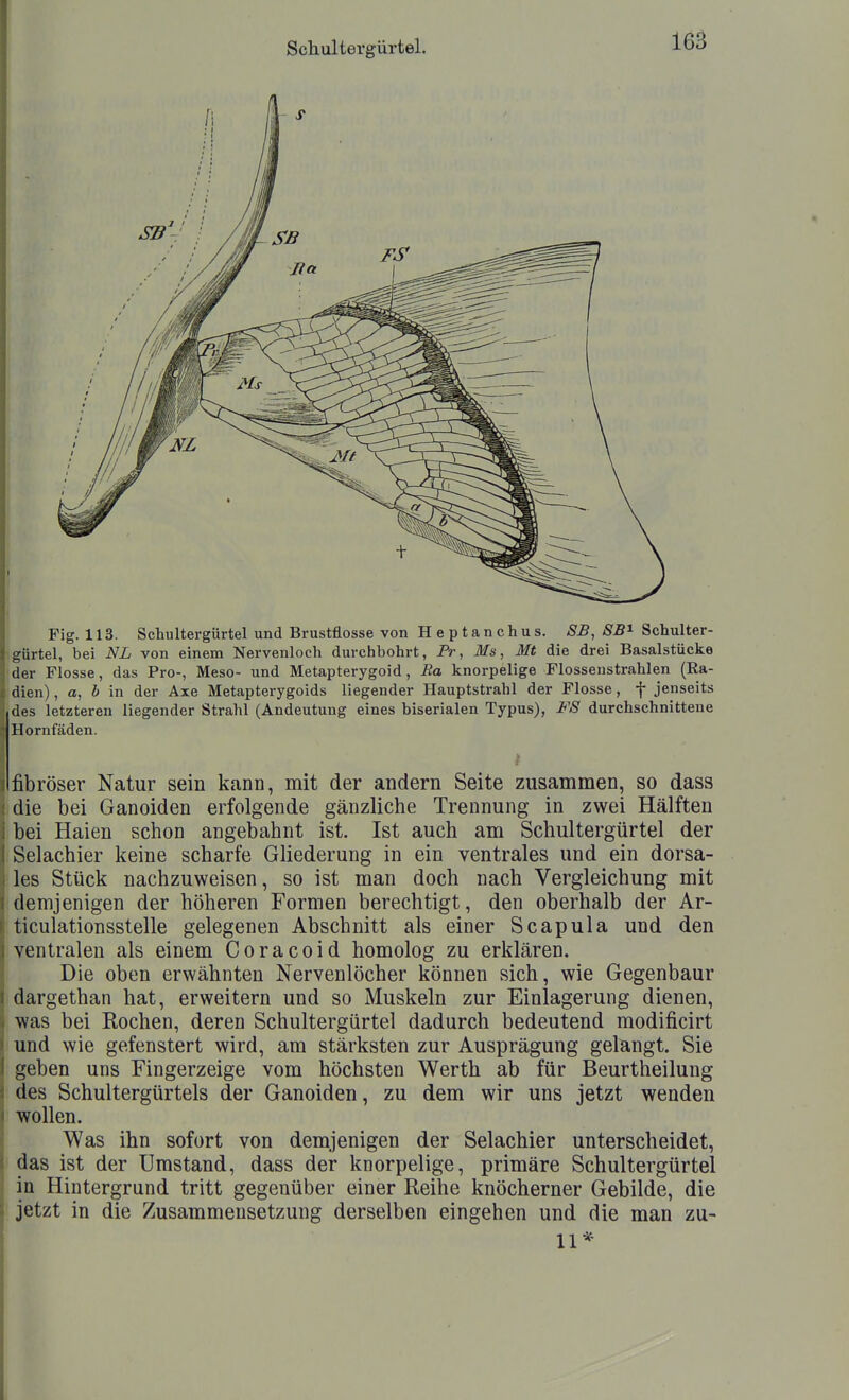 Fig. 113. Schultergürtel und Brustflosse von Heptanchus. SB, 8B^ Schulter- gürtel, bei NL von einem Nervenloch durchbohrt, Fr, Ms, Mt die drei Basalstücke der Flosse, das Pro-, Meso- und Metapterygoid, Ra knorpelige Flossenstrahlen (Ra- dien) , a, b \n der Axe Metapterygoids liegender Hauptstrahl der Flosse, f jenseits des letzteren liegender Strahl (Andeutung eines biserialen Typus), FS durchschnittene Hornfäden. } fibröser Natur sein kann, mit der andern Seite zusammen, so dass die bei Ganoiden erfolgende gänzliche Trennung in zwei Hälften bei Haien schon angebahnt ist. Ist auch am Schultergürtel der Selachier keine scharfe Gliederung in ein ventrales und ein dorsa- les Stück nachzuweisen, so ist man doch nach Vergleichung mit demjenigen der höheren Formen berechtigt, den oberhalb der Ar- ticulationsstelle gelegenen Abschnitt als einer Scapula und den ventralen als einem Coracoid homolog zu erklären. Die oben erwähnten Nervenlöcher können sich, wie Gegenbaur dargethan hat, erweitern und so Muskeln zur Einlagerung dienen, was bei Rochen, deren Schultergürtel dadurch bedeutend modificirt und wie gefenstert wird, am stärksten zur Ausprägung gelangt. Sie geben uns Fingerzeige vom höchsten Werth ab für Beurtheilung des Schultergürtels der Ganoiden, zu dem wir uns jetzt wenden wollen. Was ihn sofort von demjenigen der Selachier unterscheidet, das ist der Umstand, dass der knorpelige, primäre Schultergürtel in Hintergrund tritt gegenüber einer Reihe knöcherner Gebilde, die jetzt in die Zusammensetzung derselben eingehen und die man zu- 11*