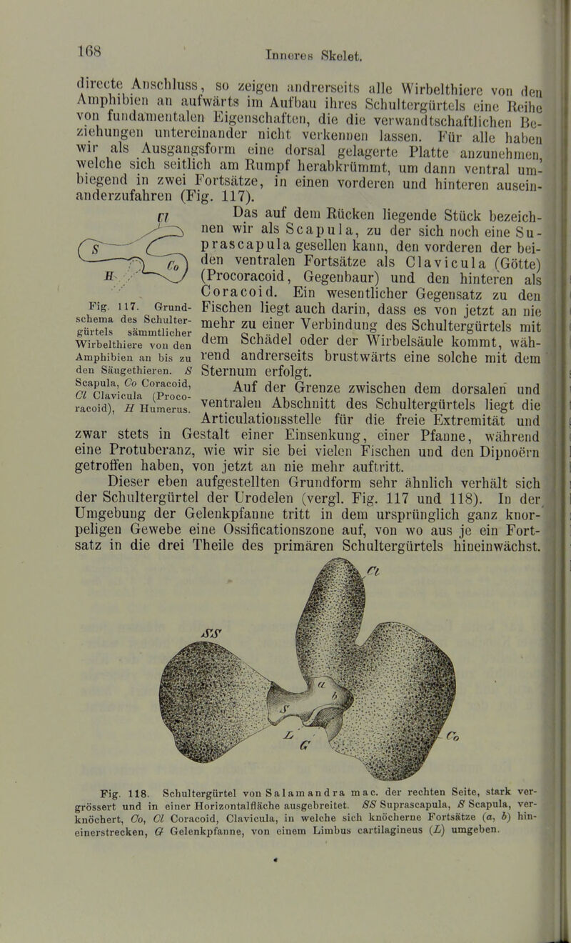 directe Anschluss, so zeigen andrerseits alle Wirbelthiere von den Amphibien an aufwcärts im Aufbau ihres Schultergürtels eine Reihe von fundamentalen Eigenschaften, die die verwandtschaftlichen Be- ziehungen untereinander nicht verkennen lassen. Für alle haben wir als Ausgangsform eine dorsal gelagerte Platte anzunehmen welche sich seitlich am Rumpf herabkrümmt, um dann ventral um- biegend in zwei Fortsätze, in einen vorderen und hinteren ausein- anderzufahren (Fig. 117). Das auf dem Rücken liegende Stück bezeich- nen wir als Scapula, zu der sich noch eine Su- prascapula gesellen kann, den vorderen der bei- den ventralen Fortsätze als Clavicula (Götte) B> /'■-\J (Procoracoid, Gegenbaur) und den hinteren als Coracoid. Ein wesentlicher Gegensatz zu den Fig. 117. Grund- Fischcu Hegt auch darin, dass es von jetzt an nie Sr,: ':Ltal!,r f «T[ Verbindung des Schultergürtek mit Wirbelthiere von den aem öcnaaei oder der Wirbelsäule kommt, wäh- Amphibien an bis zu i'^nd andrerseits brustwärts eine solche mit dem den Säugethieren. .S' Stemum erfolgt. c^rckvicSa^Tproco' ^^^^^^ zwischen dem dorsalen und racoid^'^lä numerus' 'zentralen Abschnitt des Schultergürtels liegt die Articulationsstelle für die freie Extremität und zwar stets in Gestalt einer Einsenkung, einer Pfanne, während eine Protuberanz, wie wir sie bei vielen Fischen und den Dipnoern getroffen haben, von jetzt an nie mehr auftritt. Dieser eben aufgestellten Grundform sehr ähnlich verhält sich der Schultergürtel der Urodelen (vergl. Fig. 117 und 118). In der^ Umgebung der Gelenkpfanne tritt in dem ursprünglich ganz knor-' peligen Gewebe eine Ossificationszone auf, von wo aus je ein Fort- satz in die drei Theile des primären Schultergürtels hineinwächst. Fig. 118. Schultergürtel von Salam andra mac. der rechten Seite, stark ver- grössert und in einer Horizontalfläche ausgebreitet. SS Suprascapula, S Scapula, ver- knöchert, Co, Ol Coracoid, Clavicula, in welche sich knöcherne Fortsätze (o, *) hin- einerstrecken, G Gelenkpfanne, von einem Limbus cartilagineus (L) umgeben.