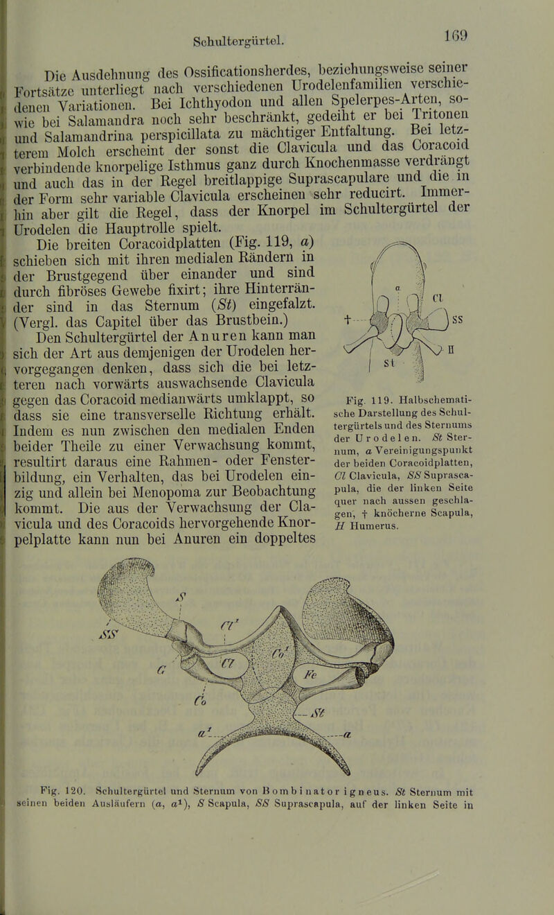 Die Ausdehnung des Ossificationsherdes, beziehungsweise seiner Fortsätze unterliegt nach verschiedenen Urodelenfamilien verschie- denen Variationen. Bei Ichthyodon und allen Speierpes-Arten so- wie bei Salamandra noch sehr beschränkt, gedeiht er bei Tritonen und Salamandrina perspicillata zu mächtiger Entfaltung. Bei letz- terem Molch erscheint der sonst die Clavicula und das Goracoid verbindende knorpelige Isthmus ganz durch Knochenmasse verdrangt und auch das in der Regel breitlappige Suprascapulare und die m der Form sehr variable Clavicula erscheinen sehr reducirt. Immer- liin aber gilt die Regel, dass der Knorpel im Schultergurtel der Urodelen die Hauptrolle spielt. Die breiten Coracoidplatten (Fig. 119, a) schieben sich mit ihren medialen Rändern in der Brustgegend über einander und sind durch fibröses Gewebe fixirt; ihre Hinterrän- der sind in das Sternum {St) eingefalzt. (Vergl. das Capitel über das Brustbein.) Den Schultergürtel der Anuren kann man sich der Art aus demjenigen der Urodelen her- vorgegangen denken, dass sich die bei letz- teren nach vorwärts auswachsende Clavicula gegen das Coracoid medianwärts umklappt, so dass sie eine transverselle Richtung erhält. Indem es nun zwischen den medialen Enden beider Theile zu einer Verwachsung kommt, resultirt daraus eine Rahmen- oder Fenster- bildung, ein Verhalten, das bei Urodelen ein- zig und allein bei Menopoma zur Beobachtung Ivommt. Die aus der Verwachsung der Cla- vicula und des Coracoids hervorgehende Knor- pelplatte kann nun bei Anuren ein doppeltes Fig. 119. Halbschemati- sche DarsteHung des Schul- tergürtels und des Sternums der Urodelen. St Ster- num, a Vereinigungspunkt der beiden Coracoidplatten, Ol Clavicula, SS Suprasca- pula, die der linken Seite quer nach aussen geschla- gen, t knöcherne Scapula, H Humerus. Fig. 120. Schultergürtel und Sternum von Bombinator igneus. St Sternum mit seinen beide» Ausläufern (a, a*), 8 Scapula, SS Suprascapula, auf der linken Seite in