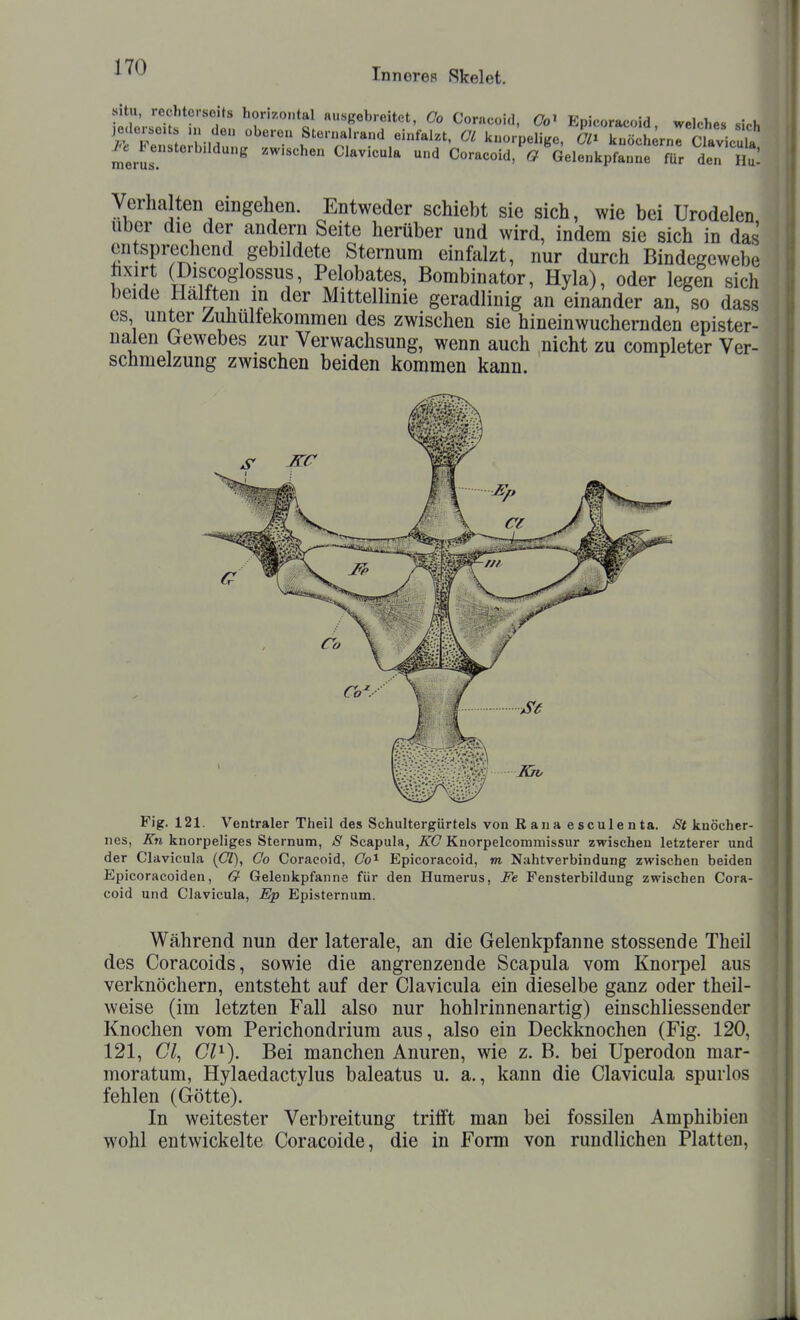 Verhalten eingehen. Entweder schiebt sie sich, wie bei Urodelen Uber die der andern Seite herüber und wird, indem sie sich in das entsprechend gebildete Sternum einfalzt, nur durch Bindegewebe hxirt (Discoglossus, Pelobates, Bombinator, Hyla), oder legen sich beide Hälften in der Mittellinie geradlinig an einander an, so dass es, unter Zuhultekommen des zwischen sie hineinwuchernden epister- nalen Crewebes zur Verwachsung, wenn auch nicht zu completer Ver- schmelzung zwischen beiden kommen kann. Fig. 121. Ventraler Theil des Schultergürtels von Raua esculenta. knöcher- nes, Kn knorpeliges Sternum, S Scapula, EO Knorpelcommissur zwischen letzterer und der Clavieula (C/), Oo Coracoid, Co^ Epicoracoid, m Nahtverbindung zwischen beiden Epicoracoiden, G Gelenkpfanne für den Humerus, Fe Fensterbildung zwischen Cora- coid und Clavieula, Ep Episternum. Während nun der laterale, an die Gelenkpfanne stossende Theil des Coracoids, sowie die angrenzende Scapula vom Knoi-pel aus verknöchern, entsteht auf der Clavieula ein dieselbe ganz oder theil- weise (im letzten Fall also nur hohlrinnenartig) einschliessender Knochen vom Perichondrium aus, also ein Deckknochen (Fig. 120, 121, Cl, CP). Bei manchen Anuren, wie z. B. bei Uperodon mar- moratum, Hylaedactylus baleatus u. a., kann die Clavieula spurlos fehlen (Götte). In weitester Verbreitung trifft man bei fossilen Amphibien wohl entwickelte Coracoide, die in Form von rundlichen Platten,