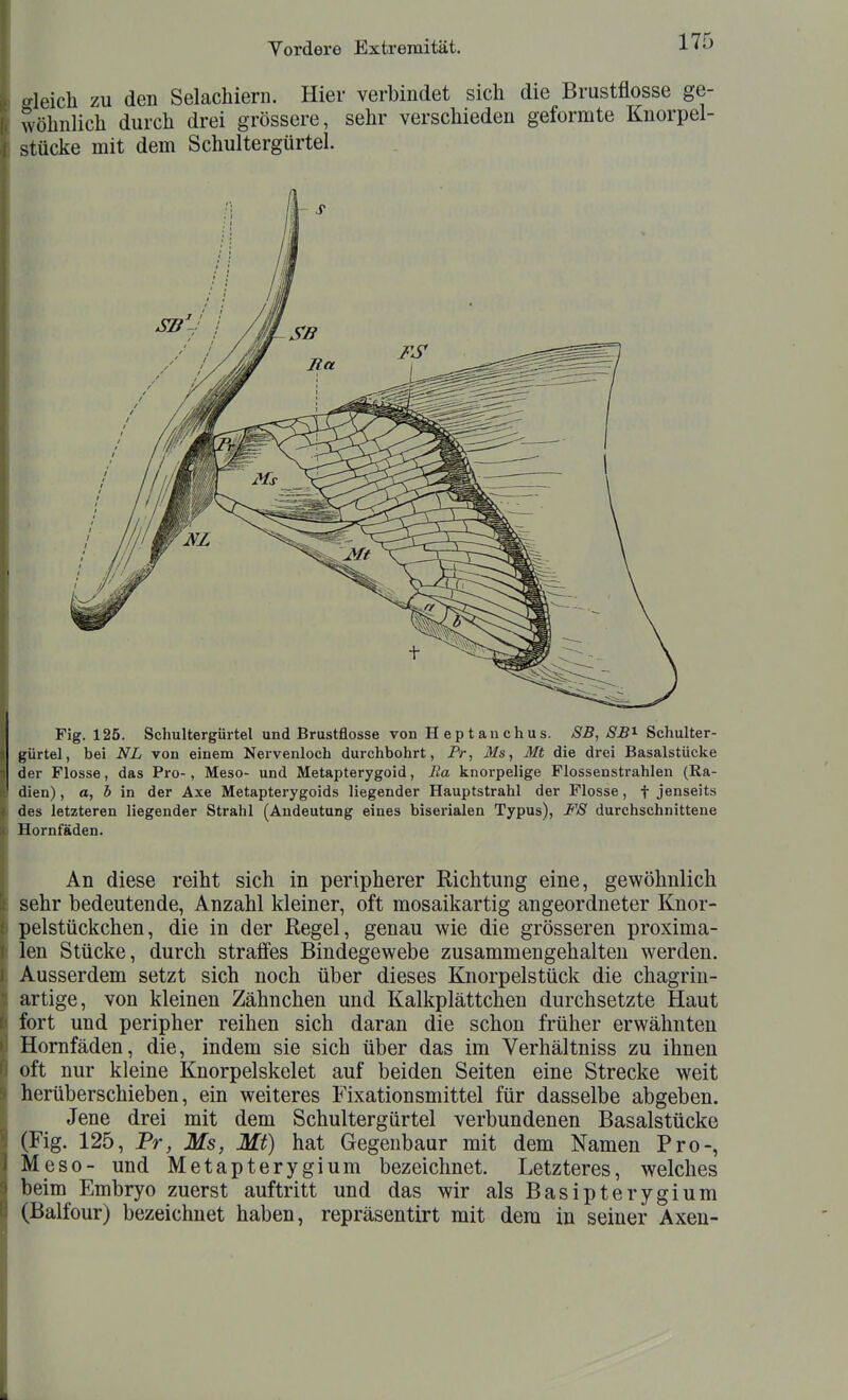 oleich zu den Selachiern. Hier verbindet sich die Brustflosse ge- wöhnlich durch drei grössere, sehr verschieden geformte Knorpel- stücke mit dem Schultergürtel. Fig. 125. Schultergürtel und Brustflosse von Heptanchus. SB, SB^ Schulter- gürtel, bei NL von einem Nervenloch durchbohrt, Fr, Ms, Mt die drei Basalstücke der Flosse, das Pro-, Meso- und Metapterygoid, Ra knorpelige Flossenstrahlen (Ka- dien), a, 5 in der Axe Metapterygoids liegender Hauptstrahl der Flosse, f jenseits des letzteren liegender Strahl (Andeutung eines biserialen Typus), FS durchschnittene Hornfäden. An diese reiht sich in peripherer Richtung eine, gewöhnlich sehr bedeutende, Anzahl kleiner, oft mosaikartig angeordneter Knor- pelstückchen, die in der Regel, genau wie die grösseren proxima- len Stücke, durch straffes Bindegewebe zusammengehalten werden. Ausserdem setzt sich noch über dieses Knorpelstück die chagriu- artige, von kleinen Zähnchen und Kalkplättchen durchsetzte Haut fort und peripher reihen sich daran die schon früher erwähnten Hornfäden, die, indem sie sich über das im Verhältniss zu ihnen oft nur kleine Knorpelskelet auf beiden Seiten eine Strecke weit herüberschieben, ein weiteres Fixationsmittel für dasselbe abgeben. Jene drei mit dem Schultergürtel verbundenen Basalstücke (Fig. 125, Fr, Ms, Mt) hat Gegenbaur mit dem Namen Pro-, Meso- und Metapterygium bezeichnet. Letzteres, welches beim Embryo zuerst auftritt und das wir als Basipterygium (Balfour) bezeichnet haben, repräsentirt mit dem in seiner Axen-