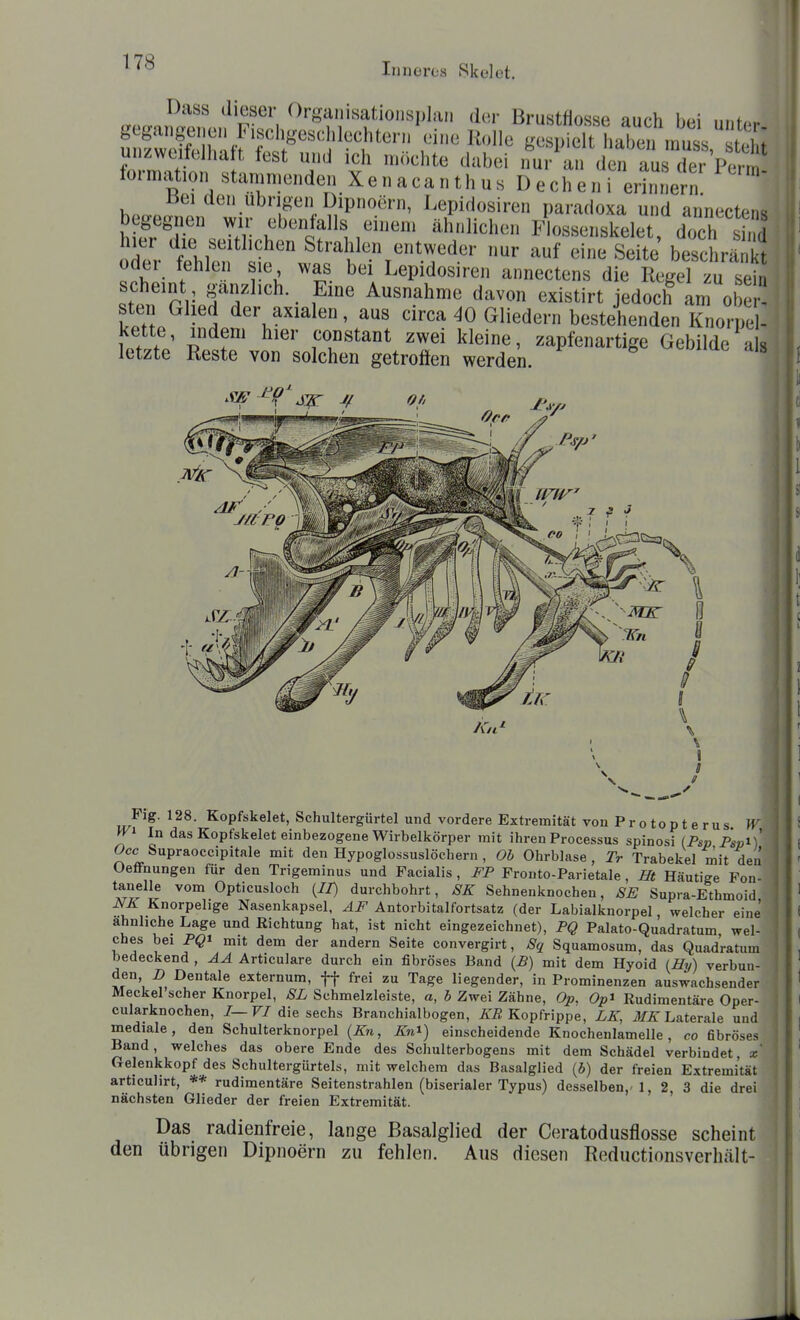 L.(>oam>?,L F ^^''San.sationsplan der Brustflosse auch bei unter, u zweitelha t fest und ich incichte dabei nur an den aus der Perm formation stammenden Xenacanthus Decheni erinnern ^ Bei den übrigen Dipnoern, Lepidosiren paradoxa und annectens hie?^Ti?-H'.'^'if'.ähnlichen Flossenskelet, doch s d hier die seitlichen Strahlen entweder nur auf eine Seite beschrä kt oder fehlen sie was bei Lepidosiren annectens die Rege? zu ti^^ .tp '^rr ff^''^-. Eine Ausnahme davon existirt jedoch am ob - sten Glied der axialen, aus circa 40 Gliedern bestehenden Knorpel- kette, indem hier constant zwei kleine, zapfenartige Gebilde als letzte Reste von solchen getroflen werden Flg. 128. Kopfskelet, Schultergürtel und vordere Extremität von Pr o top t e rus In das Kopfskelet einbezogene Wirbelkörper mit ihren Processus spinosi (Pm Fspi) Occ Supraoccipitale mit den Hypoglossuslöchern , Ob Ohrblase, Tr Trabekel mit den Oeffnungen für den Trigeminus und Facialis , FP Fronto-Parietale, M Häutige Fon- tanelle vom Opticusloch {II) durchbohrt, SK Sehnenknochen, SE Supra-Ethmoid NK Knorpelige Nasenkapsel, AF Antorbitalfortsatz (der Labialknorpel, welcher eine ähnliche Lage und Richtung hat, ist nicht eingezeichnet), PQ Palato-Quadratum wel- ches bei PQi mit dem der andern Seite convergirt, Sq Squamosum, das Quad'ratum bedeckend , AA Articuiare durch ein fibröses Band {£) mit dem Hyoid {Hy) verbun- den D Dentale externum, ff frei zu Tage liegender, in Prominenzen auswachsender Meckel scher Knorpel, SL Schmelzleiste, a, b Zwei Zähne, Op, Op^ Rudimentäre Oper- cularknochen, I—VI die sechs Branchialbogen, /lÄ Kopfrippe, LE, MK Latemle und mediale, den Schulterknorpel (Zn, Kn^) einscheidende Knochenlamelle, co fibröses Band, welches das obere Ende des Schulterbogens mit dem Schädel verbindet, x' Gelenkkopf des Schultergürtels, mit welchem das Basalglied (b) der freien Extremität articulirt, ** rudimentäre Seitenstrahlen (biserialer Typus) desselben, !, 2, 3 die drei nächsten Glieder der freien Extremität. Das radienfreie, lange Basalglied der Ceratodusflosse scheint den übrigen Dipnoern zu fehlen. Aus diesen Reductionsverhält-