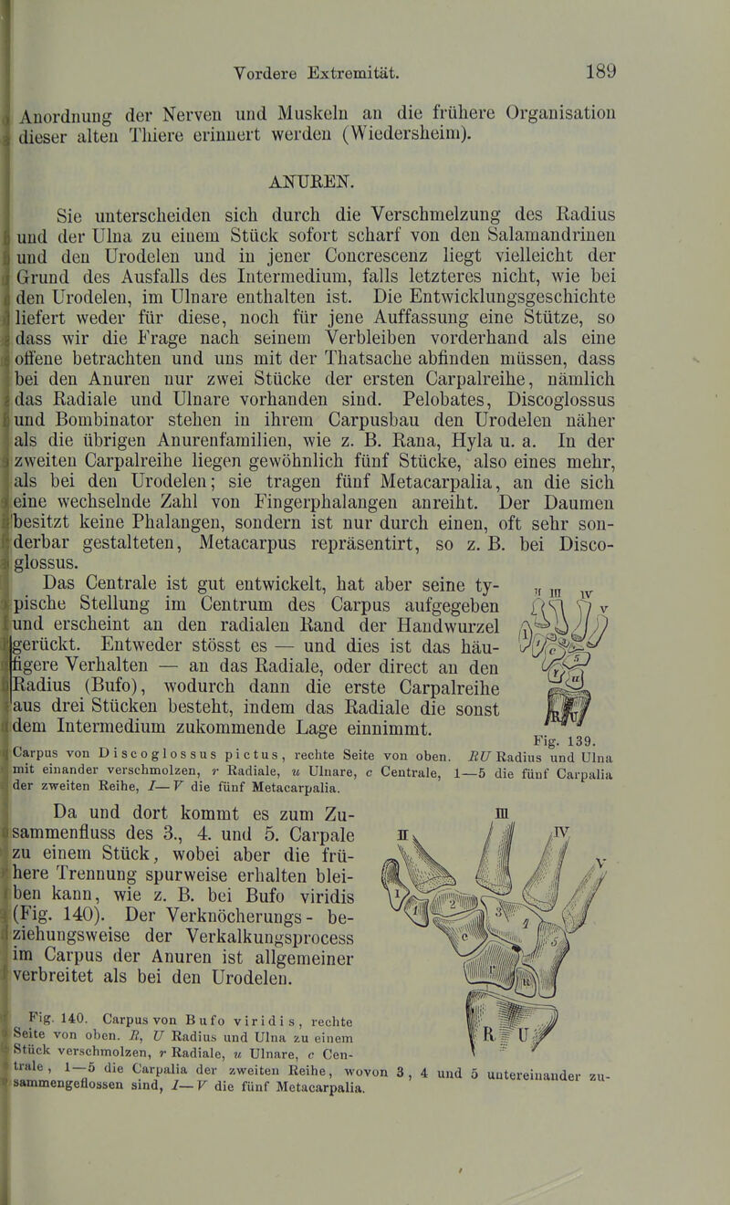 luordnung der Nerven und Muskeln an die frühere Organisation dieser alten Tliiere erinnert werden (Wiedersheini). H in Sie unterscheiden sich durch die Verschmelzung des Radius und der Ulna zu einem Stück sofort scharf von den Salamandrinen und den ürodelen und in jener Concrescenz liegt vielleicht der Grund des Ausfalls des Interraedium, falls letzteres nicht, wie bei den ürodelen, im Ulnare enthalten ist. Die Entwicklungsgeschichte liefert weder für diese, noch für jene Auffassung eine Stütze, so dass wir die Frage nach seinem Verbleiben vorderhand als eine ^offene betrachten und uns mit der Thatsache abfinden müssen, dass bei den Anuren nur zwei Stücke der ersten Carpalreihe, nämlich ■das Radiale und Ulnare vorhanden sind. Pelobates, Discoglossus und Bombinator stehen in ihrem Carpusbau den Ürodelen näher als die übrigen Anurenfarailien, wie z. B. Rana, Hyla u. a. In der zweiten Carpalreihe liegen gewöhnlich fünf Stücke, also eines mehr, ;üs bei den ürodelen; sie tragen fünf Metacarpalia, an die sich eine wechselnde Zahl von Fingerphalangen anreiht. Der Daumen 'besitzt keine Phalangen, sondern ist nur durch einen, oft sehr son- derbar gestalteten, Metacarpus repräsentirt, so z. B. bei Disco- glossus. Das Centrale ist gut entwickelt, hat aber seine ty- pische Stellung im Centrum des Carpus aufgegeben und erscheint au den radialen Rand der Handwurzel erückt. Entweder stösst es — und dies ist das häu- figere Verhalten — an das Radiale, oder direct an den Radius (Bufo), wodurch dann die erste Carpalreihe aus drei Stücken besteht, indem das Radiale die sonst dem Intermedium zukommende Lage einnimmt. ° Fig. 139. Carpus von Discoglossus pictus, rechte Seite von oben. i2f7 Radius und Ulna mit einander verschmolzen, r Radiale, to Ulnare, c Centrale, 1—5 die fünf Carpalia der zweiten Reihe, I—V die fünf Metacarpalia. Da und dort kommt es zum Zu- sammenfluss des 3., 4. und 5. Carpale zu einem Stück, wobei aber die frü- here Trennung spurweise erhalten blei- ben kann, wie z. B. bei Bufo viridis (Fig. 140). Der Verknöcherungs - be- ziehungsweise der Verkalkungsprocess im Carpus der Anuren ist allgemeiner verbreitet als bei den ürodelen. Fig. 140. Carpus von Bufo viridis, rechte Seite von oben. R, U Radiu.s und Ulna zu einem Stück verschmolzen, r Radiale, u Ulnare, c Cen- 1 > -ile , 1—5 die Carpalia der zweiten Reihe, wovon 3 , 4 und 5 untereinander zu- sammengeflossen sind, I—V die fünf Metacarpalia.