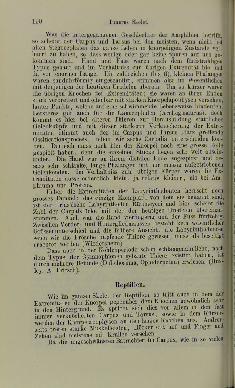 Was die untergegangenen Geschlechter der Amphibien betrifft, so scheint der Carpus und Tarsus bei den meisten, wenn nicht bei allen Stegocephalen das ganze Leben in knorpeligem Zustande ver- harrt zu haben, so dass wenige oder gar keine Spuren auf uns ge- kommen sind. Hand und Fuss waren nach dem fünfstrahligen Typus gebaut und im Verhältniss zur übrigen Extremität hie und da von enormer Länge. Die zahlreichen (bis 6), kleinen Phalangen waren sanduhrförmig eingeschnürt, stimmen also im Wesentlichen mit denjenigen der heutigen Urodelen überein. Um so kürzer waren die übrigen Knochen der Extremitäten; sie waren an ihren Enden stark verbreitert und offenbar mit starken Knorpelapophysen versehen, lauter Punkte, welche auf eine schwimmende Lebensweise hindeuten. Letzteres gilt auch für die Ganocephalen (Archegosaurus), doch kommt es hier bei älteren Thieren zur Herausbildung stattlicher Gelenkköpfe und mit dieser stärkeren Verknöcherung der Extre- mitäten stimmt auch der im Carpus und Tarsus Platz greifende Ossificationsprocess, indem wir sechs Carpalia unterscheiden kön- nen. Dennoch muss auch hier der Knorpel noch eine grosse Rolle gespielt haben, denn die einzelnen Stücke liegen sehr weit ausein- ander. Die Hand war an ihrem distalen Ende zugespitzt und be- sass sehr schlanke, lange Phalangen mit nur mässig aufgetriebenen Gelenkenden. Im Verhältniss zum übrigen Körper waren die Ex- tremitäten ausserordentlich klein, ja relativ kleiner, als bei Am- phiuma und Proteus. üeber die Extremitäten der Labyrinthodonten herrscht noch grosses Dunkel; das einzige Exemplar, von dem sie bekannt sind, ist der triassische Labyrinthodon Rütimeyeri und hier scheint die Zahl der Carpalstücke mit der der heutigen Urodelen übereinzu- stimmen. Auch war die Hand vierfingerig und der Fuss fünfzehig. Zwischen Vorder- und Hintergliedmaassen besteht kein wesentlicher Grössenunterschied und die frühere Ansicht, die Labyrinthodonten seien wie die Frösche hüpfende Thiere gewesen, muss als beseitigt erachtet werden (Wiedersheim). u u Dass auch in der Kohlenperiode schon schlangenähnhche, nach dem Typus der Gymnophionen gebaute Thiere existirt haben, ist durch mehrere Befunde (Dolichosoma, Ophiderpeton) erwiesen. (Hux- ley, A. Fritsch). Reptilien. Wie im ganzen Skelet der Reptilien, so tritt auch in dem der Extremitäten der Knorpel gegenüber dem Knochen gewöhnlich sehr in den Hintergrund. Es spricht sich dies vor allem in dem fast immer verknöcherten Carpus und Tarsus, sowie in dem Kurzer- werden der Knorpelapophysen an den langen Knochen aus Andrer- seits treten starke Muskelleisten, Höcker etc. auf und Finger und Zehen sind meistens mit Krallen versehen. Da die ungeschwäuzten Batrachier im Carpus, wie in so vielen