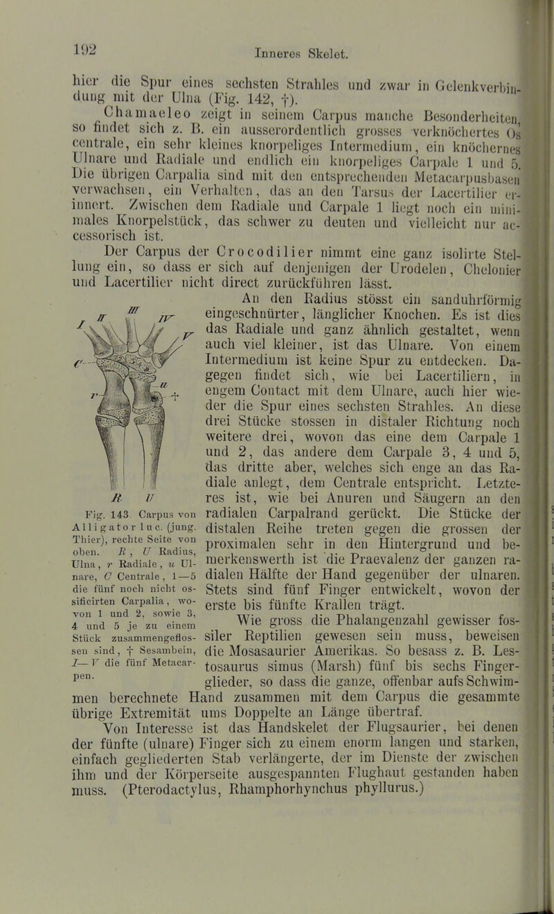 hier die Spur eines sechsten Strahles und zwar in Gelenkverhi dung mit der ülna (Fig. 142, f). Chamaeleo zeigt in seineui Carpus manche Besonderheiten so findet sich z. B. ein ausserordentlich grosses verknöchertes Os centrale, ein sehr kleines knorpeliges Intermedium, ein knöchernes Ulnare und Radiale und endlich ein knorpeliges Carpale 1 und ö Die übrigen Carpalia sind mit den entsprechenden Metacarpusbascii verwachsen, ein Verhalten, das an den Tarsus der Lacertilier er- innert. Zwischen dem Radiale und Carpale 1 liegt noch ein mini- males Knorpelstück, das schwer zu deuten und vielleicht nur ac- cessorisch ist. Der Carpus der Cro codi Her nimmt eine ganz isolirte Stel- lung ein, so dass er sich auf denjenigen der Urodelen, Chelonier und Lacertilier nicht direct zurückführen lässt. An den Radius stösst ein sanduhrförmi^^ eingeschnürter, länglicher Knochen. Es ist die^ das Radiale und ganz ähnlich gestaltet, wenn auch viel kleiner, ist das Ulnare. Von einem Intermedium ist keine Spur zu entdecken. Da- gegen findet sich, wie bei Lacertilieru, in engem Contact mit dem Ulnare, auch hier wie- der die Spur eines sechsten Strahles. An diese drei Stücke stossen in distaler Richtung noch weitere drei, wovon das eine dem Carpale 1 und 2, das andere dem Carpale 3, 4 und 5, das dritte aber, welches sich enge an das Ra- diale anlegt, dem Centrale entspricht. I^etzte- res ist, wie bei Anuren und Säugern an den radialen Carpalrand gerückt. Die Stücke der distalen Reihe treten gegen die grossen der proximalen sehr in den Hintergrund und be- ' merkenswerth ist die Praevalenz der ganzen ra- dialen Hälfte der Hand gegenüber der ulnaren. Stets sind fünf Finger entwickelt, wovon der erste bis fünfte Krallen trägt. Wie gross die Phalangenzahl gewisser fos- siler Reptilien gewesen sein muss, beweisen j die Mosasaurier Amerikas. So besass z. B. Les- ■ tosaurus simus (Marsh) fünf bis sechs Finger- glieder, so dass die ganze, offenbar aufs Schwim- men berechnete Hand zusammen mit dem Carpus die gesammte übrige Extremität ums Doppelte an Länge übertraf. Von Interesse ist das Handskelet der Flugsaurier, bei denen der fünfte (ulnare) Finger sich zu einem enorm langen und starken, , einfach gegliederten Stab verlängerte, der im Dienste der zwischen ♦ ihm und der Körperseite ausgespannten Flughaut gestanden haben muss. (Pterodactylus, Rhamphorhynchus phyllurus.) R U Fig. 143. Carpus von Alligator lue. (jung. Thier), rechte Seite von oben. B, , U Radius, Ulna, r Radiale , ii. Ul- nare, C Centrale , 1 — 5 die fünf noch nicht os- sificirten Carpalia, wo- von 1 und 2, sowie 3, 4 und 5 je zu einem Stück zusammengeflos- sen sind, f Sesambein, /— F die fünf Metacar- pen.