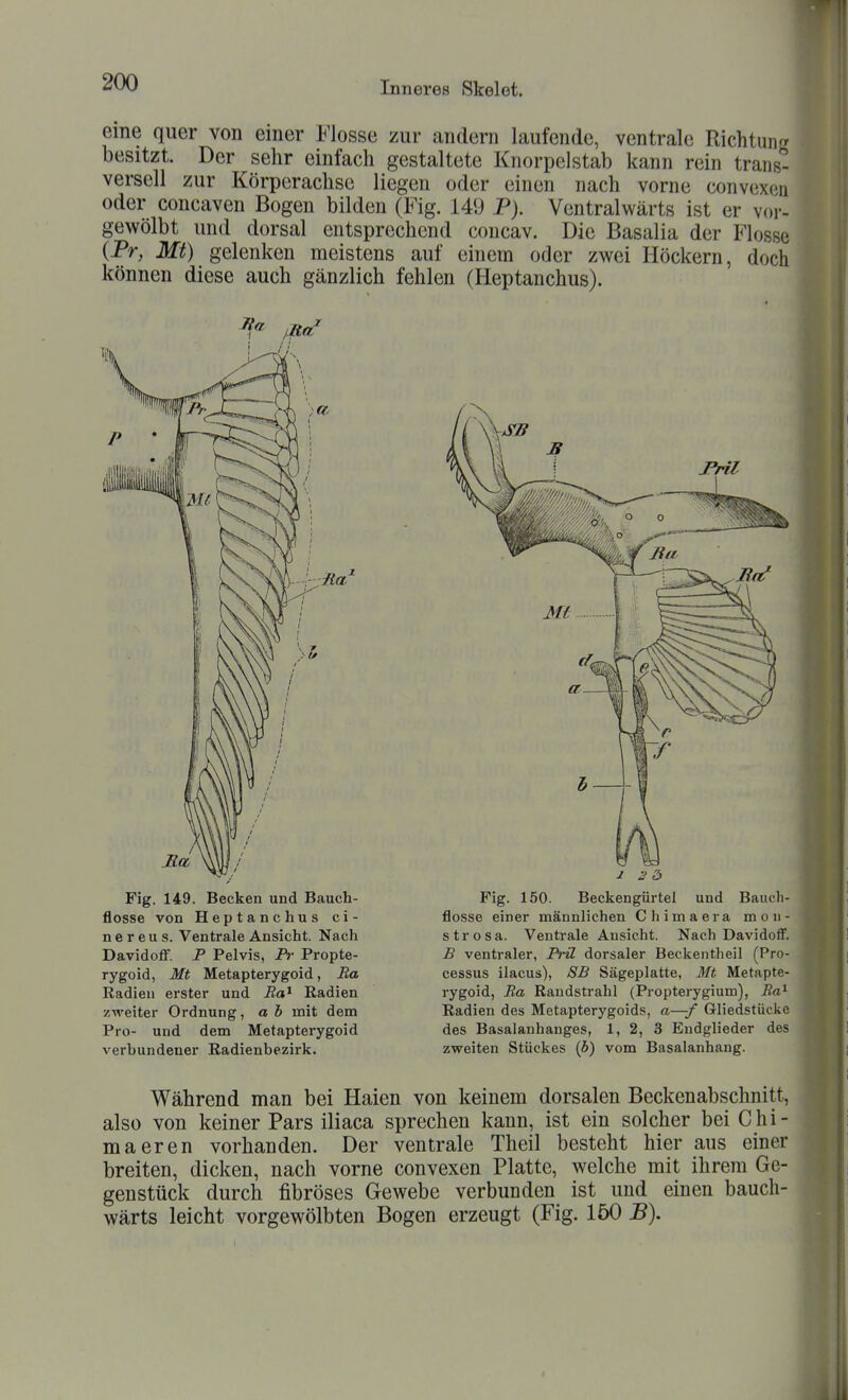 eme quer von einer Flosse zur andern laufende, ventrale Richtun besitzt. Der sehr einfach gestaltete Knorpelstab kann rein trang verseil zur Körperachse liegen oder einen nach vorne convexen oder concaven Bogen bilden (Fig. 149 P). Ventralwärts ist er vor- gewölbt und dorsal entsprechend coucav. Die Basalia der Flosse {Pr, Mt) gelenken meistens auf einem oder zwei Höckern, doch können diese auch gänzlich fehlen (Heptanchus). Fig. 149. Becken und Bauch- flosse von Heptanchus ei- ne r e u s. Ventrale Ansicht. Nach DavidoflF. P Pelvis, Pr Propte- rygoid, Mt Metapterygoid, Ba Radien erster und Ba^ Radien zweiter Ordnung, ab mit dem Pro- und dem Metapterygoid verbundener Radienbezirk. Fig. 150. Beckengürtei und Bauch- flosse einer männlichen Chimaera mou- strosa. Ventrale Ansicht. Nach Davidoflf. B ventraler, Frü dorsaler Beckentheil (Pro- cessus ilacus), SB Sägeplatte, 3ft Metapte- rygoid, Ba Randstrahl (Propterygium), Ba^ Radien des Metapterygoids, a—-/ Gliedstücke des Basalanhanges, 1, 2, 3 Endglieder des zweiten Stückes (5) vom Basalanhaug. Während man bei Haien von keinem dorsalen Beckenabschnitt, also von keiner Pars iliaca sprechen kann, ist ein solcher bei Chi- maeren vorhanden. Der ventrale Theil besteht hier aus einer breiten, dicken, nach vorne convexen Platte, welche mit ihrem Ge- genstück durch fibröses Gewebe verbunden ist und einen bauch- wärts leicht vorgewölbten Bogen erzeugt (Fig. 150 JB).
