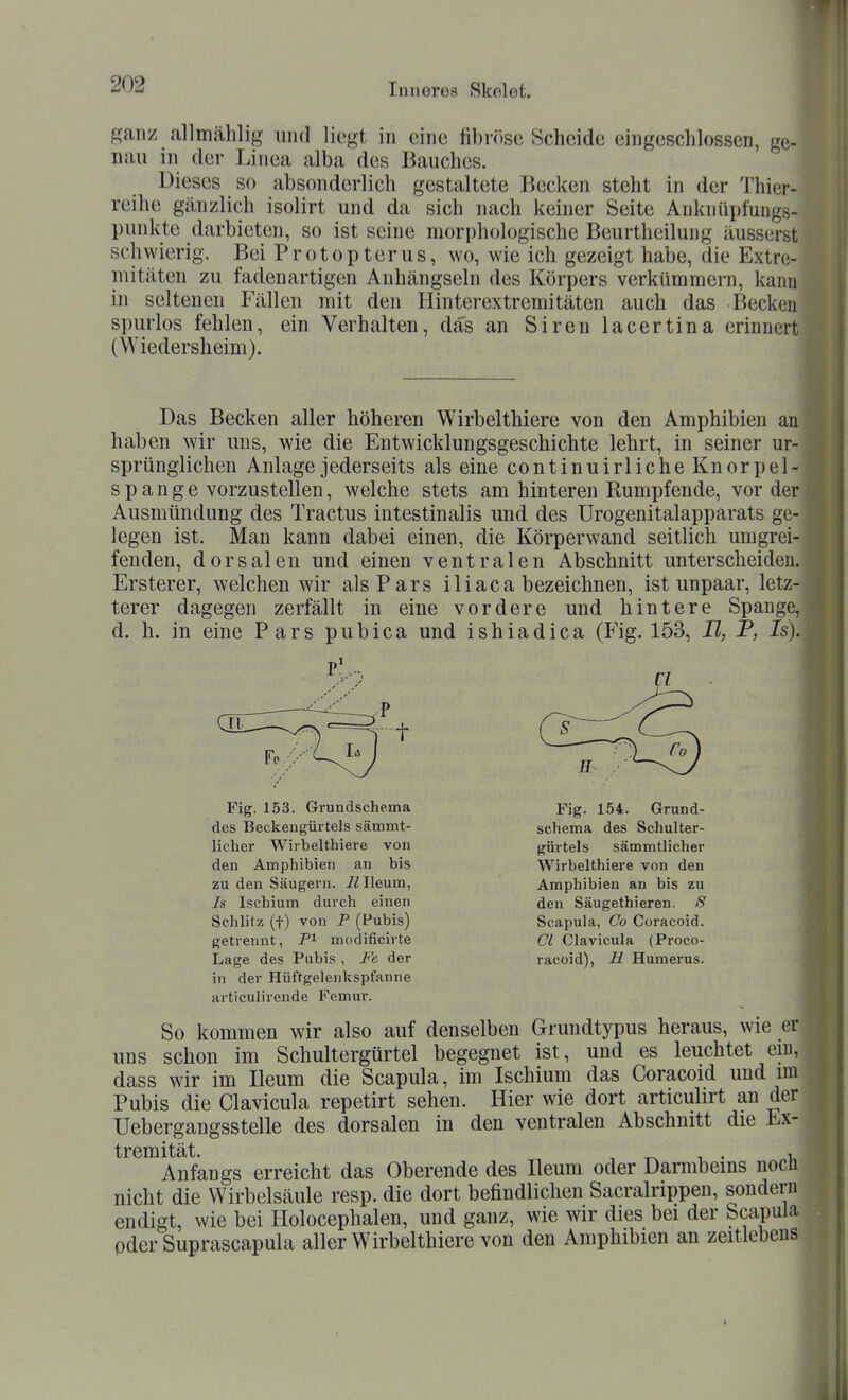 ganz allmälilig und liegt in eine fibr()se Scheide eingeschlossen, g nau in der Linea alba des Bauches. Dieses so absonderlich gestaltete Becken steht in der Thier- reihe gänzlich isolirt und da sich nach keiner Seite Anknüpfungs- punkte darbieten, so ist seine morphologische Beurtheilung äusserst schwierig. BeiProtopterus, wo, wie ich gezeigt habe, die Extre- nii täten zu faden artigen Anhängseln des Körpers verkümmern, kann in seltenen Fällen mit den Hinterextremitäten auch das Becken spurlos fehlen, ein Verhalten, das an Siren lacertina erinnert (Wiedersheim). Das Becken aller höheren Wirbelthiere von den Amphibien an haben wir uns, wie die Entwicklungsgeschichte lehrt, in seiner ur- sprünglichen Anlage jederseits als eine continuirliche Knorpel- spange vorzustellen, welche stets am hinteren Rumpfende, vorder Ausmündung des Tractus intestinalis und des Urogenitalapparats ge- legen ist. Man kann dabei einen, die Körperwand seitlich umgrei- fenden, dorsalen und einen ventralen Abschnitt unterscheiden. Ersterer, welchen wir als Pars iliaca bezeichnen, ist unpaar, letz- terer dagegen zerfällt in eine vordere und hintere Spange, d. h. in eine Pars pubica und ishiadica (P'ig. 153, II, P, Is). Fig. 153. Grundschema des Beckengürtels sämmt- licher Wirbelthiere von den Amphibien an bis zu den Säugern. iZIieum, Is Ischium durch einen Schlitz (t) von P (Pubis) getrennt, niodificirte Lage des Pubis , Fe der in der Hüftgelenkspfanne articulirende Femur. Fig. 154. Grund- schema des Schulter- gürtels sämmtlicher Wirbelthiere von den Amphibien an bis zu den Säugethieren. S Scapula, Co Coracoid. Ol Clavicula (Proco- racoid), II Humerus. So kommen wir also auf denselben Grundtypus heraus, wie e uns schon im Schultergürtel begegnet ist, und es leuchtet ein dass wir im Ileum die Scapula, im Ischium das Coracoid und im Pubis die Clavicula repetirt sehen. Hier wie dort articulirt an der Uebergangsstelle des dorsalen in den ventralen Abschnitt die Ex- tremität. T 1 . 1 Anfangs erreicht das Oberende des Ileum oder Darmbeins nocü nicht die Wirbelsäule resp. die dort befindlichen Sacralrippen, sondern endigt, wie bei Holocephalen, und ganz, wie wir dies bei der Scapula pder Suprascapula aller Wirbelthiere von den Amphibien an zeitlebens