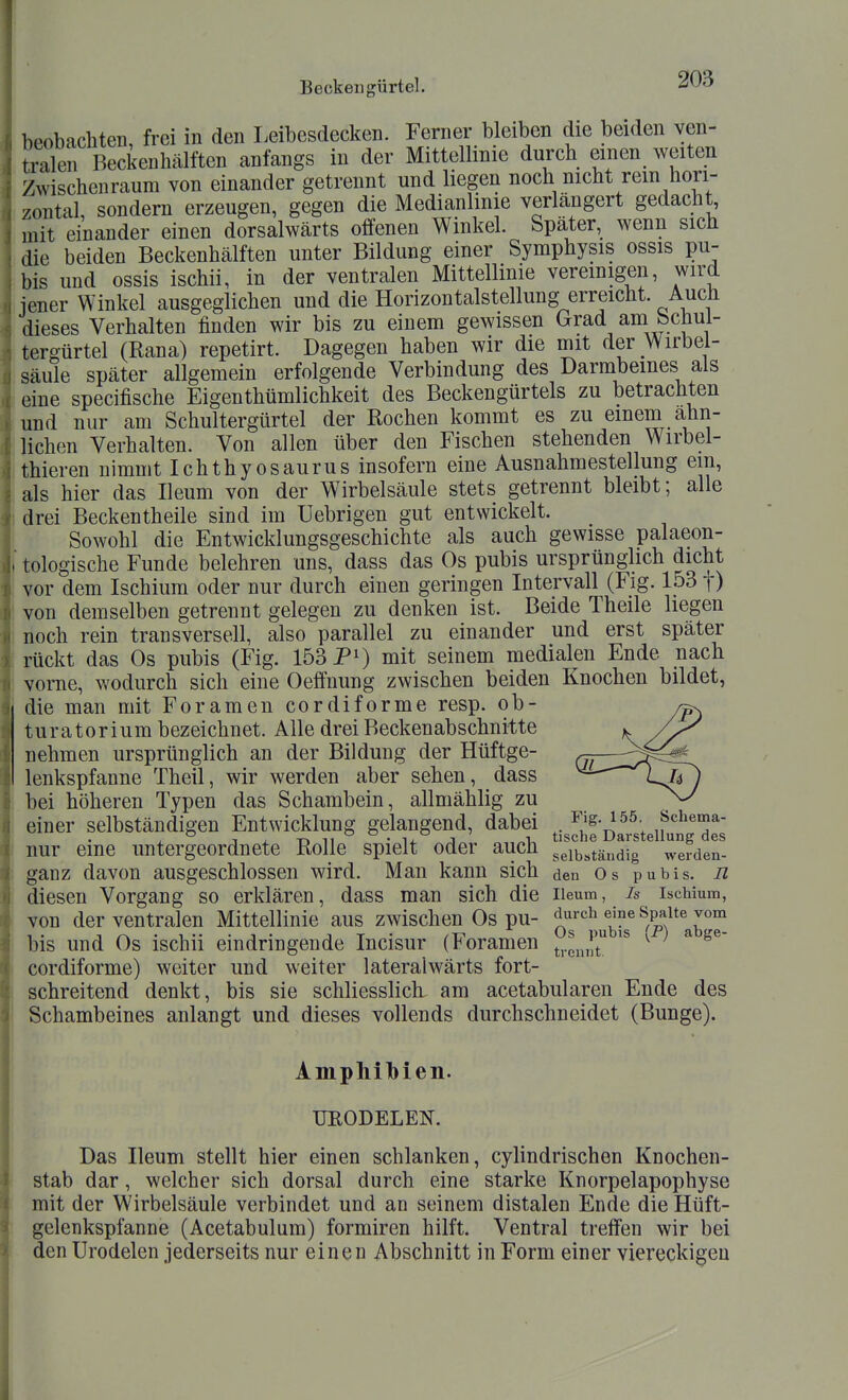 beobachten, frei in den Leibesdecken. Ferner bleiben die beiden yen- Salen Beckenhälften anfangs in der Mittellinie durch einen weiten Zwischenraum von einander getrennt und liegen noch nicht rem hori- zontal sondern erzeugen, gegen die Medianlinie verlängert gedacht, mit einander einen dorsalwärts offenen Winkel. Später, wenn sich die beiden Beckenhälften unter Bildung einer Symphysis ossis pu- bis und ossis ischii, in der ventralen Mittellinie vereinigen, wird jener Winkel ausgeglichen und die Horizontalstellung erreicht. Auch dieses Verhalten finden wir bis zu einem gewissen Grad am bchui- tergürtel (Rana) repetirt. Dagegen haben wir die mit der Wirbel- säule später allgemein erfolgende Verbindung des Darmbeines als eine specifische Eigenthümlichkeit des Beckengürtels zu betrachten und nur am Schultergürtel der Rochen kommt es zu einem ahn- lichen Verhalten. Von allen über den Fischen stehenden Wirbel- thieren nimmt Ichthyosaurus insofern eine Ausnahmestellung ein, als hier das Ileum von der Wirbelsäule stets getrennt bleibt; alle drei Beckentheile sind im Uebrigen gut entwickelt. Sowohl die Entwicklungsgeschichte als auch gewisse palaeon- tologische Funde belehren uns, dass das Os pubis ursprünglich dicht vor dem Ischium oder nur durch einen geringen Intervall (Fig. 153 f) von demselben getrennt gelegen zu denken ist. Beide Theile liegen noch rein transversell, also parallel zu einander und erst später rückt das Os pubis (Fig. 153 mit seinem medialen Ende nach vorne, wodurch sich eine Oeffnung zwischen beiden Knochen bildet, die man mit Foramen cordiforme resp. ob- turatorium bezeichnet. Alle drei Beckenabschnitte nehmen ursprünglich an der Bildung der Hüftge- lenkspfanne Theil, wir werden aber sehen, dass bei höheren Typen das Schambein, allmählig zu einer selbständigen Entwicklung gelangend, dabei . ^^'s-f'^^^«'*- . 1 i -n 11 • Ii. j „„1, tische Darstellung des nur eine untergeordnete Rolle spielt oder auch gelbständig werden- ganz davon ausgeschlossen wird. Man kann sich den Os pubis. H diesen Vorgang so erklären, dass man sich die iieum, is iscMum, von der ventralen Mittellinie aus zwischen Os pu- o''g'''^'„t°s^ bis und Os ischii eindringende Incisur (Foramen ^^U^^ is ^ ; a ge- cordiforme) weiter und weiter lateralwärts fort- schreitend denkt, bis sie schliesslich, am acetabularen Ende des Schambeines anlangt und dieses vollends durchschneidet (Bunge). Amphilbien. URODELEN. Das Ileum stellt hier einen schlanken, cylindrischen Knochen- stab dar, welcher sich dorsal durch eine starke Knorpelapophyse mit der Wirbelsäule verbindet und an seinem distalen Ende die Hüft- gelenkspfanne (Acetabulum) formiren hilft. Ventral treffen wir bei den Urodelen jederseits nur einen Abschnitt in Form einer viereckigen