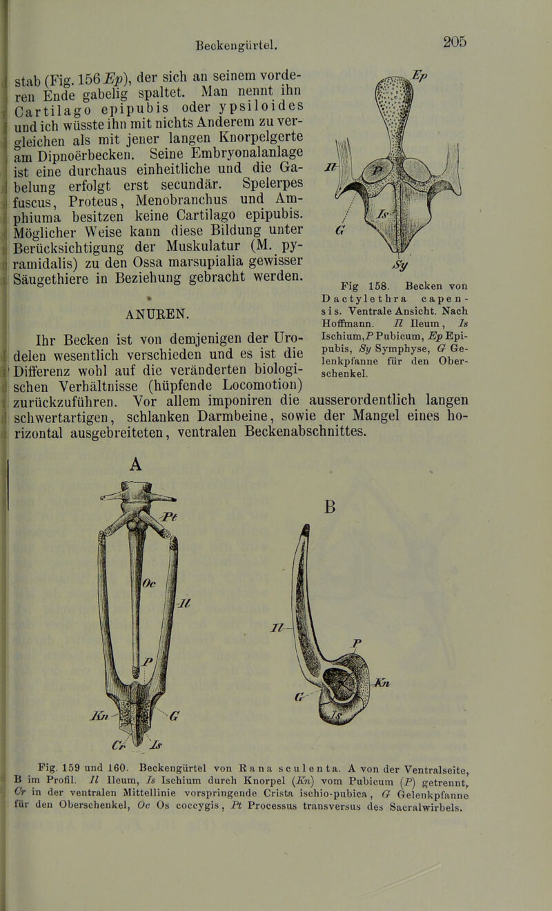 Stab (Fig. 156 Ep), der sich an seinem vorde- ren Ende gabelig spaltet. Man nennt ihn Cartilago epipubis oder ypsiloides und ich wüsste ihn mit nichts Anderem zu ver- gleichen als mit jener langen Knorpelgerte am Dipnoerbecken. Seine Embryonalanlage ist eine durchaus einheitliche und die Ga- belung erfolgt erst secundär. Spelerpes fuscus, Proteus, Menobranchus und Am- phiuma besitzen keine Cartilago epipubis. Möglicher Weise kann diese Bildung unter Berücksichtigung der Muskulatur (M. py- ramidalis) zu den Ossa marsupialia gewisser Säugethiere in Beziehung gebracht werden. ANUKEN. Fig 158. Becken von Dactylethra capen- s i s. Ventrale Ansicht. Nach Hofimann. II Ileum, Is Ischium,P Pubicum, J5Jp Epi- pubis, Sy Symphyse, G Ge- lenkpfanne für den Ober- schenkel. Ihr Becken ist von demjenigen der Uro- ■ delen wesentlich verschieden und es ist die I Differenz wohl auf die veränderten biologi- schen Verhältnisse (hüpfende Locomotion) zurückzuführen. Vor allem imponiren die ausserordentlich langen : schwertartigen, schlanken Darmbeine, sowie der Mangel eines ho- rizontal ausgebreiteten, ventralen Beckenabschnittes. B Fig. 159 und 160. Beckengürtel von Rana sculenta. Avon der Ventralseite,^ B im Profil. II Ileum, 7s Ischium durch Knorpel (Zn) vom Pubicum (P) getrennt^ Cr in der ventralen Mittellinie vorspringende Crista ischio-pubica, G Gelenkpfanne für den Oberschenkel, Oc Os coccygis, Pt Processus transversus des Sacralwirbels.