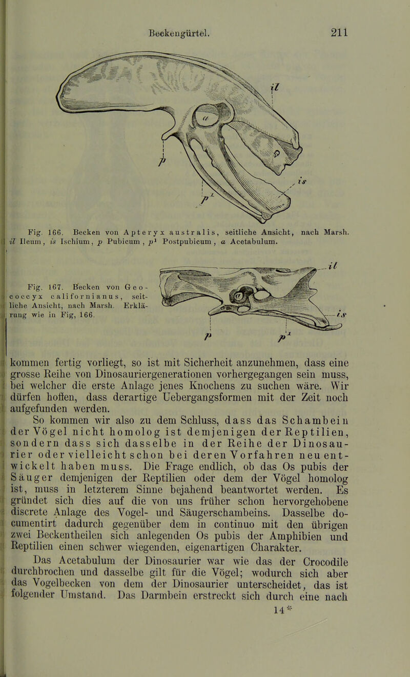 Fig. 166. Becken von Apteryx australis, seitliche Ansicht, nach Marsh. il Ileum, is Ischium, p Pubicum, Postpubicum , a Acetabulum. Fig. 167. Bfecken von Geo- coccyx californianus, seit- liche Ansicht, nach Marsh. Erklä- rung wie in Fig, 166. kommen fertig vorliegt, so ist mit Sicherheit anzunehmen, dass eine grosse Reihe von Dinosauriergenerationen vorhergegangen sein muss, bei welcher die erste Anlage jenes Knochens zu suchen wäre. Wir dürfen hoffen, dass derartige Uebergangsformen mit der Zeit noch aufgefunden werden. So kommen wir also zu dem Schluss, dass das Schambein derVögel nicht homolog ist demjenigen der Rep tilien, sondern dass sich dasselbe in der Reihe der Dinosau- rier oder vielleicht schon bei deren Vorfahren neu ent- wickelt haben muss. Die Frage endlich, ob das Os pubis der Säuger demjenigen der Reptilien oder dem der Vögel homolog ist, muss in letzterem Sinne bejahend beantw^ortet werden. Es gründet sich dies auf die von uns früher schon hervorgehobene discrete Anlage des Vogel- und Säugerschambeins. Dasselbe do- cumentirt dadurch gegenüber dem in continuo mit den übrigen zwei Beckentheilen sich anlegenden Os pubis der Amphibien und Reptilien einen schwer wiegenden, eigenartigen Charakter. Das Acetabulum der Dinosaurier war wie das der Crocodile durchbrochen und dasselbe gilt für die Vögel; wodurch sich aber das Vogelbecken von dem der Dinosaurier unterscheidet, das ist folgender Umstand. Das Darmbein erstreckt sich durch eine nach 14'''