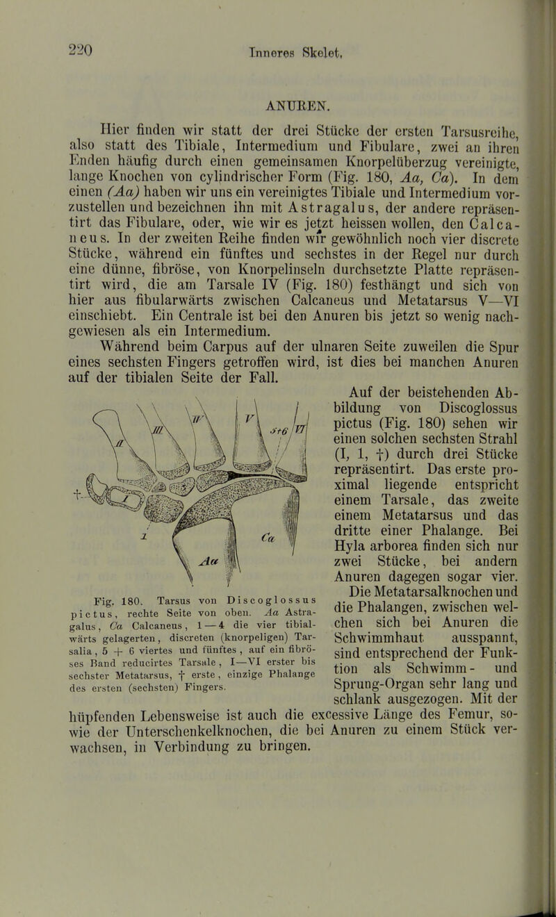 ANUllEN. Hier finden wir statt der drei Stücke der ersten Tarsusreihe, also statt des Tibiale, Intermedium und Fibulare, zwei an ihren Enden häufig durch einen gemeinsamen Knorpelüberzug vereinigte, lange Knochen von cyljndrischer Form (Fig. 180, Äa, Ca). In dem' einen (Äa) haben wir uns ein vereinigtes Tibiale und Intermedium vor- zustellen und bezeichnen ihn mit Astragalu s, der andere repräsen- tirt das Fibulare, oder, wie wir es jetzt heissen wollen, den Calca- neus. In der zweiten Eeihe finden wfr gewöhnlich noch vier discrete Stücke, während ein fünftes und sechstes in der Regel nur durch eine dünne, fibröse, von Knorpelinseln durchsetzte Platte repräsen- tirt wird, die am Tarsale IV (Fig. 180) festhängt und sich von hier aus fibularwärts zwischen Calcaneus und Metatarsus V—VI einschiebt. Ein Centrale ist bei den Anuren bis jetzt so wenig nach- gewiesen als ein Intermedium. Während beim Carpus auf der ulnaren Seite zuweilen die Spur eines sechsten Fingers getroffen wird, ist dies bei manchen Anuren Auf der beistehenden Ab- bildung von Discoglossus pictus (Fig. 180) sehen wir einen solchen sechsten Strahl (I, 1, t) durch drei Stücke repräsentirt. Das erste pro- ximal liegende entspricht einem Tarsale, das zweite einem Metatarsus und das dritte einer Phalange. Bei Hyla arborea finden sich nur zwei Stücke, bei andern Anuren dagegen sogar vier. Die Metatarsalknochen und die Phalangen, zwischen wel- chen sich bei Anuren die Schwimmhaut ausspannt, sind entsprechend der Funk- tion als Schwimm- und Sprung-Organ sehr lang und schlank ausgezogen. Mit der hüpfenden Lebensweise ist auch die excessive Länge des Femur, so- wie der Unterschenkelknochen, die bei Anuren zu einem Stück ver- wachsen, in Verbindung zu bringen. auf der tibialen Seite der Fall. Fig. 180. Tarsus von Discoglossus pictus, rechte Seite von oben. Aa Astra- galus, Ca Calcaneus, 1 — 4 die vier tibial- wärts gelagerten, discreten (knorpeligen) Tar- salia, 5 + G viertes und fünftes , auf ein fibrö- ses Band reducirtes Tarsale , I—VI erster bis sechster Metatarsus, f erste , einzige Phalange des ersten (sechsten) Pingers.