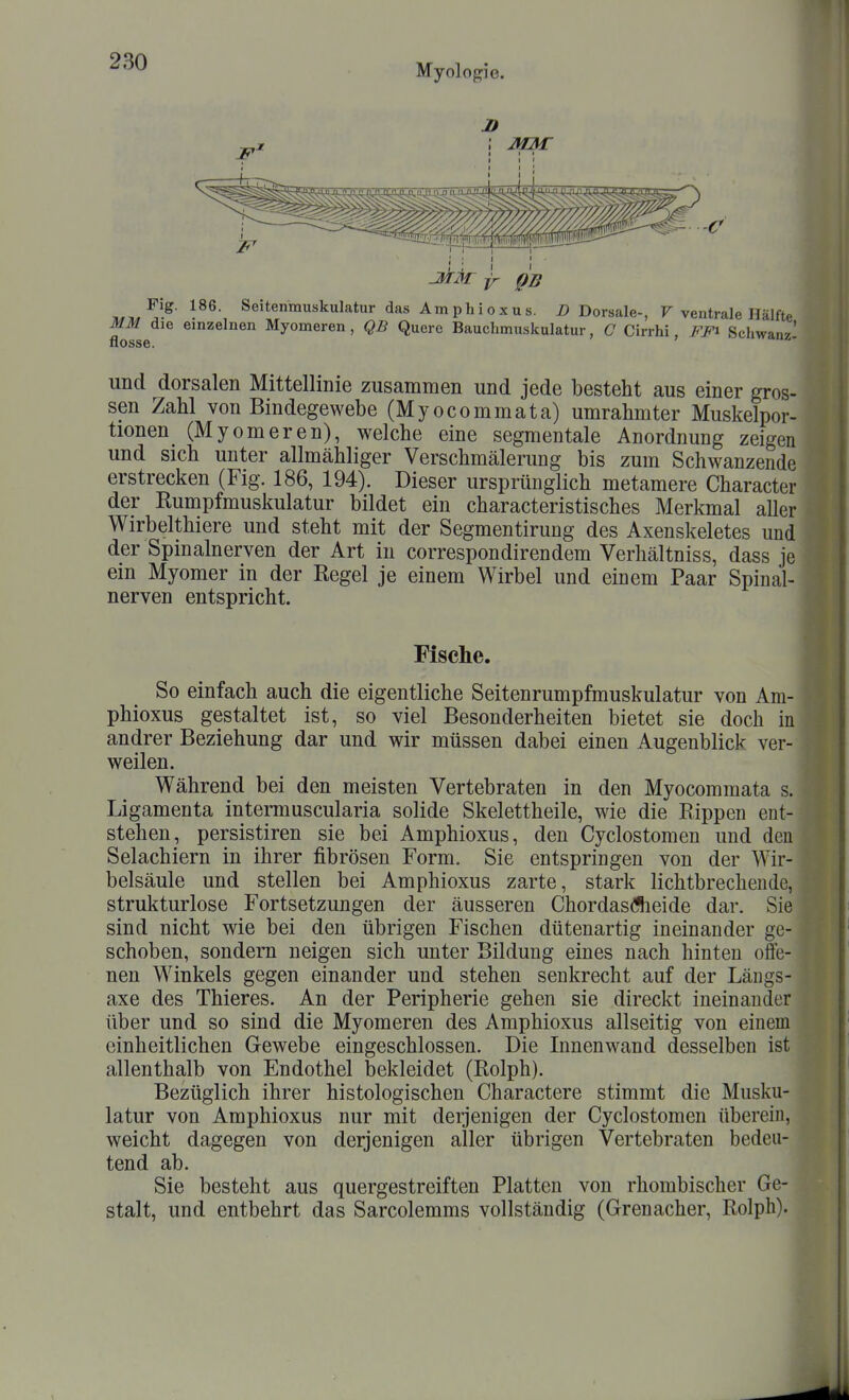 Myologie. ^.^,^}^' Sß't«™«'^latur das Amphioxus. i? Dorsale-, F ventrale Hälfte MM die einzelnen Myomeren, QB Quere Bauchmuskulatur, C Cirrhi, FF^ Schwann' flösse. und dorsalen Mittellinie zusammen und jede besteht aus einer gros- sen Zahl von Bindegewebe (Myocommata) umrahmter Muskelpor- tionen (Myomeren), welche eine segmentale Anordnung zeigen und sich unter allmähliger Verschmälerung bis zum Schwanzende erstrecken (Fig. 186, 194). Dieser ursprünglich metamere Character der Rumpfmuskulatur bildet ein characteristisches Merkmal aller Wirbelthiere und steht mit der Segmentirung des Axenskeletes und der Spinalnerven der Art in correspondirendem Verhältniss, dass je ein Myomer in der Regel je einem Wirbel und einem Paar Spinal- nerven entspricht. Fische. So einfach auch die eigentliche Seitenrumpfmuskulatur von Am- phioxus gestaltet ist, so viel Besonderheiten bietet sie doch in andrer Beziehung dar und wir müssen dabei einen Augenblick ver- weilen. Während bei den meisten Vertebraten in den Myocommata s. Ligamenta intermuscularia solide Skelettheile, wie die Rippen ent- stehen, persistiren sie bei Amphioxus, den Cyclostomen und den Selachiern in ihrer fibrösen Form. Sie entspringen von der Wir- belsäule und stellen bei Amphioxus zarte, stark lichtbrechende, strukturlose Fortsetzungen der äusseren Chordas(Sieide dar. Sie sind nicht wie bei den übrigen Fischen dütenartig ineinander ge- schoben, sondern neigen sich unter Bildung eines nach hinten offe- nen Winkels gegen einander und stehen senkrecht auf der Längs- axe des Thieres. An der Peripherie gehen sie direckt ineinander über und so sind die Myomeren des Amphioxus allseitig von einem einheitlichen Gewebe eingeschlossen. Die Innenwand desselben ist allenthalb von Endothel bekleidet (Rolph). Bezüglich ihrer histologischen Charactere stimmt die Musku- latur von Amphioxus nur mit deijenigen der Cyclostomen überein, weicht dagegen von derjenigen aller übrigen Vertebraten bedeu- tend ab. Sie besteht aus quergestreiften Platten von rhombischer Ge- stalt, und entbehrt das Sarcolemms vollständig (Grenacher, Rolph).