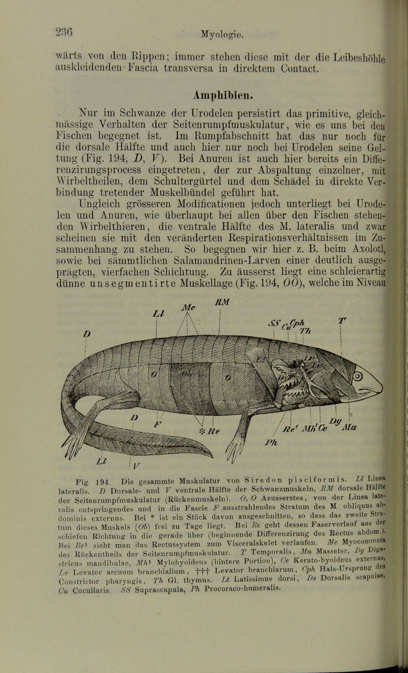 2m wärts von den Rippen; immer stehen diese mit der die Leibeshöhle ausldeidenden-Fascia transversa in direktem Contact. Amphibien. Nur im Schwänze der ürodelen persistirt das primitive, gleich- nhässige Verhalten der Seitenrumpfmuskulatur, wie es uns bei dea Fischen begegnet ist. Im Rumpfabschnitt hat das nur noch für die dorsale Hälfte und auch hier nur noch bei ürodelen seine Gel- tung (Fig. 194, D, V). Bei Anuren ist auch hier bereits ein Diffo renzirungsprocess eingetreten, der zur Abspaltung einzelner, mit Wirbeltheilen, dem Schultergürtel und dem Schädel in direkte Ver- bindung tretender Muskelbündel geführt hat. Ungleich grösseren Modificationen jedoch unterliegt bei ürode- len und Anuren, wie überhaupt bei allen über den Fischen stehen- den Wirbelthieren, die ventrale Hälfte des M. lateralis und zwar scheinen sie mit den veränderten Respirationsverhältnissen im Zu- sammenhang zu stehen. So begegnen wir hier z. B. beim Axolotl, sowie bei sämmtlichen Salamandrinen-Larven einer deutlich ausge- prägten, vierfachen Schichtung. Zu äusserst liegt eine schleierartig dünne unsegmentirte Muskellage (Fig. 194, 00), welche im Niveau ' Off ' Fig. 194. Die gesammte Muskulatur von Siredon pisciformis. Linea lateralis. D Dorsale- und V ventrale Hälfte der Schwanzmuskeln, EM dorsale Hälfte der Seitenrumpfmuskulatur (Rückenmuskeln). O, O Aeusserstes, von der Linea late- ralis entspringendes und in die Fascie F ausstrahlendes Stratum des M. obliquus^ ab- dominis externus. Bei * ist ein Stück davon ausgeschnitten, so dass das zweite Stra- tum dieses Muskels [Ob) frei zu Tage liegt. Bei Re geht dessen Faserverlauf aus der schiefen Richtung in die gerade Über (beginnende Differenzirung des Rectus abdom.^ Hei 7?ei sieht man das Rectussystem zum Visceralskelet verlaufen. Mc Myocomitia» des Rückentheils der Seitenrumpfmuskulatur. T Temporaiis, 31a Masseter, Dg L>iga- stricus mandibulae, Mh^ Mylohyoideus (hintere Portion), Ce Kerato-hyoideus externus, Lv Levator arcuum branchialium, fff Levator branchiarum, Cph Hals-Ursprung  Constrictor pharyngis, Th Gl. thymus. Lt Latissimus dorsi, Ds Dorsal.s scapul»e, Cu Cucullaris. >S8 Suprascapula, Ph Procoraco-humeralis.